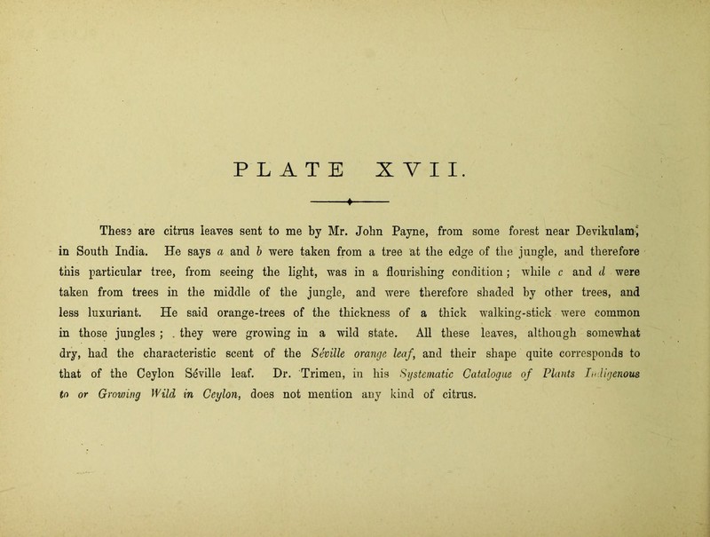 * Thesa are citrus leaves sent to me by Mr. John Payne, from some forest near Devikulam*, in South India. He says a and h were taken from a tree at the edge of the jungle, and therefore this particular tree, from seeing the light, was in a flourishing condition; while c and d were taken from trees in the middle of the jungle, and were therefore shaded by other trees, and less luxuriant. He said orange-trees of the thickness of a thick walking-stick were common in those jungles ; . they were growing in a wild state. All these leaves, although somewhat dry, had the characteristic scent of the Seville orange leaf, and their shape quite corresponds to that of the Ceylon Seville leaf. Dr. Trimen, in his Systematic Catalogue of Plants ItrJigenous to or Growing Wild in Ceylon, does not mention any kind of citrus.