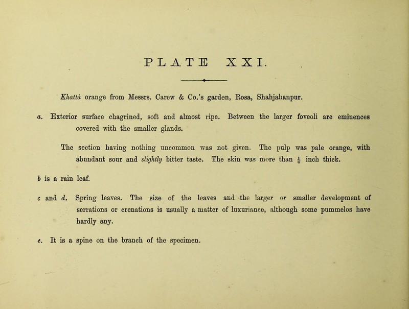 Khattd orange from Messrs. Carew & Co.’s garden, Eosa, Shahjahanpur. a. Exterior surface chagrined, soft and almost ripe. Between the larger foveoli are eminences covered with the smaller glands. The section having nothing uncommon was not given. The pulp was pale orange, with abundant sour and slightly bitter taste. The skin was more than | inch thick. 6 is a rain leaf. c and d. Spring leaves. The size of the leaves and the larger or smaller development of serrations or crenations is usually a matter of luxuriance, although some pummelos have hardly any.