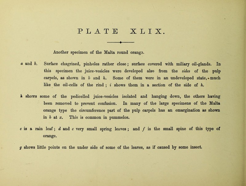 » Another specimen of the Malta round orange. a and b. Surface chagrined, pinholes rather close; surface covered with miliary oil-glands. In this specimen the juice-vesicles were developed also from the sides of the pulp carpels, as shown in h and h. Some of them were in an undeveloped state,•much like the oil-cells of the rind ; i shows them in a section of the side of h h shows some of the pedicelled juice-vesicles isolated and hanging down, the others having been removed to prevent confusion. In many of the large specimens of the Malta orange type the circumference part of the pulp carpels has an emargination as shown in b at x. This is common in pummelos. c is a rain leaf; d and e very small spring leaves ; and / is the small spine of this type of orange. g shows little points on the under side of some of the leaves, as if caused by some insect.