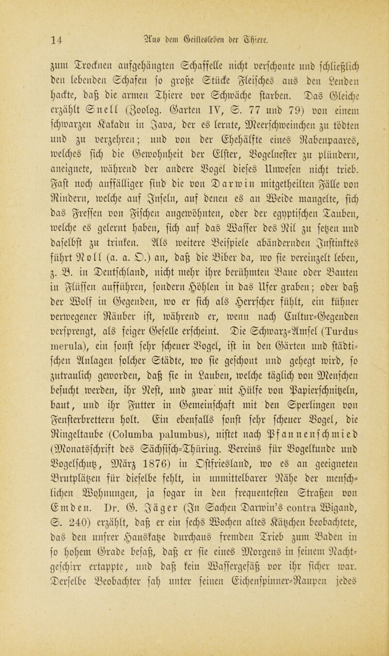 Zunt Srodnert aufgehängten Schaffelle nicht oerfdfonte unb fdflieplich beit lebenben Schafen fo grofje Stüde gleifdfeS auS ben Senben hacfte, baf; bie armen Shtere üor Schwäche ftarben. SaS ©leidie erzählt Snett (Soolog. (harten IV, S. 77 unb 79) üon einem fdfmarzett Äafabu in Sara, ber eS (ernte, SReerfchmeindfen Zu tobten unb §n rergehreit; unb oott ber ©hehälfte eines RabenpaareS, meldfeS fich bie ©emolfnheit ber Elfter, 33ogelnefter zu plünbertt, aneignete, mähreitb ber anbere 33ogel biefeS Unmefeu nicht trieb. Saft nod) auffälliger fiub bie oott S arm in mitgetheilten fjätte üon iRinbern, me(che auf 3nfctn, anf betten eS an 2öeibe mangelte, fid) baS greffen üon f5tfcf)eu aitgemöhuten, ober ber egpptifdfen Saubett, melcf)e eS gelernt höben-, fich auf Söaffer beS Ril zu fe($en unb bafetbft §u trinlen. 3llS meitere 33eifpiele abänbernben SnflmfteS führt Roll (a. a. 0.) an, baf; bie 33iber ba, mo fie üereingelt (eben, 5. 33. itt Seutfdflanb, nicht mehr ihre berühmten 33aue ober ^Bauten in glüffen aufführen, fottbern §öh(en in baS Ufer graben; ober baf; ber SBolf in ©egenben, mo er fich ^errfdfer fühlt, ein Hüfner üermegener Räuber ift, mährenb er, memt nach ©u(tur=©egenbeit üerfprengt, als feiger (Gefeite erfdffeint. Sie Sdfmar^mfel (Turdus merula), ein fonft felfr fdfeuer Rogel, ift in ben (Härten unb ftäbtC fchett Einlagen folcher Stabte, mo fie gefdfout unb gehegt mirb, fo zutraulich gemorbett, baf; fie itt Sauben, meldfe täglich) roit DJZenfchen befudft merben, ihr Reft, unb gmar mit §ü(fe üou Rapierfdfnipeln, baut, unb ihr gutter in ©emeinfehaft mit ben Sperlingen üott genfterbrettern holt, ©in ebenfalls fonft fehr fdfeuer 33ogel, bie Ringeltaube (Columba palumbus), niftet nach ^3 f a tt n e it f df nt i e b (RämatSfchrift beS Sächftfch=Shürittg. 33ereittS für Rogelfunbe unb 33ogelfchup, SRärz 1876) in DftfrieSlanb, mo eS an geeigneten 33rutp(äpen für biefelbe fehlt, in unmittelbarer Rühe ber menfeh* liehen 2Bohuungett, ja fogar in ben frequenteften Strafen non ©ntben. Dr. ©. Säger (Sn Sachen Sarmitt’S contra SBtgaub, S. 240) erzählt, baf; er eilt fedfS SBodfen alteS $äpd)en beobachtete, baS ben unfrer §auSfa£e burdfauS fremben Srieb zum 33aben in fo hohem ©rabe befafj, bag er fie eines SRorgenS in feinem Rächt* gefdC;irr ertappte, unb baß fein SBaffergefäf; üor ihr fidler mar. Serfelbe Beobachter fal) unter feinen ©ichenfpinuer*Raupen jebeS