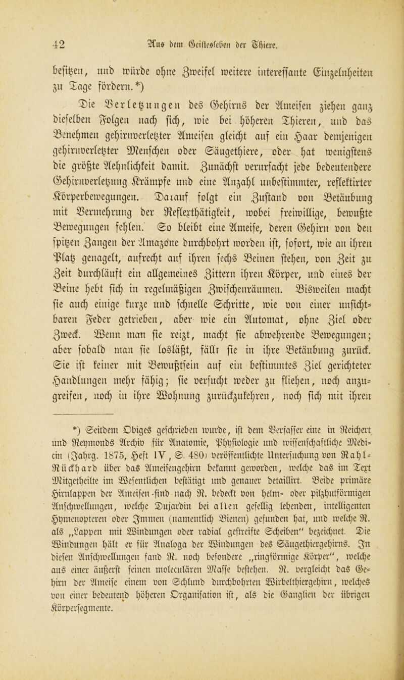 hefigen, unb ir»ürbe ohne 3'oeifel weitere intcrcffantc (Sinjeln^eiteti Zu Xage förbern.*) 3)ie Verlegungen beS ®efyirn3 ber Slmetfen gieren gauj btefelben folgen nad) ftd), mie bet ^ofieren ©füeren, unb baS Venefjmeit gehintoerlehter Vnteifen gleicht auf ein §aar bemjenigeit gehirnoerlefcter 9Renfchen ober ©äugethiere, ober ^at menigftenS bte größte 9lehnlid)feit barntt. 3un^cf)ft oerurfacpt jebe bebeutenbere (M)irnoerlet>ung Krämpfe nitb eine $ln§ahl unbestimmter, refleftirter $örperbemegungen. ®aiauf folgt ein 3uflanb oon Vetäubung mit Vermehrung ber ^Reflepthatigfeit, mobei freimißige, bemühte Vemegungen fehlen, ©o bleibt eine Vmeife, beren (Gehirn oon beit fpif$en 3an9eu ber 'Jlntagone burcf)bohrt morbeit ift, fofort, mie an ihren ‘Plafj genagelt, aufrecht auf ihren fed)S Veinett flehen, oon 3e^ hn 3eit bnrcf)bäuft ein allgemeines Rittern ihren Körper, unb eines ber Veine hebt ftcf) in regelmäßigen 3toifchenräumen. ViSmeileit ntac^t fte auch einige !urje unb fcpnetle ©cf)ritte, mie oon einer unftd)t= baren geber getrieben, aber mie ein Automat, ohne 3*el ober 3med. SÖemt man fte reijt, macht fte abmehrenbe Vemegungen; aber fobalb man fie loSläßt, fäUr fte in ihre Vetäubung §urücf. ©ie ift feiner mit Vemußtfein auf ein beftintmteS 3iel gerichteter §anblungen mehr fähig; fte oerfucht meber gtt fliehen, noch an§u= greifen, noch in ihre SBohmntg jnrücfjnfehren, noch ftd) mit ihren *) ©eitbem DbigeS getrieben mürbe, ift bem SBerfaffer eine in 9teicpert unb 9tepmonbS Strcpio für Anatomie, spppfiotogie unb miffenfcpaftücpe 9Jtebi= ein ($apr9- 1875, £eft IV, ©■ 480) t»eröffentücf)te Unterfucputtg oon 9Raf)I = 9tiidparb über baS Stmeifengepirn befannt geworben, welche baS im £ept SDtitgetpeiße im SBefentticpen beftätigt unb genauer betaißirt. Veibe primäre Hirnlappen ber Stmeifen *finb nach 9t. bebeeft Oon pelm= ober pitzputförmigeu Slnfcpmeßnngen, welche ©ujarbitt bei alten gefeßig tebenben, inteßigenten Hpmenopteren ober $mmeit (namentlich Vielten) gefunben hat, unb welche 9t. als „Sappen mit SBinbungen ober rabiat geftreifte ©epeiben bezeichnet. SDie Söinbungen hält er für Analoga ber SSinbungen beS ©äugetpiergepirnS. 3u biefen Stnfcpweßungen fanb 9t. noep befonbere „ringförmige Körper, wetepe auS einer äußer ft feinen motecutären 27? affe beftepen. 9t. oergteidß baS ©e= pirn ber Stmeife einem oon ©eptunb burepboprten SBirbeßpiergepirn, wetcpeS oon einer bebentenb pöperen Drganifation ift, atS bie ©angtien ber übrigen Äörperfegmente.