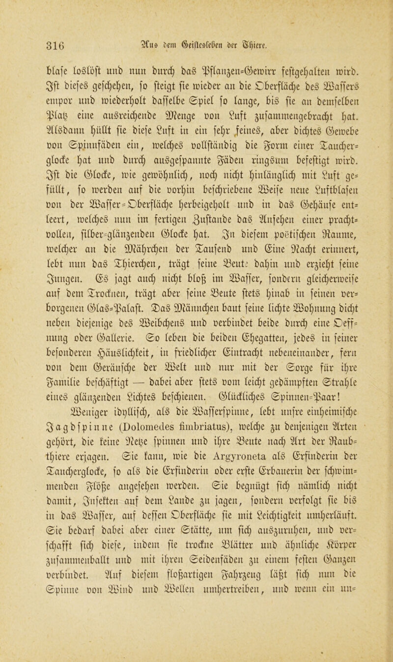 blafe loStoft unb nun burcfy baS ^flanjcns^etoirr feftgehalten toirb. 3ft biefeS gefächen, fo fteigt fie toieber an bie Oberfläche beS SöafferS empor unb tüieber^ott baffetbe Spiel fo lange, bis fie an bentfelben $la£ eine auSreidhenbe Stenge oon Suft gufammengebracht fjat. DllSbann hüllt fie biefe Suft in ein fe^r feinet, aber bichteS ©etoebe oon Spimtfäben ein, melcheS oollftänbig bie gorm einer £audjer* glocf’e §at unb burcf) auSgefpannte gäben ringsum befeftigt mirb. 3ft bie ©lode, mie gewöhnlich, noch nicht hinlänglich mit Snft ge= füllt, fo »erben auf bie oorhtn befchriebene Söeife neue Suftblafen oon ber SBaffer* Oberfläche herbeigeholt unb in baS ©eljäufe ent* leert, toeld^eS nun im fertigen $uftanbe baS Dlnfeheit einer pracl)t= oolleit, jtlber-glänjenben ©lode hat. 3n biefem poetifchen Dlaume, meiner an bie DJcährcheit ber Oaufenb unb Sine 9^acf)t erinnert, lebt nun baS ^hierchen, trägt feine 23eute bahin unb ersieht feine 3ungen. ©S jagt auch nidjt blog im SBaffer, fonbern gleidhertoeife auf bent Orodueu, trägt aber feine 23eute ftetS h^na^ in feinen oer* borgenen ©laS^alaft. OaS Männchen baut feine lichte Söohnung bicht neben biejenige beS SöeibchettS unb oerbinbet beibe bnrch eine Oeff* nnng ober (Batterie. So leben bie beiben ©begatten, jebeS in feiner befonberen §äuSlidhfeit, in frieblicher ©intracht nebeneinanber, fern oon bent ©eräufdje ber SBelt unb nur mit ber Sorge für ihre gamilie befdjäftigt — babei aber ftetS oom leicht gebäutpften Strahle eines glängenben Siebtes befd^ienen. ©lüdlicheS Spinnem^aar! DBeitiger ibptlifch, als bie Söafferfpinne, lebt unfre einheimifche 3agbfpinne (Dolomedes fimbriatus), Welche §u benjeitigen Wirten gehört, bie feine Diebe fpinnen unb ihre 23eute nad; Dlrt ber Dlaub= tigere erjagen. Sie lann, mie bie Arg'yroneta als ©rfinberin ber Saucherglode, fo als bie ©rfinberin ober erfte ©rbauerin ber fdjtoim* menben f^tb^e angefehen werben. Sie begnügt ftch nämlich nicht bamit, gnfefteit auf bent Sattbe §n jagen, fonbern oerfolgt fie bis in baS SBaffer, auf beffen Oberfläche fie mit Seidgigfeit umherläuft. Sie bebarf babei aber einer Stätte, um ftch auSgurtthen, ttttb oer= fdjafft ftch biefe, inbem fie trocfne ^Blätter unb ähnliche Körper gufammenbadt uttb mit ihren Seibenfäben 51t einem feften ©an^en oerbinbet. 5Iuf biefent flogartigen gahrgeug lägt ftch nun Spitttte ooit DBinb unb äBellen umhertreiben, unb toenn ein un*