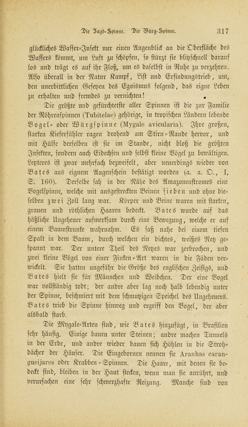 \ gtücf£tdC;e§ S3affer=3ttfed nur einen 9tugenbtid an bie £berftäd)e beS SkifferS fömmt, itnt £uft 51t fd/öpfen, fo ftür§t fte bti($fdhuett baranf toS unb trägt eS auf t()r gtoß, um eS bafetbft in ^itf>e 51t oerje^ren. 2dfo iiberatt in ber 9?atur $ampf, 2ift unb (SrfinbitngStrieb, unt, beit unerbittlichen ($efe£en beS (SgoiSntuS fofgenb, baS eigne £eben 31t erhalten unb frembeS 51t oeritidhtett! . £)ie größte unb gefürdjtetfte alter «Spinnen ift bie §itr gamitie ber ^ö^renfpinnen (Tubitelae) gehörige, in tropifd^en Räubern tebenbe Söget- ober Söurgfpinne (Mygale avicularia). 3hre großen, ftarlen $ieferfitf)ter ragen bro^eub am Stirn = sJ?aitbe ^eroor, unb mit §ütfe berfelbeit ift fte im Staube, nicf)t bloß bie größten gnfelten, fonbern aud) (Sibechfeu unb felbft deine Söget 51t bemättigeit. £eptereS ift §mar mehrfach be§meifett, aber neuerbtngS rnieber oon SateS au§ eignem s2tugenfc^ein beftätigt morben (a. a. £., I, S. 160). 2)erfetbe fat) in ber OM)e be§ ^KmajonenßtromeS eine Sogetfpimte, metdhe mit auSgeftredten Seinen lieben unb ohne bie- felben 3m ei 3ott taug mar. Körper unb Seine maren mit ftarlen, grauen unb rötlichen §aaren bebeeft. SateS mürbe auf baS häßtiche Ungeheuer aufmerffam burd) eine Semeguitg, metdhe er auf einem Saumftrunfe mahrnahm. (SS faß nahe bei einem tiefen Spalt in beut Saum, burcf) melden ein bidjteS, meißeS üftefc ge= fpannt mar. £)er untere Sfyeit beS -fte^eS mar ^erbrochen, unb §mei deine Söget oon einer ginlen*9trt maren in bie gäben oer* miefett. Sie Ratten ungefähr bie ®röße beS englifcf)cn fjeifigS, unb SateS t)ieit fte für Sttänndjen unb SSeibcfjen. ®er eine Söget mar oottftänbig tobt; ber anbre aber tag noch f^atb lebettbig unter ber Spinne, befd^miert mit beut fd^mupigeit Speichel beS Ungeheuers. SateS trieb bie Spinne t)inmeg unb ergriff beit Söget, ber aber atSbatb ftarb. ®ie 9ttpgate=2trten ftnb, mie SateS ^tngufugt, in Srafttien fef)r häufig. (Einige bauen unter Steinen; aitbre machen SunuetS in ber (Srbe, unb anbre mieber bauen fid) §öt)teu in bie Stroh= bäcf)er ber «Käufer. 3)ie (Singebornen nennen fie Aranhas caran- gueijares ober Ärabben * Spinnen. $ie §aarc, mit benen fte be= bedft ftnb, bleiben in ber §aut fteden, meint mau fie anrührt, uitb oerurfachen eine fehr fd)mer§hafte Neigung. Manche ftnb oon