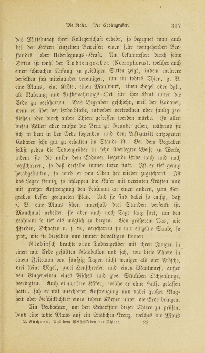 ba§ SDUttelmaag ihrer Sottegenfd)aft ergebt, fo begegnet man and) bet beit Käfern einzelnen 53emeifett einer fefjr meitge^enben 53er= ftanbe§= ober UeberlegungS * $raft. 5lm befannteften bttrd) feine (Sitten ift mol)l bet Sobtengräber (Necrophorus), meiner aitcf) einen fdjmad)en Anfang 51t gefeüigeit (Sitten geigt r iitbent mehrere berfelben fid) miteinanber vereinigen, um ein tobtet Sl)ier, z- 53. eine 9D?au§, eine $röte, einen Sftaulmurf, einen Vogel ober bgl., al§ Nahrung ititb 5Iufbema^»rung§ = £)rt für ihre 53rut unter bie Srbe ju oerfdjarreit. Sa§ ^Begraben gefd)ief)t, meit ber Sabaoer, menn er über ber Srbe bliebe, entmeber oertrorfnen ober faulig §er= fließen ober bttrd) anbre Sf)iere gefreffen m erb eit mürbe. gn allen biefeit gälten aber müfjte bie 53rut 31t Srunbe gefeit, mäfyrenb fte ficf) in beut in ber Srbe tiegenbett unb bent Luftzutritt entzogenen (Sabaoer fel)r gut zu erhalten im Staube ift. Vei bem begraben fetbft gefeit bie Sobtengräber in feljr überlegter 5Beife zu 2Berfe, inbern fie bie uttfer bem Sabaoer liegenbe Srbe ltad) unb ltad) megfd)arren, fo bafs berfetbe immer tiefer finft. gft er tief genug Ijerabgefunfen, fo mirb er von Sbeu ()er mieber zugefd)arrt. gft ba§ Lager fteinig, fo fdjleppen bie $äfer mit vereinten Kräften uitb mit großer 5litftrengung beit Leid)iiam an einen anbent, zum Ver- graben beffer geeigneten $la£. Unb fte finb babei fo emfig, baf$ Z- 53. eine 93?au§ fd)oit innerhalb brei Stuitben oerfenft ift. 9Jland)mal arbeiten fie aber aud) itod) Sage taug fort, um beit Leidfnam fo tief al§ möglidj zu bergen. 53oit größerem 5la3, mie gerben, Sdjaafen u. f. m., oerfdjarren fte nur einzelne Stüde, fo grof$, mie fie biefelben nur immer bemältigen tonnen. ®lebitfd) brad)te vier Sobtengräber mit il)ren gungeit in einen mit Srbe gefüllten Slaöballoit unb fal), mie biefe Sl)iere in einem geitraum von fünfzig Sagen nid)t meitiger als vier gröfdje, brei Heilte Vögel, find §eufd)redett unb einen LJtaulmurf, aufjer beit Sittgemeiben eiltet gifdjeä unb z^ei Stitddjeit Dd)fenlunge, beerbigteit. 5lttd) einzelne Siäfer, meldje er ohne §ülfe gelaffen b)atte, -fal) er mit unerhörter 5luftreuguug unb babei großer Älug= heit ober S>efd)id(id)feit einen tobten Körper unter bie Srbe bringen. Sin 53eobad)ter, um beit Sd)arffiitit biefer Sl)iere zu prüfen, battb eine tobte d)?au§ auf eilt Stäbdjett=$reuz, meld)e§ bie LJtau§ 8. 23 ü dj n e t, 2lu§ bem ©eiftcötel>eu ber SEljierc. 22
