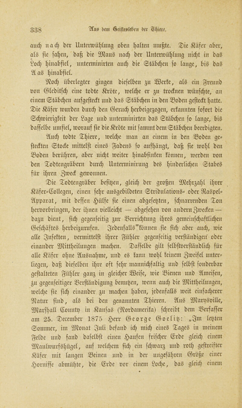 and) tt a <h ber Unterkühlung oben Ratten ntufjte. ©ie Ääfer aber, al§ fie fallen, bajs bie 9Jtaus> nach ber Unterkühlung nicht in ba§ £och hi^Mf unterminirten auch bie ©täbchen fo lange, bi§ ba§ 51 a§> hinabfiel. Noä) überlegter gingen biefelben §n SBerle, al§ ein greunb non (^lebitfch eine tobte $röte, kelche er gu trocfnen künfchte, an einem ©täbchen aufgeftecft nnb ba§ ©täbchen in ben Voben geftecft hatte, ©ie $äfer kurben burch ben (Geruch herbeige^ogen, erfannten fofort bie ©djkierigfeit ber Sage nnb unterminirten ba§ ©tabuen fo lange, bi§ baffelbe umfiel, korauf fie bie $röte mit fammt beut ©täbchen beerbigten. 5luch tobte ©hiere, kelche man an einem in ben Vobett ge= ftecften ©tocfe mittelft eine§ gaben§ fo aufhängt, bajj fie kohl ben Voben berühren, aber nicht keiter hmabfinten tonnen, kerben oon ben ©obtengräbern burch Unterminirung be§ h^n^er^en @tabe§ für ihren fjkecf gekörnten. ©ie ©obtengräber befreit, gleich ber gtofsen SÜfchrjahl ihrer $äf er-(Sollegen, einen fehr au^gebilbeten ©tribulation§= ober siRa3pel= Apparat, mit beffeit §ülfe fie einen abgefefcten, fcfmarrenben ©on heroorbringen, ber ihnen oielieicht — abgefehen oon anbern ^kecfen — ba§u bient, ftch gegenfeitig jur Verrichtung ihres> gemeinfchaftlichen @efchüfte<3 hcr&eigurufen. SebenfatlOönnen fie ftch aber auch^ ^ie alle gnfeften, oermittelft ihrer güf)ler gegenfeitig oerftänbigen ober einanber SfJcittheilnngen machen, ©affelbe gilt felbftoerftänblict) für alle $äfer ohne 5lu§nahme, nnb e§ tarnt kohl teinem greifet unter- liegen, bafj biefelben ihre oft fehr mannichfaltig nnb felbft fottberbar geftalteten gühler gan§ in gleicher ©Beife, kie Vielten nnb 5lnteifen, gn gegenfeitiger Verftänbigung benupen, kenn auch bie $D^ittheilungen, kelche fie ftch einanber gu machen h^bett, jebenfall«? keit einfacherer Statur finb, al§ bei ben genannten ©hieren. 5ltt§ SDtepSüille, Sftarfhaü (Soutttp in $anfa§ 0?orbanterita) fchreibt beut Verfaffer ant 25. ©ecember 1875 §err (George ®oelit$: „8m lebten ©ontmer, int äftonat 8uli befanb ich eines ^n meinem 8elbe uttb fattb bafelbft einen Raufen frifd^er (Srbe gleich einem 5D^aulknrf§hügel, auf keinem ftch ein fchkarj ttttb roth geftreifter $äfer mit langen Veittett nnb in ber ungefähren @rö§e einer fporniffe abmühte, bie (Srbe oor einem £oc£)e, baS gleid; einem