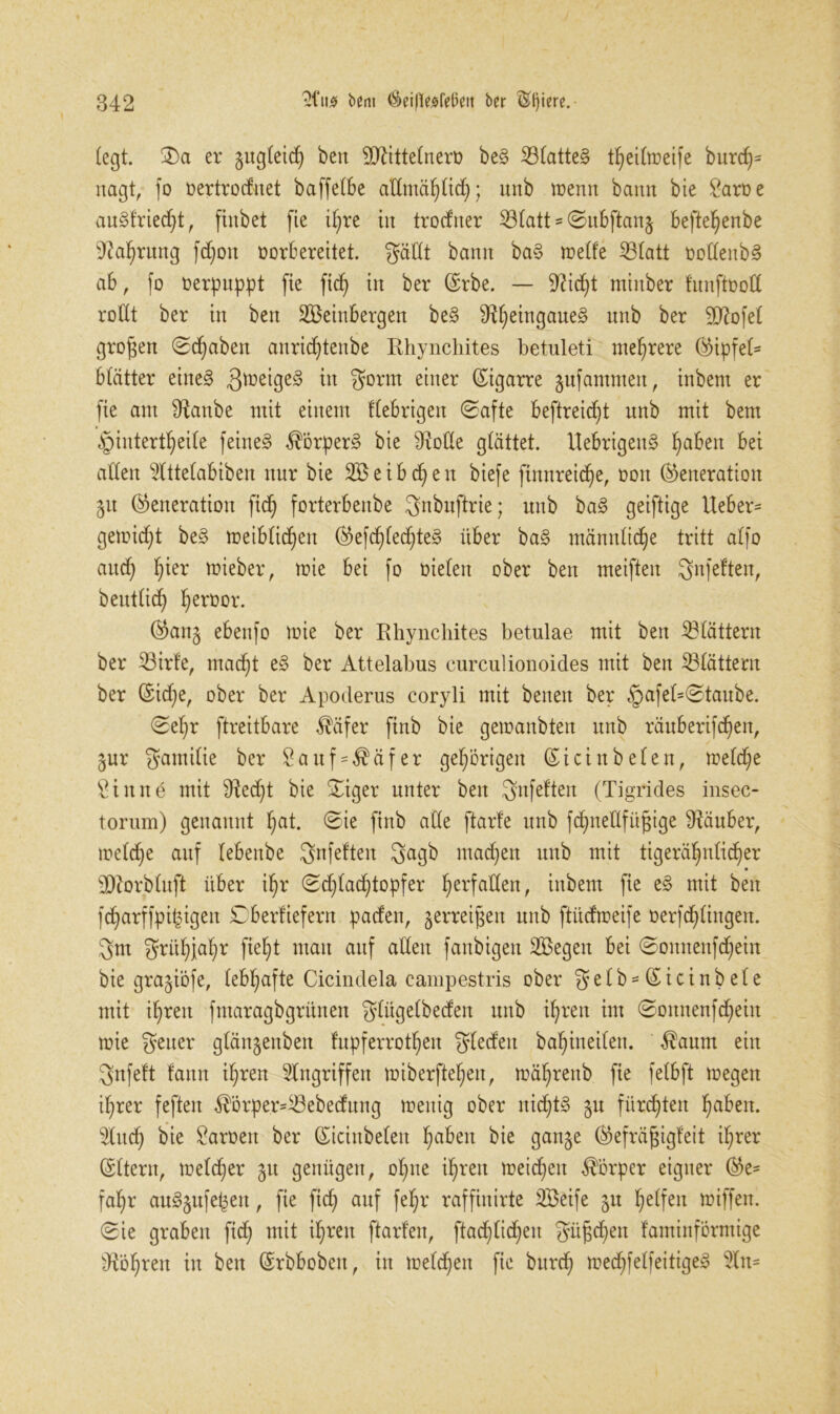 (egt. ©)a er §ug(eid) bett TOtte(nerr be§ 23(atte§ t^eitoeife burd)- nagt, fo rertrodnet baffefbe admäfylid); unb trenn bann bie Sarre au8fried)t, finbet fie il)re in trodner SBtatts ©ubftan§ beftel)enbe $ftaf)rung fd)on rorbereitet. gadt bann ba§ treffe SBfatt rodenb§ ab, fo rerpuppt fie fid) in ber (Srbe. — 9?id)t rninber f'uuftrod rodt ber in bett Weinbergen be§ 91f)eingaue§ unb ber äftofef großen ©traben anridjtenbe Khynchites betuleti mehrere (Gipfef- btätter eine§ 3treige3 ™ 3ornt einer (Sigarre gufantmen, inbem er fie ant Üfanbe mit einem fiebrigen ©afte beftreid)t unb mit bem §intertl)eife feinet $Örper§ bie 9iode glättet. Uebrigeng f>abeit bei adett $lttefabiben nur bie Weibsen biefe ftnnreid)e, oott (Generation 51t (Generation fid) forterbenbe 3nbuftrie; unb ba§ geiftige lieber- getrid)t be3 treibficfyen (Gefd)(ed)te§ über ba§ mannfidje tritt a(fo attd) f)ier mieber, trie bei fo riefen ober ben meiften Snfeften, beutdd) Terror. (Ganj ebenfo trie ber Ehyncliites betulae mit ben 23 füttern ber 23irfe, mad)t e§ ber Attelabus curculionoides mit ben 23fättern ber (Gid)e, ober ber Apoderus coryli mit benen ber §afef=©taube. ©el)r ftreitbare $äfer finb bie gemanbten unb rüuberifd)en, jur gamifie ber £auf = $üfer gehörigen (Sic inbeten, treffe Sinne mit $fted)t bie ©iger unter ben Sttfeftett (Tigrides insec- torum) genannt f)at. ©ie finb ade ftarfe unb fd)nedfüfdge Räuber, mefd)e auf (ebettbe Snfeften 3agb machen ttttb mit tigeräl)nfid)er • SOlorbtuft über if)r ©d)fad)topfer I)erfadett, inbem fie e§ mit ben fd)arffpi($igett Cb erlief er n paden, §erreij$ett unb ftüdtreife rerfd)fingen. 3m Sritf)jal)r ftel)t matt auf adett fanbigen Wegen bei ©onitenfd)eitt bie grajiöfe, lebhafte Cicindela campestris ober ge(b = (Gicinbe(e mit if)rett fmaragbgrünen gfügefbeden ttttb if)rett im ©oitttenfd)eiit trie getter glättgenbeit fupferrotftett gfedett bafjineifett. $aum ein 3>nfeft fatttt il)ren Eingriffen iriberftel)en, mäf)renb fie fefbft tregett ifjrer feftett $örper=23ebedung trettig ober nichts §u fürsten fabelt. Elttcf) bie Saroett ber (Siciubefett ftabett bie ganje (Gefräjjigfeit il;rer ©ftent, trefcfjer 51t genügen, ofpte ifjrett meinen Körper eigner (Ge- fahr au§§ufe|ett, fie fid) auf fef;r raffinirte Weife 5U Reifen triffen. ©ie graben fid) mit il)ren ftarfen, ftad)(id)eit fyügd^ett faminförmige dtöl)ren itt bett (Srbbobett, itt treffen fie bttrd) tred)feffeitige§ Eln=