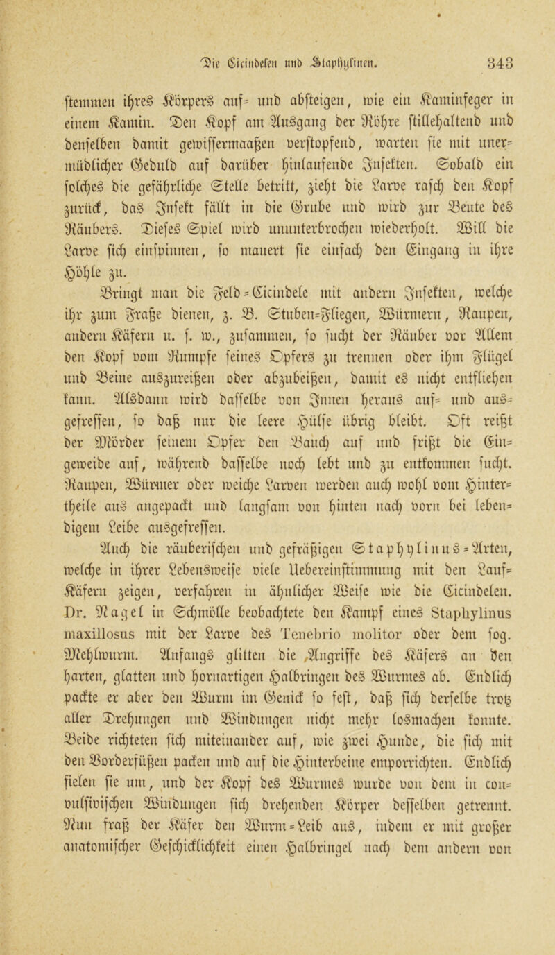ftentmeit ihres Körpers auf- imb abfteigen, mie ein Kaminfeger in einem Kamin. 2)en Kopf am 5luSgang ber Üio^re ftiCCe^attenb nnb benfelbett bantit gemiffermaaßen oerftopfenb, märten fie mit uner- müblid)er ®ebulb auf baritber t)intaufenbe gnfeften. ©obalb ein foldjeS bie gefährliche ©teile betritt, jie^t bie Barre rafdj beit Kopf guritcf, baS gnfeft fällt in bie ©kitbe nnb mirb §ur 53eute beS ^Räubers. $iefeS ©piel mirb ununterbrochen mieber^obt. 2öiß bie Baroe ftcf) einfpittuen, fo mauert fie einfach beit ©ingang in ihre §öhle 51t. bringt man bie gelb - (£iciitbele mit anbern gnfeften, meldje ihr gunt graße bienen, g. 53. ©tuben=gliegen, SBürntern, Raupen, anbern Käfern tt. f. m., gufatnnten, fo fudjt ber Räuber oor eitlem beit Kopf oottt üftumpfe feines DpferS 51t trennen ober ihm gliigel nnb teilte auSgttreißeit ober abgubeißett, bamit eS nicht entfliehen fault. 5llSbatttt mirb baffelbe oon gniteit heraus auf- nnb auS= gefreffett, fo baß nur bie leere hülfe übrig bleibt. £>ft reißt ber Korber feinem Dpfer beit 53attd) auf nnb frißt bie (Sin= gemeibe auf, mährenb baffelbe noch unb entfommen fucht. Raupen, üföitwter ober meidl)e Barren merbett auch to°hl nom §inter- theile auS angepadft uitb langfam 001t hinten nach DDrn ^ leben* bigem Beibe auSgefreffeit. 5litd) bie räuberifcheit uitb gefräßigen ©taphplinuS-$rten, melche in ihrer BebenSmeife Diele Uebereinftimmung mit bett Banf* Käfern geigen, oerfahrett itt ähnlicher 5Beife mie bie (Sicittbelett. Dr. B^agel iit ©dpnölle beobachtete bett Kampf eines Staphylinus maxillosus mit ber Barre beS Tenebrio molitor ober bem fog. äftehlmurm. Anfangs glitten bie Angriffe beS KäferS an bett harten, glatten nnb Kornartigen halbrittgett beS SöurnteS ab. ©üblich pacfte er aber bett SBurnt im (^enicf fo feft, baß [ich berfelbe trofc aller Drehungen uitb SDinbnttgen nicht mehr (oSntad)eit fonute. $3eibe richteten ftd) miteiitaitber auf, mie grnei hnnbe, bie fid; mit beit 5$orberfüßett padeit uitb auf bie Hinterbeine emporrid)ten. ©üblich fielen fie um, ttnb ber Kopf beS ÜBurmeS mürbe oott bem iit coit= rulfirifchen SBinbungeit fid) brehcitbeit Körper beffelbett getrennt. 9ätit fraß ber Käfer bett 5Burm = Beib anS, inbent er mit großer auatomifcher ($efd)idlid)feit einen halbringel nach bem anbern oon