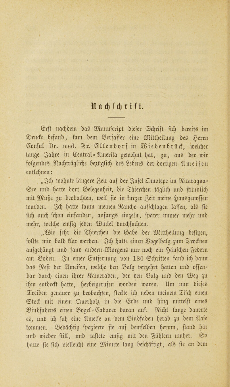 tt a d) f dj r t ft. Erft nadjbem ba§ 9ttanufcript biefer ©d)rift fid) bereite im ©rüde befanb, lam bem Sßerfaffer eine fDZitt^eitung be§ §errn Eonful Dr. med. gr. Ellenborf in iebenbrücf, me(d)er lange 3<*hre ttt Zentral = 2lmerif'a gemofint hat, 51t, au§ ber mir folgenbe§ Nachträgliche bezüglich be§ £eben§ ber bortigen ^Imeifen entlegnen: „3dj mol^nte längere 3eit auf ber JJnfeb Dmotepe im Nicaragua= ©ee nnb f)atte bort (Gelegenheit, bie ©l^erd)en täglich nnb ftünblid) mit 9Nufe §u beobadfiten, meil fie in Inr^er 3ed meine §an§genoffen mürben. 3<h ha^e ^aum meinen Rancho anffdilagen laffen, al§> fie ftch and) fchon einfanben, anfangs einzeln, fpäter immer mehr nnb mehr, melc^e emfig jeben SBinf'el burcfifudjten. „2Bie fehr bie ©h^er(^en ber SNittheilung beft^en, füllte mir halb flar merben. 3d) einen S3ogelbalg §um ©rodnen anfgehängt nnb fanb aubern-9Norgen§ nur noch ein ^äufchett gebertt am 33oben. 3« einer Entfernung oon 180 ©cfiritten fanb ich bann ba§ Neft ber kneifen, melche ben 33alg oer^hrt hatten unb offen= bar burd) einen ihrer ^amerabeit, ber ben 23alg unb ben 2Beg §u ihm eutbedt hatte, herbeigerufen morben marett. Um nun biefe§ ©reiben genauer jn beobachten, ftedte ich neben meinem ©ifcf) einen ©tod mit einem Ouerhol§ in bie Erbe unb hm$ mittelft eine§ 23inbfaben§ einen S3ogel= Eabaoer barait auf. Nidjt lange bauerte e§, unb id) faf) eine $Imeife an bem 23inbfabeit herab 31t bem 2lafe fommen. 23ebäd)tig feierte fie auf bemfelbert herum, ftaub hm unb mieber ftifl, unb taftete emfig mit ben Wühlern umher. ©0 hatte fie fid) oietleidht eine SDZinute lang befdjäftigt, al§ fie an bem