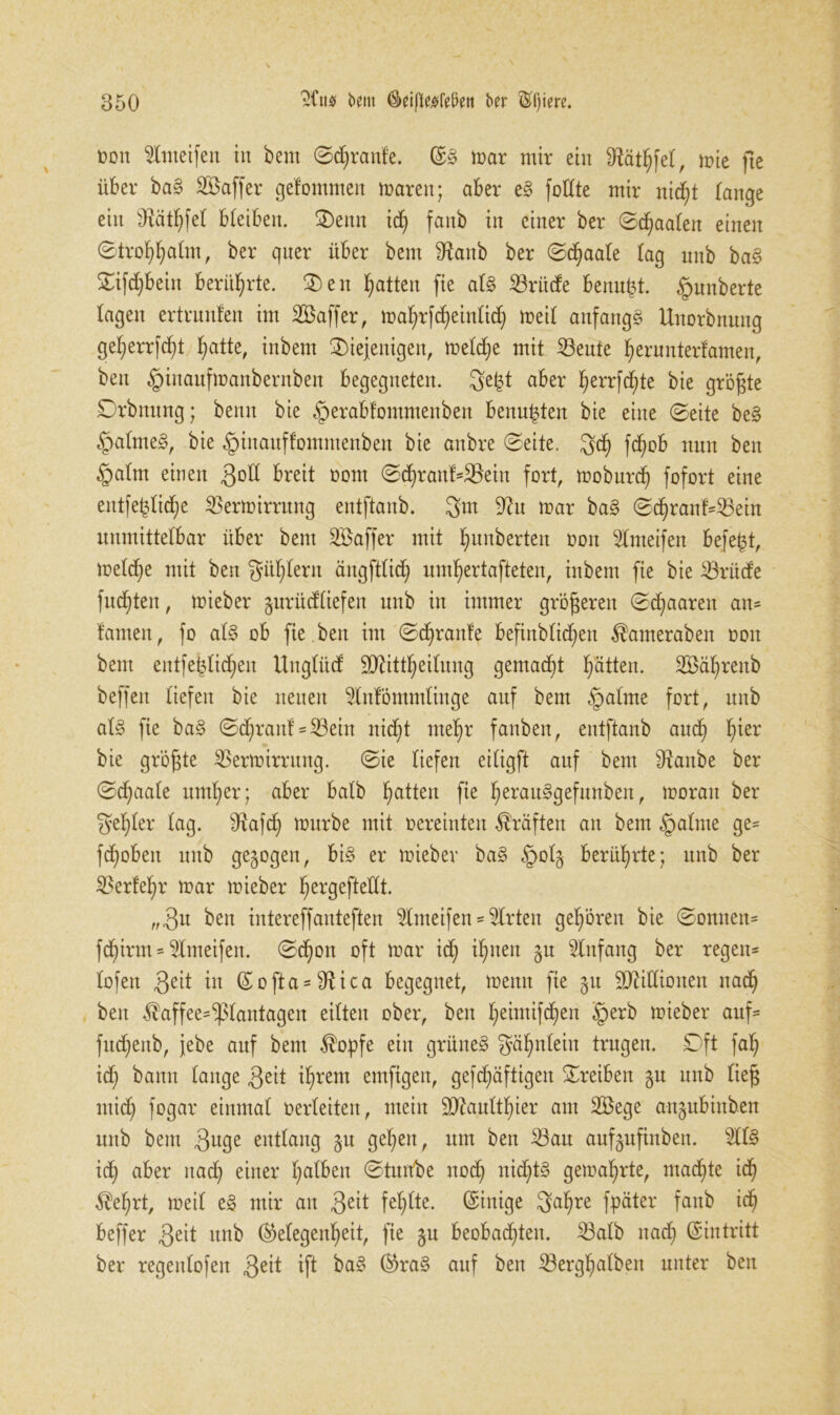 Don Stmeifen in bem ©djranfe. ©§ mar mir ein SRäthfet, mie fte über ba§ SBaffer gefommen maren; aber e§ füllte mir nid)t lange ein s<Rätf)fet bleiben. denn id) fanb in einer ber ©dfaaten einen ©tro^alm, ber qner über bem Sftanb ber ©dfaate tag nnb ba§ ©ifdjbeiit berührte. deit Ratten fie at§ Srüde benupt. Rimberte tagen ertrnnlen im SBaffer, mahrfdfeintid) meit anfangs Unorbnnng gefyerrfdjt patte, inbem diejenigen, metcpe mit Sente perunterfamen, beit §inaufmanbernben begegneten. 3e|t aber perrfcpte bie größte Drbmtng; beim bie §erabfommenben benu|ten bie eine ©eite beS §atme§, bie ^tnauffommenben bie anbre ©eite. 3d) fcpob nun ben §atm einen 3°$ breit üom ©cpranf*Setn fort, moburcp fofort eine entfepticpe Sermirrung entftanb. 3m 9?u mar ba§ ©cpranM3eiu unmittelbar über bem SBaffer mit Rimberten oon kneifen befefct, metcpe mit ben Stiftern ängftticp umpertafteten, inbem fie bie Srüde fugten, mieber gurüdtiefen nnb in immer größeren ©paaren an* tarnen, fo at§ ob fie.ben im ©cpranfe befinbticpen $ameraben oon bem entfestigen Ungtiicf iD^itt^eitung gemacht Ratten. SBäprenb beffen tiefen bie netten 5lnföntmtinge auf bent §atme fort, nnb at§ fte ba§ ©cpranf = iBeiit nicpt ntepr fanben, entftanb aucp pier bie größte Sermirrung. ©ie tiefen eitigft auf bem staube ber ©cpaate untrer; aber batb Ratten fie peraus>gefunben, moratt ber gelter tag. 9fafcp mürbe mit oereinten Kräften an bem §atme ge* fcpobeit nnb gezogen, bi§ er mieber bas> §ot§ berührte; nnb ber 55erfe^r mar mieber pergeftettt. ,„3u ben intereffanteften 5tmeifen * Wirten gehören bie ©onnen* fcf)irm = 5lmeifeit. ©cpoit oft mar icp ipiten §n Anfang ber regen* tofett Seit in ©ofta = $Uca begegnet, mettit fte §u Millionen itacp ben Kaffee*^ßtantagen eitteu ober, ben ^einxifcf)en §erb mieber auf* futpenb, jebe auf bem $opfe ein grünet gäpntein trugen. Oft fap icp bann tauge Seit iprent emftgen, gefcpäftigen ©reiben §u nnb lieg nticp fogar einmat oerteiten, mein ülftauttpier am 23ege att^ubinben mtb bent 3u9e entlang gu gefeit, um ben Sau aufgufinbeu. 2tt§ icp aber itacp einer patbeit ©tunbe itocp nichts gemaprte, rnadfte icp $eprt, meit e§ mir an 3e^t fehlte. (Einige 3apre fpäter fanb icp beffer Seit nnb (Megenpeit, fie 51t beobachten. Satb n ad) ©intritt ber regeutofett Seit ift ba§ ©ra§ auf ben Sergpatbeit unter ben