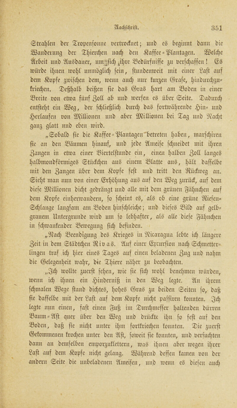I 3l(id)|cf)rif(. I 151 ©trauten ber ©ropenfoitite oertrodnet; unb c! beginnt bann bie SBanbeutitg ber ^^terd^en nach beit Kaffee = ^(antagen. 2£etd;e Arbeit nnb $Iu!bauer, untjjftdh äit;re Sebürfniffe gu üerfcfyaffen ! ©! mürbe ihnen mot;t unmöglich fein, ftunbeumeit mit einer Saft anf bem $opfe gmifdjen bem, meint and; nur furzen ©rafe, ^iuburd^ju* frieren. 3)ej$hatb beigen fte ba! ©ra! ^art am Soben in einer Breite oon etma fünf 3oft ßb unb merfeit e! über ©eite. 2)aburch entfielt ein 2Beg, ber fdjtie^tid; burd) ba! fortmä^renbe §in= unb ^erlaufen oon 5DcilXiouen unb aber äftitliorten bei ©ag unb S?ad;t gang glatt nnb eben mirb. „©obatb fie bie Kaffee * Sßtantagen betreten fyabeit, ntar)d)irett fie an beit Säumen I;inauf, unb jebe 5tmeife fd;neibet mit ihren fangen tu etma einer Siertetftunbe ein, eilten falben ^ott lange! hatbmonbförmige! ©tüdd;en au! einem Statte au!, t;ätt baffetbe mit beit fangen über bem stopfe feft nnb tritt ben sJtüdmeg au. ©iefjt man nun ooit einer (Erhöhung au! auf ben üßeg gurüd, auf beut biefe ÜRtlXionett bidjt gebrängt unb alte mit bem grünen gät;ttd;eit auf bem $opfe ein^ermanbern, fo fdfeint e!, at! ob eine grüne liefen* ©djtange tangfam am Soben fyinfddeidje; unb biefe! Sitb auf getb= grauem Untergrunbe mirb um fo lebhafter, at! alte biefe gäfyndien in fdpoanfenber Semegititg ftd; befinbett. „9?ad; Seenbtgung be! Kriege! in Nicaragua tebte id) längere Seit in bem ©täbtdfen s,Rio a!. $lnf einer ©pcurfioit nad; ©cfymetter* lingeit traf id) t)ier eine! Xage! auf einen betabeneit 3ug uitb nahm bie ©etegen^eit mat;r, bie ©f)iere näher gu beobachten. „Sd; mottte guerft fe£;eti, mie fte ftd) mot;t benehmen mürben, meint ich ihnen eilt <pinberitij$ in beit 2Beg tegte. s2tit ihrem fd)maten 2öege ftanb bid;te!, f^he! ©rag 5U Reiben ©eiten fo, bajj fie baffetbe mit ber Saft auf bem $opfe nicht paffireit tonnten. 3<h tegte nun einen, faft einen gufj int ®urd;nteffer h^tenbeit bürrett Saum = $Ift quer über beit 2Beg unb brüefte il;u fo feft auf beit Soben, bafj fie nicht unter ihm fortfriecheit tonnten. ®ie guerft ©etommenen frod;eit unter beit 5tft, fomeit fie tonnten, uitb oerfudjten bann an bemfetben emporguftetteru, ma! ihnen aber megen ihrer Saft auf bem $opfe nicht gelang. 2Bäf)renb beffen tarnen ooit ber anbern ©eite bie nnbetabeneit s2luteifett, uitb meitn e! biefcit attd;
