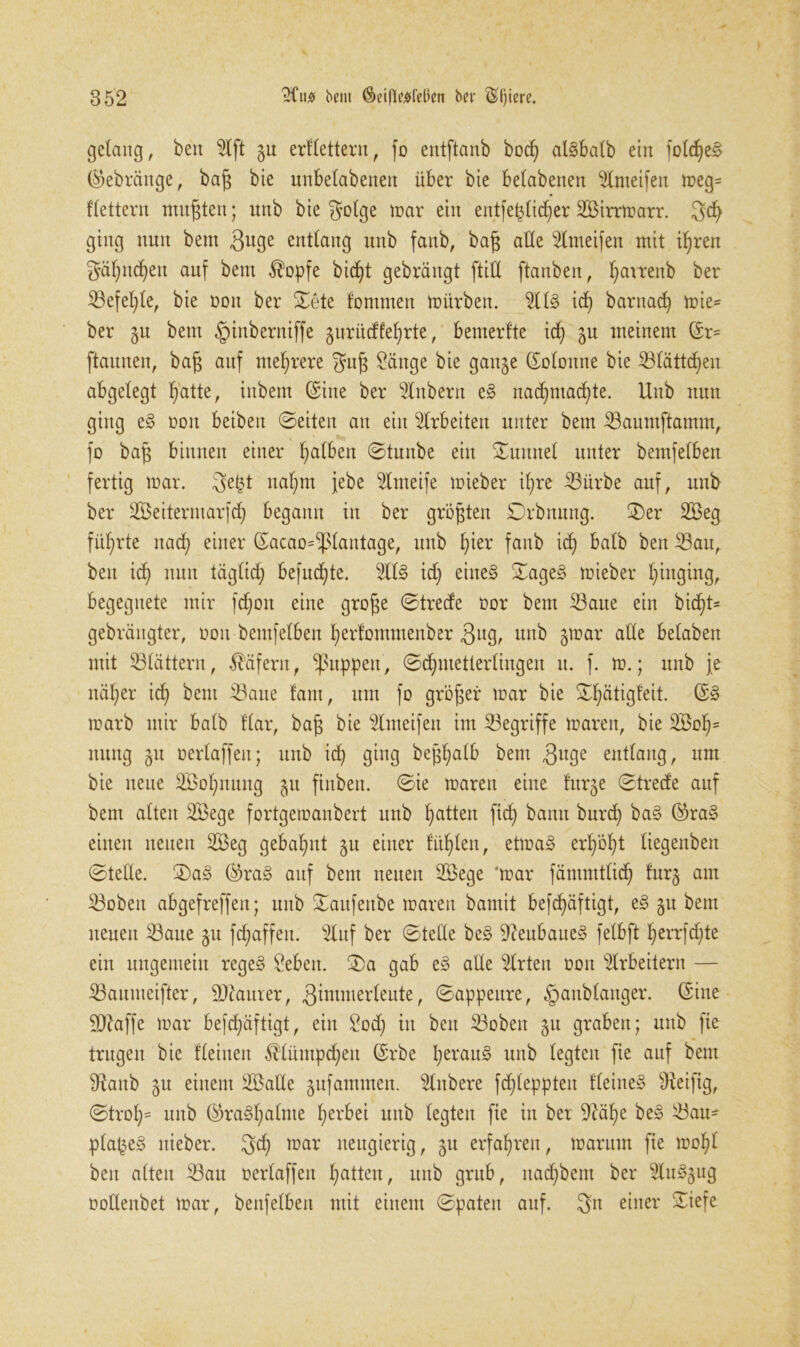 gelang, beit s2lft gu erdettern, fo entftanb bod) al§batb ein foldje§ ($ebränge, baf$ bie unbelabenen über bie belabetten ‘dnteifen meg= dettern mußten; unb bie golge mar ein eutfetjlidjer SBirrmarr. 3cfy ging nun bem 3u3e entlang unb fanb, baj$ ade 3lmeifen mit t^ren gäfjndjen auf bem $opfe bidjt gebräugt ftid ftanbeu, Ijavrenb ber Sefefyle, bie non ber ©ete fommen mürben. Slls? id) barttad) mie= ber gu bem §inberniffe guriidfefjrte, bemerfte id) gu meinem ©r= ftaunen, bafj auf mehrere 3u§ Sange bie gange ©oloune bie Slättcfjen abgelegt fjatte, inbem ©ine ber Stübern es? nadjmadjte. Unb nun ging e3 non beiben ©eiten an ein Arbeiten unter bem Saumftamm, fo baf$ binnen einer falben ©tunbe ein ©uititel unter bemfelben fertig mar. 3e£t naljm jebe Slmeife mieber ifyre 33ürbe auf, unb ber ÜEBeitermarfdj begann in ber größten Drbnung. ©er 2Beg führte ttad) einer ©acao=^J$lantage, unb f)ier fanb id) halb bett Sau, beit id) nun tiiglid) befugte. 2tt§ id) eines? ©age§ mieber fjittging, begegnete mir fdjon eine gro£e ©trede oor bem Saue ein bidjt* gebräitgter, oon bemfelben Ijerfommenber 3itg, unb gmar ade betaben mit Slättern, Käfern, puppen, ©djmetterlingen u. f. m.; unb je näljer id) bem Saue laut, um fo größer mar bie ©Ijatigteit. ©3 marb mir batb dar, ba£ bie 5lmeifen im Segriffe maren, bie SBoIj* nung gu oertaffen; unb id) ging bej^alb bem 3uge entlang, um bie neue 2Bol)nuug gu ftnben. ©ie maren eine furge ©trede auf bem alten S3ege fortgemanbert unb Ijatten [id) bann burd) ba§ ©>ra§ einen neuen S$eg gebahnt gu einer ddjleit, etma§ erljöljt tiegenben ©tede. ©a§ ©>ra3 auf bem neuen Skge 'mar fämmtlidj furg am Soben abgefreffen; unb ©aufenbe maren bamit befdjäftigt, e§ gu bem neuen Saue gu fdjaffen. sduf ber ©tede be§ SieubaueS felbft l)errfd)te ein ungemein reges? Sebeit. ©a gab e3 ade Slrten oon Arbeitern — Saumeifter, Maurer, 3imnterleute, ©appeure, <ganblauger. ©ine äftaffe mar befd)äftigt, ein Sod) in ben Soben gu graben; unb [ie trugen bie deinen ^linnpdjen ©rbe l)erau§ unb legten [ie auf bem dfanb gu einem Sade gufammen. s2lnbere fd)leppteu deines dteifig, ©trol)= unb ©raSljalttte l)erbei unb legten [ie in ber 9?äf)e beS Sau= planes nieber. 3d) mar neugierig, gu erfahren, marum [ie mof)l beit alten Sau oerlaffeit l)atten, unb grub, nad)bent ber 2luSgng oodenbet mar, bettfelben mit einem ©paten auf. 3« einer ~iefe