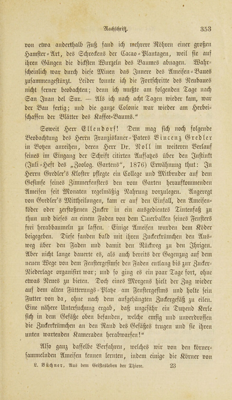 oott etma aitbert^alb gufj faitb id) mehrere sJ?bI)rcit einer großen §amfter = 5lrt, beS ©chredenS ber ©acao *$tantagen, toeit fie auf ihren (Gängen bie bidften SBur^ettt beS BaumeS abnagen. fdC^etnücf) mar burd) biefe Eilten baS gitnere beS $lmeifen-Baues §ufammengeftür§t. Leiber bunte id) bie gortfd)ritte beS Neubaues nicht ferner beobachten; beim id) nutzte am fotgenben Sage nach ©au gitatt bet ©ur. — 5ltS ich liach ach* Sagen mieber laut, mar ber Bau fertig; mtb bie gange ©otottie mar mieber am §erbei= fchaffeit ber Blätter beS $affee*BaumS. ©omeit §err ©ttenborf! S)ent mag fid) ttod) fotgenbe Beobachtung beS §errn gran§iSfaner -'ißaterS Binceuj ©rebter in Botjen anreihen, bereit §err Dr. 9?ott im meiteren Bertauf feinet im (Eingang ber ©chrift citirten 2htffafceS über beit gmftiuft (guli-§eft beS „^ootog. ©arteitS, 1876) Ermahnung thut: gtt §errn ©rebter’S $tofter pflegte ein (College uub 5Qtitbntber auf bent ©efintfe feines gimmerfeitfterS beit oont (harten herauP°mmenbett ‘ülnteifen feit Monaten regelmäßig Nahrung oorjutegeit. Angeregt oott ©rebter’S Sttittheitungen, tarn er auf beit ©iitfatl, beit 5lmeifen* fober ober gerftoßeneu 3uc^er m e^11 auSgebienteS Sitttenfaß gu thmt uttb biefeS an einem gaben oon bem Ouerbatfeit feitteS genfterS frei h^abbaumetn gu taffen, ©inige ^tmeifen mürben bem $Öber beigegebett. ®iefe faitbeit batb mit ihren 3uderfrümd)en beit 5tuS- meg über beit gaben ttttb bamit beit 9tücfmeg ju beit 3hr^9cn* $tber itid)t tauge bauerte eS, atS auch bereits ber ©egettgug auf beut neuen 2ßege oon bent geuftergefintfe beit gaben entlang bis gttr 3ud'er= 97iebertage orgattifirt mar; uitb fo ging eS eitt paar Sage fort, ohne etmaS SfteueS 51t bieten. £)od) eines Borgens h^tt ber 3ug lieber auf bem atten güttentugS * ^ta^e atu genftergeftmS ttttb hotte fein gutter oon ba, ohne naef) bem aufgehängten 3ucfcrgefäß ju eiten, ©ine nähere Unterfuchung ergab, baß ungefähr ein $)ufcenb $erte fich in bem ©efäße oben befattbeu, metdje emfig mtb mtoerbroffett bie gudertrümchen an beit SRattb beS ©efäßeS trugen mtb fie ihren unten martenbett ^amerabett herabmarfeit! Stlfo gang baffetbe Berfahreit, metd)eS mir oon beit fbrtter- fammetnben toeifen lernten ternten, ittbent einige bie Körner oon ß. Büchner, 5tu§ bem (MfteSleben ber SEljtere. 23