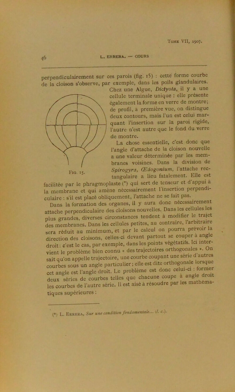 46 L. ERRERA. — COURS Fig. 15. perpendiculairement sur ces parois (fig. i5) : cette forme courbe de la cloison s’observe, par exemple, dans les poils glandulaires. Chez une Algue, Dictyota, il y a une cellule terminale unique : elle présente également la forme en verre de montre; de profil, à première vue, on distingue deux contours, mais l’un est celui mar- quant l’insertion sur la paroi rigide, l’autre n’est autre que le fond du verre de montre. La chose essentielle, c’est donc que l’angle d’attache de la cloison nouvelle a une valeur déterminée par les mem- branes voisines. Dans la division de Spirogyrct, Œdogoniutn, 1 attache rec- tangulaire a lieu fatalement. Elle est facilitée par le phragmoplaste O qui sert de tenseur et d’appui à la membrane et qui amène nécessairement 1 insertion perpendi- culaire ; s’il est placé obliquement, l’attache ne se fait pas. Dans la formation des organes, il y aura donc nécessairement attache perpendiculaire des cloisons nouvelles. Dans les cellules les plus grandes, diverses circonstances tendent à modifier le trajet des membranes. Dans les cellules petites, au contraire, l’arbitraire sera réduit au minimum, et par le calcul on pourra prévoir la direction des cloisons, celles-ci devant partout se couper a angle droit: c’est le cas, par exemple, dans les points végétatifs. Ici inter- vient le problème bien connu « des trajectoires orthogonales ». On sait qu’on appelle trajectoire, une courbe coupant une serie d au res courbes sous un an»le parfculier ; elle est dite orthogonale lorsque cet angle est l’angle droit. Le problème est donc celui-ci • deux séries de courbes telles que chacune coupe a les courbes de l’autre série. 11 est aisé à résoudre par les mathema tiques supérieures : (*) (*) L. Errera, Sur une condition fo7idnmentale... (A c.).