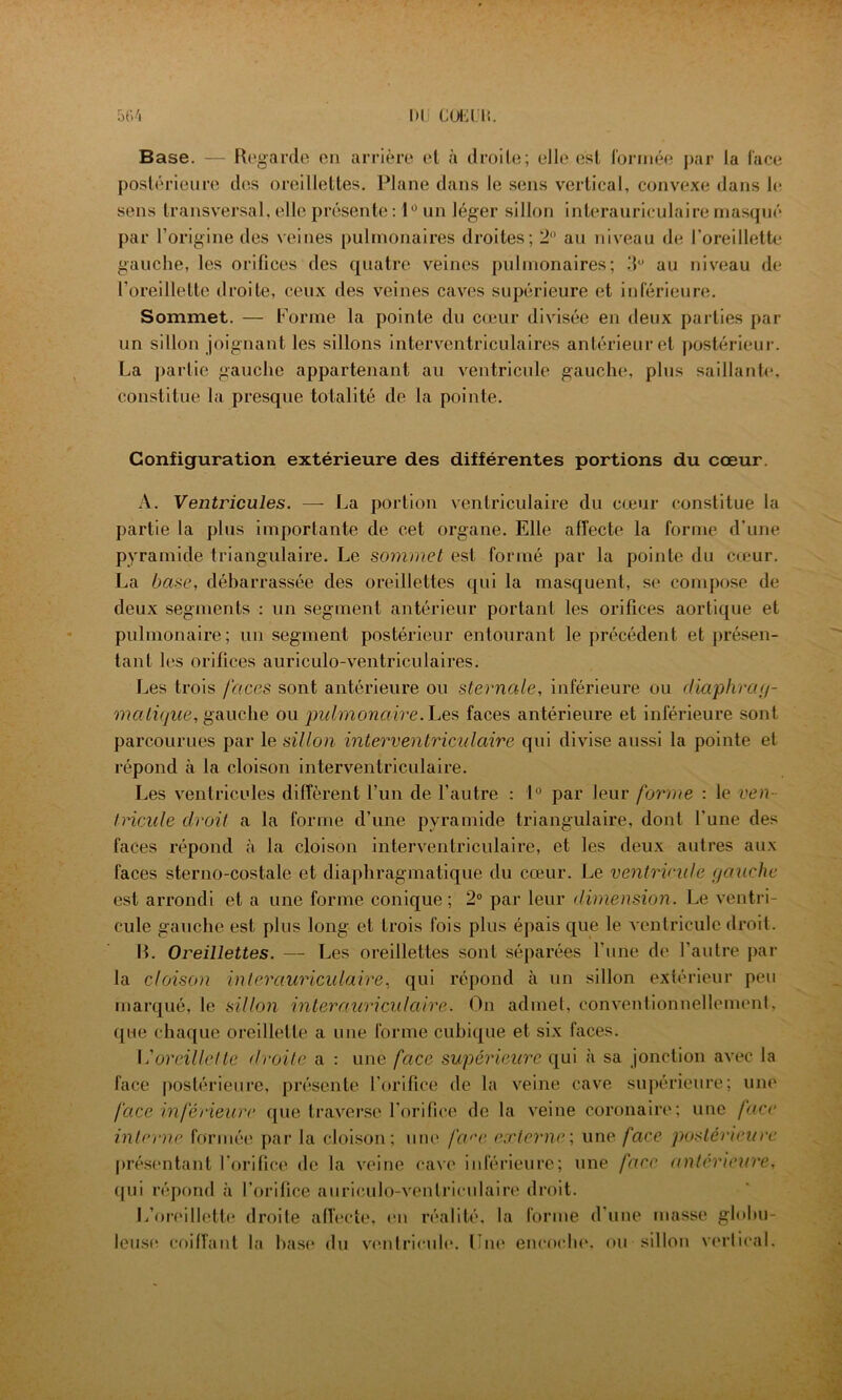 Base. — Regarde en arrière el à droite; elle est formée par la face postérieure des oreillettes. Plane dans le sens vertical, convexe dans le sens transversal, elle présente : 1° un léger sillon interauriculaire masqué par l’origine des veines pulmonaires droites; 2° au niveau de l’oreillette gauche, les orifices des quatre veines pulmonaires; 3° au niveau de l’oreillette droite, ceux des veines caves supérieure et inférieure. Sommet. — Forme la pointe du cœur divisée en deux parties par un sillon joignant les sillons interventriculaires antérieur et postérieur. La partie gauche appartenant au ventricule gauche, plus saillante, constitue la presque totalité de la pointe. Configuration extérieure des différentes portions du cœur. A. Ventricules. —- La portion ventriculaire du cœur constitue la partie la plus importante de cet organe. Elle affecte la forme d’une pyramide triangulaire. Le sommet est formé par la pointe du cœur. La base, débarrassée des oreillettes qui la masquent, se compose de deux segments : un segment antérieur portant les orifices aortique et pulmonaire; un segment postérieur entourant le précédent et présen- tant les orifices auriculo-ventriculaires. Les trois faces sont antérieure ou sternale, inférieure ou diaphrag- matique, gauche ou pulmonaire. Les faces antérieure et inférieure sont parcourues par le sillon interventriculaire qui divise aussi la pointe et répond à la cloison interventriculaire. Les ventricules diffèrent l’un de l’autre : 1° par leur forme : le ven- tricule droit a la forme d’une pyramide triangulaire, dont l’une des faces répond à la cloison interventriculaire, et les deux autres aux faces sterno-costale et diaphragmatique du cœur. Le ventricule gauche est arrondi et a une forme conique; 2° par leur dimension. Le ventri- cule gauche est plus long et trois fois plus épais que le ventricule droit. IL Oreillettes. — Les oreillettes sont séparées l’une de l’autre par la cloison interauriculaire, qui répond à un sillon extérieur peu marqué, le sillon inter auriculaire. On admet, conventionnellement, que chaque oreillette a une forme cubique et six faces. L’oreillette droite a : une face supérieure qui à sa jonction avec la face postérieure, présente l’orifice de la veine cave supérieure; une face inférieure que traverse l’orifice de la veine coronaire; une face interne formée par la cloison; une face externe, une face postérieure présentant l’orifice de la veine cave inférieure; une face antérieure, qui répond à l’orifice auriculo-ventriculaire droit. L’oreillette droite affecte, en réalité, la forme d une masse globu- leuse coiffant la base du ventricule. Une encoche, ou sillon vertical.