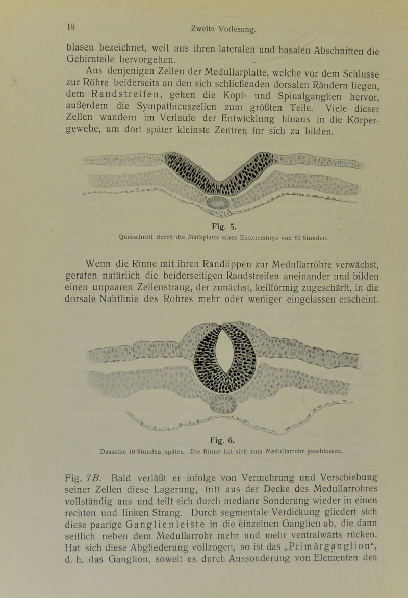 blasen bezeichnet, weil aus ihren lateralen und basalen Abschnitten die Gehirnteile hervorgehen. Aus denjenigen Zellen der Medullarplatte, welche vor dem Schlüsse zur Röhre beiderseits an den sich schließenden dorsalen Rändern liegen, dem Randstreifen, gehen die Kopf- und Spinalganglien hervor, außerdem die Sympathicuszellen zum größten Teile. Viele dieser Zellen wandern im Verlaufe der Entwicklung hinaus in die Körper- gewebe, um dort später kleinste Zentren für sich zu bilden. Wenn die Rinne mit ihren Randlippen zur Medullarröhre verwächst, geraten natürlich die beiderseitigen Randstreifen aneinander und bilden einen unpaaren Zellenstrang, der zunächst, keilförmig zugeschärft, in die dorsale Nahtlinie des Rohres mehr oder weniger eingelassen erscheint. Fig. 6. Dasselbe 10 Stunden später. Die Rinne hat sich zum Medullarrohr geschlossen. Fig. 7B. Bald verläßt er infolge von Vermehrung und Verschiebung seiner Zellen diese Lagerung, tritt aus der Decke des Medullarrohres vollständig aus und teilt sich durch mediane Sonderung wieder in einen rechten und linken Strang. Durch segmentale Verdickung gliedert sich diese paarige Gangl ien 1 eiste in die einzelnen Ganglien ab, die dann seitlich neben dem Medullarrohr mehr und mehr ventralwärts rücken. Hat sich diese Abgliederung vollzogen, so ist das „Primärganglion“, d. h. das Ganglion, soweit es durch Aussonderung von Elementen des