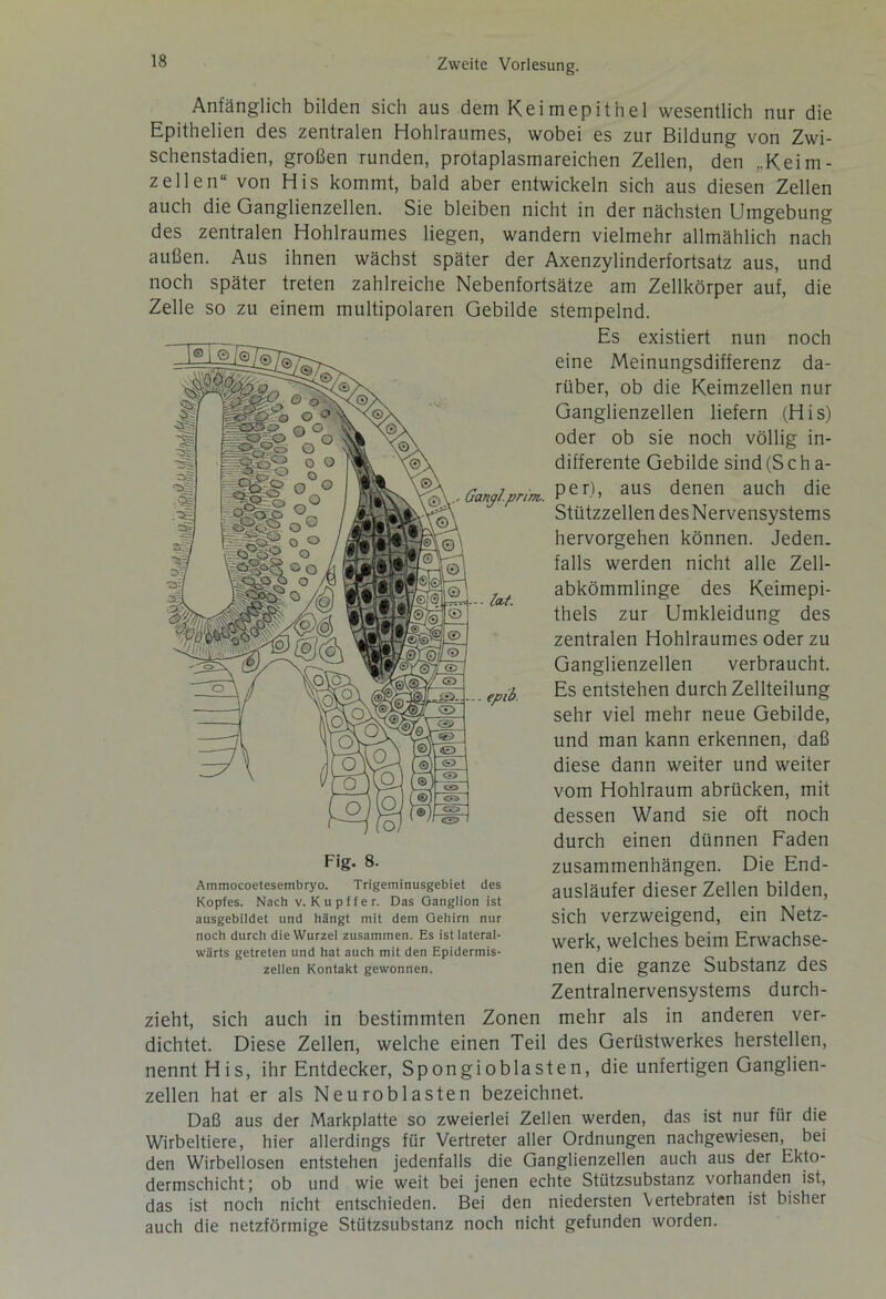 Anfänglich bilden sich aus dem Keimepithel wesentlich nur die Epithelien des zentralen Hohlraumes, wobei es zur Bildung von Zwi- schenstadien, großen runden, protaplasmareichen Zellen, den „Keim- zellen“ von His kommt, bald aber entwickeln sich aus diesen Zellen auch die Ganglienzellen. Sie bleiben nicht in der nächsten Umgebung des zentralen Hohlraumes liegen, wandern vielmehr allmählich nach außen. Aus ihnen wächst später der Axenzylinderfortsatz aus, und noch später treten zahlreiche Nebenfortsätze am Zellkörper auf, die Zelle so zu einem multipolaren Gebilde stempelnd. Es existiert nun noch eine Meinungsdifferenz da- rüber, ob die Keimzellen nur Ganglienzellen liefern (His) oder ob sie noch völlig in- differente Gebilde sind (S c h a- per), aus denen auch die Stützzellen desNervensystems hervorgehen können. Jeden- falls werden nicht alle Zell- abkömmlinge des Keimepi- thels zur Umkleidung des zentralen Hohlraumes oder zu Ganglienzellen verbraucht. Es entstehen durch Zellteilung sehr viel mehr neue Gebilde, und man kann erkennen, daß diese dann weiter und weiter vom Hohlraum abrücken, mit dessen Wand sie oft noch durch einen dünnen Faden Zusammenhängen. Die End- ausläufer dieser Zellen bilden, sich verzweigend, ein Netz- werk, welches beim Erwachse- nen die ganze Substanz des Zentralnervensystems durch- zieht, sich auch in bestimmten Zonen mehr als in anderen ver- dichtet. Diese Zellen, welche einen Teil des Gerüstwerkes herstellen, nennt His, ihr Entdecker, Spongioblasten, die unfertigen Ganglien- zellen hat er als Neuroblasten bezeichnet. Fig. 8. Ammocoetesembryo. Trigeminusgebiet des Kopfes. Nach v. Kupffer. Das Ganglion ist ausgebildet und hängt mit dem Gehirn nur noch durch die Wurzel zusammen. Es ist lateral- wärts getreten und hat auch mit den Epidermis- zeilen Kontakt gewonnen. Daß aus der Markplatte so zweierlei Zellen werden, das ist nur für die Wirbeltiere, hier allerdings für Vertreter aller Ordnungen nachgewiesen, bei den Wirbellosen entstehen jedenfalls die Ganglienzellen auch aus der Ekto- dermschicht; ob und wie weit bei jenen echte Stützsubstanz vorhanden ist, das ist noch nicht entschieden. Bei den niedersten Vertebraten ist bisher auch die netzförmige Stützsubstanz noch nicht gefunden worden.