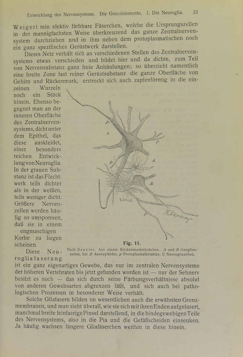 Weigert rein elektiv färbbare Fäserchen, welche die Ursprungszellen in der mannigfachsten Weise überkreuzend das ganze Zentralnerven- system durchziehen und in ihm neben dem protoplasmatischen noch ein ganz spezifisches Gerüstwerk darstellen. Dieses Netz verhält sich an verschiedenen Stellen des Zentralnerven- systems etwas verschieden und bildet hier und da dichte, zum Teil von Nervensubstanz ganz freie Anhäufungen; so überzieht namentlich eine breite Zone fast reiner Gerüstsubstanz die ganze Oberfläche von Gehirn und Rückenmark, erstreckt sich auch zapfenförmig in die ein- Fig. 11. Nach Ranvier. Aus einem Rückenmarkstiickchen. A und B Ganglien- zellen, bei D Axenzylinder, p Protoplasmafortsätze, C Neurogliazellen. ist ein ganz eigenartiges Gewebe, das nur im zentralen Nervensysteme der höheren Vertebraten bis jetzt gefunden worden ist — nur der Sehnerv besitzt es noch — das sich durch seine Färbungsverhältnisse absolut von anderen Gewebsarten abgrenzen läßt, und sich auch bei patho- logischen Prozessen in besonderer Weise verhält. Solche Gliafasern bilden im wesentlichen auch die erwähnten Grenz- membranen, und man sieht überall, wie sie sich mit ihrenEnden aufgefasert, manchmal breite feinfasrigePinsel darstellend, in diebindegewebigenTeile des Nervensystems, also in die Pia und die Gefäßscheiden einsenken. Ja häufig wachsen längere Gliafäserchen weithin in diese hinein. zelnen Wurzeln noch ein Stück hinein. Ebenso be- gegnet man an der inneren Oberfläche des Zentralnerven- systems, dichtunter dem Epithel, das diese auskleidet, einer besonders reichen Entwick- lungvonNeuroglia. In der grauen Sub- stanz ist das Flecht- werk teils dichter als in der weißen, teils weniger dicht. Größere Nerven- zellen werden häu- fig so umsponnen, daß sie in einem engmaschigen Korbe zu liegen scheinen. Diese Neu- roglia fa serung