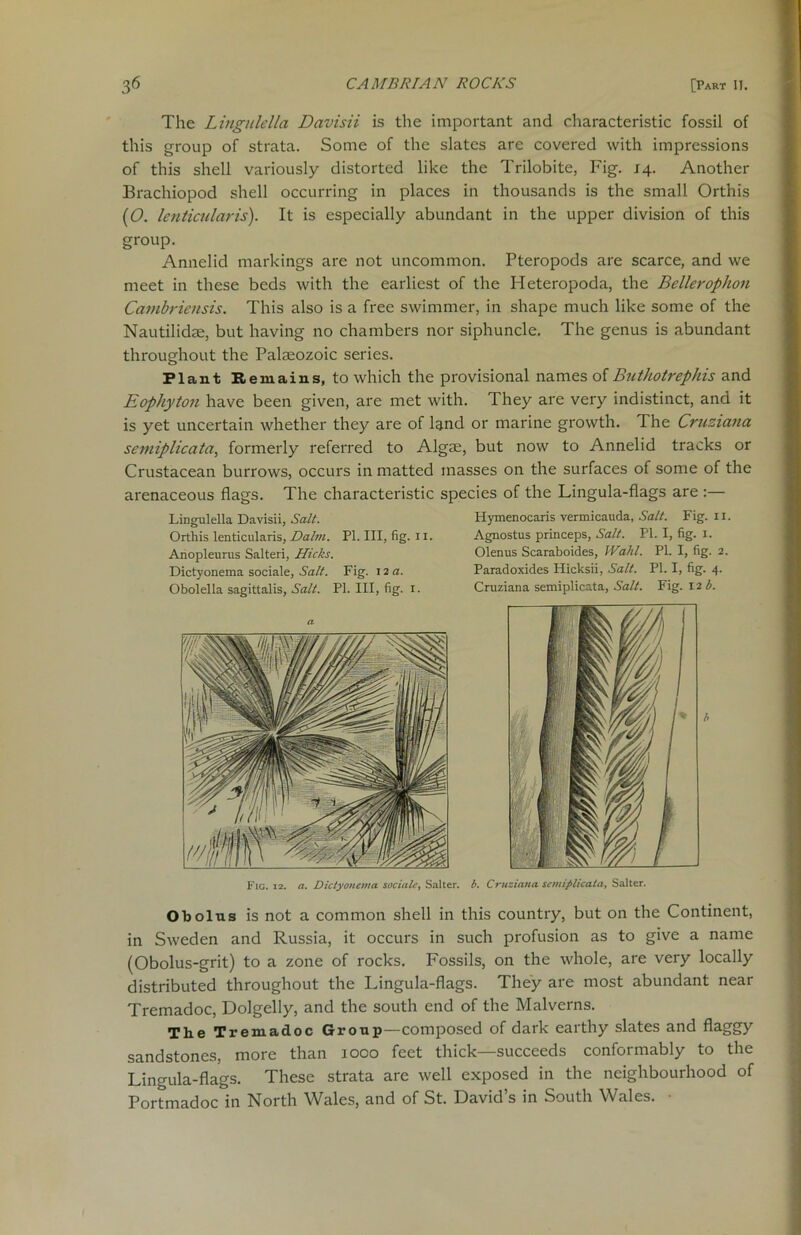 The Lingitlella Davisii is the important and characteristic fossil of this group of strata. Some of the slates are covered with impressions of this shell variously distorted like the Trilobite, Fig. 14. Another Brachiopod shell occurring in places in thousands is the small Orthis (O. lenticular is). It is especially abundant in the upper division of this group. Annelid markings are not uncommon. Pteropods are scarce, and we meet in these beds with the earliest of the Heteropoda, the Bellerophon Cambriensis. This also is a free swimmer, in shape much like some of the Nautilidm, but having no chambers nor siphuncle. The genus is abundant throughout the Palaeozoic series. Plant Remains, to which the provisional names of Buthotrephis and Eophyton have been given, are met with. They are very indistinct, and it is yet uncertain whether they are of land or marine growth. The Cruziana semiplicata, formerly referred to Algae, but now to Annelid tracks or Crustacean burrows, occurs in matted masses on the surfaces of some of the arenaceous flags. The characteristic species of the Lingula-flags are :— Lingulella Davisii, Salt. Orthis lenticularis, Dalm. PI. Ill, fig. n. Anopleurus Salteri, Hicks. Dictyonema sociale, Salt. Fig. 12 a. Obolella sagittalis, Salt. PI. Ill, fig. 1. Hymenocaris vermicauda, Salt. Fig. 11 Agnostus princeps, Salt. PI. I, fig. 1. Olenus Scaraboides, Wahl. PI. I, fig. 2. Paradoxides Hicksii, Salt. PI. I, fig. 4. Cruziana semiplicata, Salt. Fig. 12 b. Fig. 12. a. Dictyonema sociale, Salter, b. Cruziana semiplicata, Salter. Obolus is not a common shell in this country, but on the Continent, in Sweden and Russia, it occurs in such profusion as to give a name (Obolus-grit) to a zone of rocks. Fossils, on the whole, are very locally distributed throughout the Lingula-flags. They are most abundant near Tremadoc, Dolgelly, and the south end of the Malverns. The Tremadoc Group—composed of dark earthy slates and flaggy sandstones, more than 1000 feet thick—succeeds conformably to the Lingula-flags. These strata arc well exposed in the neighbourhood of Portmadoc in North Wales, and of St. David’s in South Wales. •