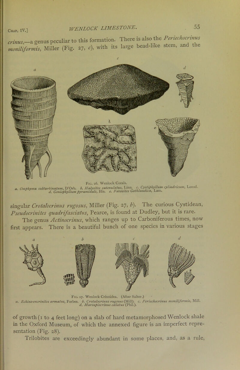 WEN LOCK LIMESTONE. criuus,—a genus peculiar to moniliformis, Miller (Fig. this formation. There is also the Periechocrinus 27, c), with its large bead-like stem, and the Fig. 26. Wenlock Corals. a. Omphyma subturbiuatum, D'Orb. b. Halysitcs catenulatus, Linn. c. Cystiphyllum cylittdricum, Lonsd. d. Goniophyllum pyramidale, His. e. Favosites Got/ilandica, Lam. singular Crotalocrinus rugosus, Miller (Fig. 27, b). The curious Cystidean, Pseudocrinites quadrifasciatas, Pearce, is found at Dudley, but it is rare. The genus Actinocrinus, which ranges up to Carboniferous times, now first appears. There is a beautiful bunch of one species in various stages b c Fig. 27. Wenlock Crinoidea. (After Salter.) a. Echino-encrinites atvnatus, Forbes, b. Crotalocrinus rugosus (Mill), c. Periechocrinus moniliformis.) Mill. d. Marsupiocrinus ccclatus (Phil.). of growth (1 to 4 feet long) on a slab of hard metamorphosed Wenlock shale in the Oxford Museum, of which the annexed figure is an imperfect repre- sentation (Fig. 28). Trilobites are exceedingly abundant in some places, and, as a rule,