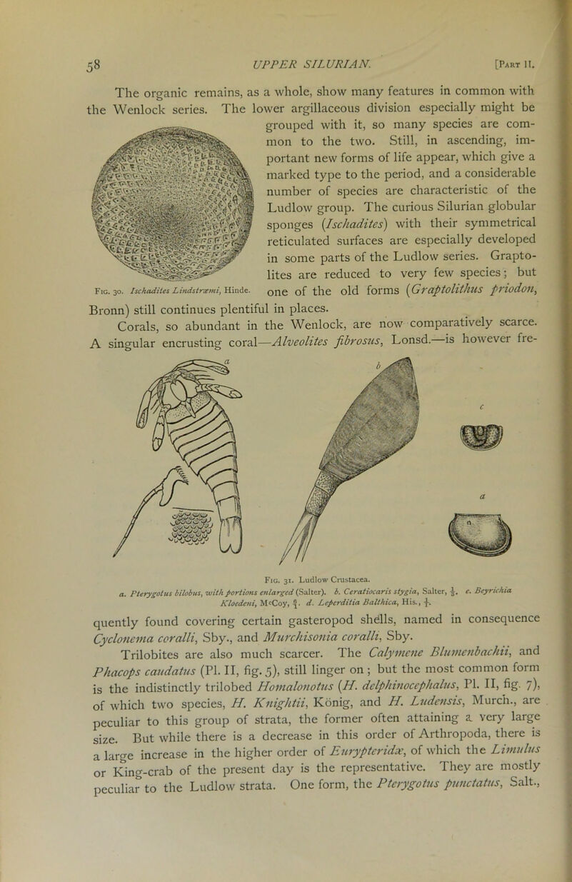 The organic remains, as a whole, show many features in common with the Wenlock series. The lower argillaceous division especially might be grouped with it, so many species are com- mon to the two. Still, in ascending, im- portant new forms of life appear, which give a marked type to the period, and a considerable number of species are characteristic of the Ludlow group. The curious Silurian globular sponges (Ischadites) with their symmetrical reticulated surfaces are especially developed in some parts of the Ludlow series. Grapto- lites are reduced to very few species; but Fig. 30. Ischadites Lindstriemi, Hin.dc. one of the old foi'IHS ( Cil'(}pt0litIlHS pVlodoil, Bronn) still continues plentiful in places. Corals, so abundant in the Wenlock, are now comparatively scarce. A singular encrusting coral—Alveolites fibrosus, Lonsd. is however fie- Fig. 31. Ludlow Crustacea. a. Fterygotus kilobits, with portions enlarged (Salter), b. Ceratiocaris stygia, Salter, -J. c. Bcyrichia Kloedeni, Mr Coy, ■}. d. Lepcrditia Balthica., His., -f. quently found covering certain gasteropod shdlls, named in consequence Cyclonema coralli, Sby., and Murchisonia coralh, Sby. Trilobites are also much scarcer. The Calymene Bluinenbachn, and Pluicops caudatus (PI. II, fig. 5), still linger on ; but the most common form is the indistinctly trilobed Hornalonotus (H. dclplnnoccphalus, PI. II, fig. /), of which two species, H. Knightii, Konig, and H. Ludensis, Murch., are peculiar to this group of strata, the former often attaining a very large size. But while there is a decrease in this order of Arthropoda, there is a large increase in the higher order of Euryptcridx, of which the Limulus or King-crab of the present day is the representative. They are mostly peculiar to the Ludlow strata. One form, the Pterygotus punctatus, Salt.,