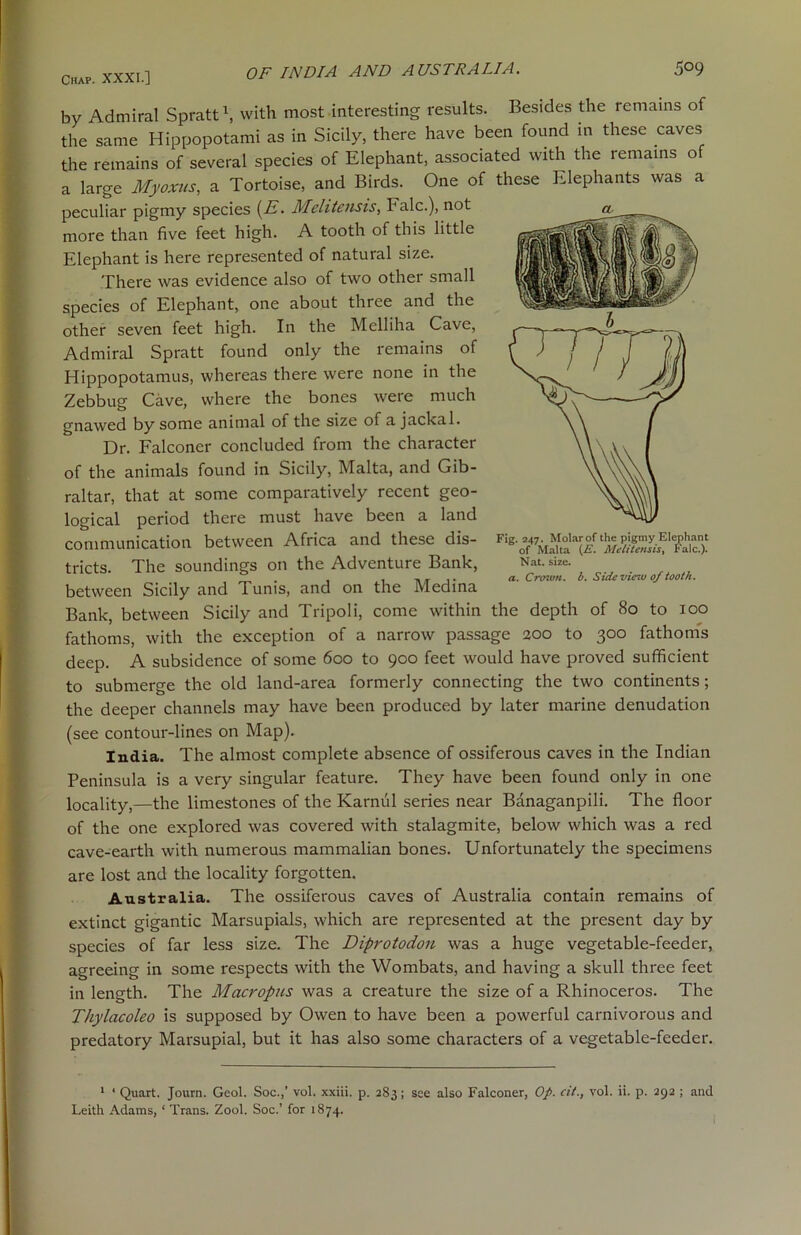 OF INDIA AND AUSTRALIA. 5°9 by Admiral Spratt1, with most interesting results. Besides the remains of the same Hippopotami as in Sicily, there have been found in these caves the remains of several species of Elephant, associated with the remains of a large Myoxus, a Tortoise, and Birds. One of these Elephants was a peculiar pigmy species (E. Melitensis, Falc.), not more than five feet high. A tooth of this little Elephant is here represented of natural size. There was evidence also of two other small species of Elephant, one about three and the other seven feet high. In the Melliha Cave, Admiral Spratt found only the remains of Hippopotamus, whereas there were none in the Zebbug Cave, where the bones were much gnawed by some animal of the size of a jackal. Dr. Falconer concluded from the character of the animals found in Sicily, Malta, and Gib- raltar, that at some comparatively recent geo- logical period there must have been a land communication between Africa and these dis- tricts. The soundings on the Adventure Bank, between Sicily and Tunis, and on the Medina Bank, between Sicily and Tripoli, come within the depth of 80 to ioo fathoms, with the exception of a narrow passage 200 to 300 fathoms deep. A subsidence of some 600 to 900 feet would have proved sufficient to submerge the old land-area formerly connecting the two continents; the deeper channels may have been produced by later marine denudation Fig. 247. Molar of the pigmy Elephant of Malta Melitensis, Falc.). Nat. size. a. Crown, b. Side vie^u of tooth. (see contour-lines on Map). India. The almost complete absence of ossiferous caves in the Indian Peninsula is a very singular feature. They have been found only in one locality,—the limestones of the Karnul series near Banaganpili. The floor of the one explored was covered with stalagmite, below which was a red cave-earth with numerous mammalian bones. Unfortunately the specimens are lost and the locality forgotten. Australia. The ossiferous caves of Australia contain remains of extinct gigantic Marsupials, which are represented at the present day by species of far less size. The Diprotodon was a huge vegetable-feeder, agreeing in some respects with the Wombats, and having a skull three feet in length. The Macropus was a creature the size of a Rhinoceros. The Thylacoleo is supposed by Owen to have been a powerful carnivorous and predatory Marsupial, but it has also some characters of a vegetable-feeder. 1 ‘ Quart. Journ. Geol. Soc.,’ vol. xxiii. p. 283; see also Falconer, Op. cit., vol. ii. p. 292 ; and