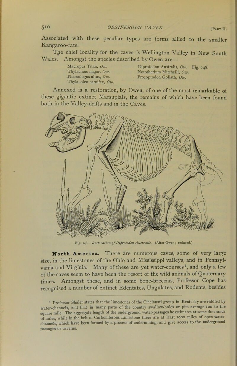 Associated with these peculiar types are forms allied to the smaller Kangaroo-rats. Tfce chief locality for the caves is Wellington Valley in New South Wales. Amongst the species described by Owen are— Macropus Titan, Ow. Diprotodon Australis, Ow. Fig. 248. Thylacinus major, Ow. Nototherium Mitchelli, Ow. Phascologus altus, Ow. Procoptodon Goliath, Ow. Thylacoleo camifex, Ow. Annexed is a restoration, by Owen, of one of the most remarkable of these gigantic extinct Marsupials, the remains of which have been found both in the Valley-drifts and in the Caves. North America. There are numerous caves, some of very large size, in the limestones of the Ohio and Mississippi valleys, and in Pennsyl- vania and Virginia. Many of these are yet water-courses \ and only a few of the caves seem to have been the resort of the wild animals of Quaternary times. Amongst these, and in some bone-breccias, Professor Cope has recognised a number of extinct Edentates, Ungulates, and Rodents, besides 1 Professor Shaler states that the limestones of the Cincinnati group in Kentucky are riddled by water-channels, and that in many parts of the country swallow-holes or pits average 100 to the square mile. The aggregate length of the underground water-passages he estimates at some thousands of miles, while in the belt of Carboniferous Limestone there are at least 1000 miles of open water- channels, which have been formed by a process of undermining, and give access to the underground passages or caverns.