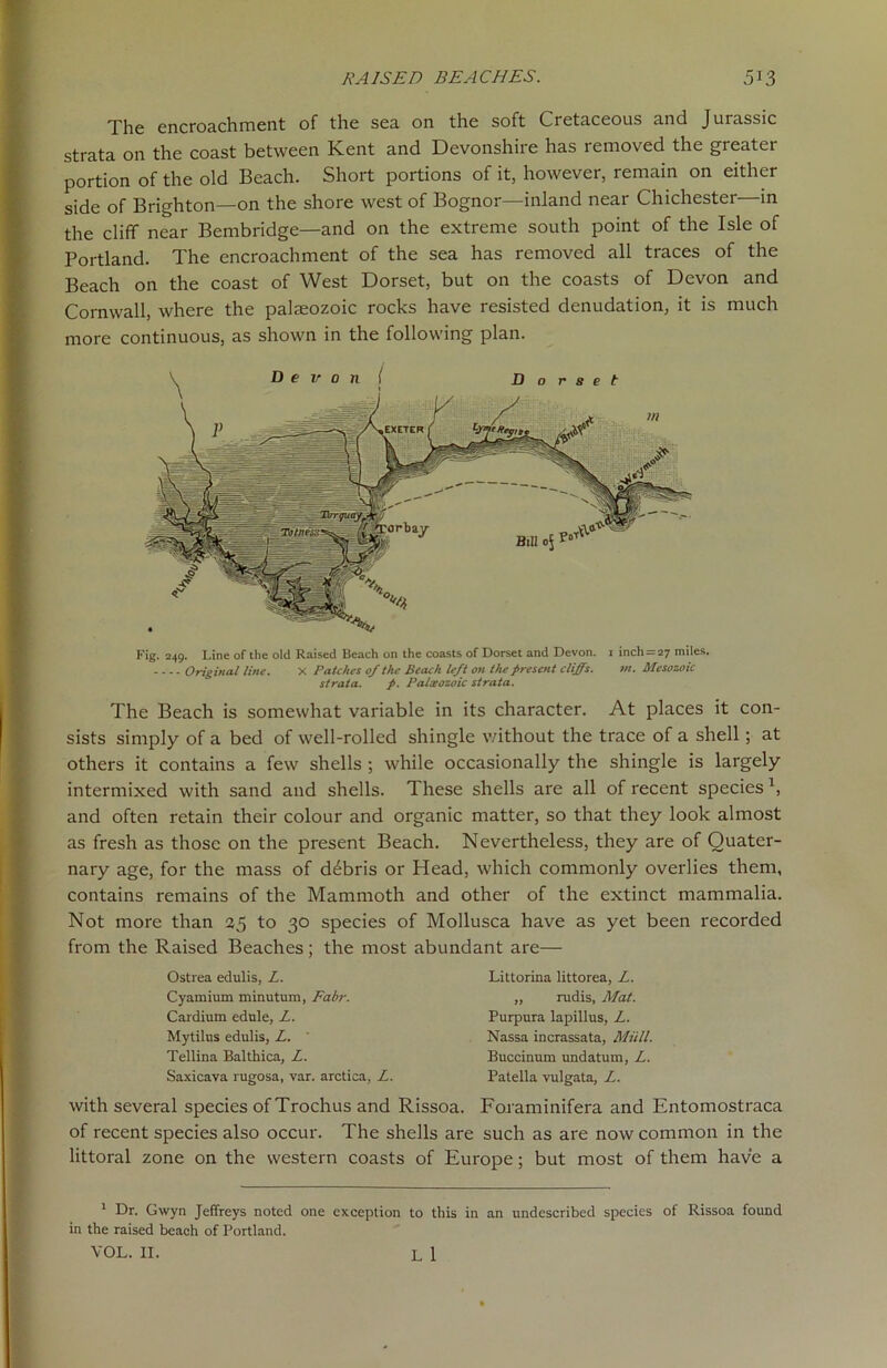 The encroachment of the sea on the soft Cretaceous and Jurassic strata on the coast between Kent and Devonshire has removed the greater portion of the old Beach. Short portions of it, however, remain on either side of Brighton—on the shore west of Bognor—inland near Chichester in the cliff near Bembridge—and on the extreme south point of the Isle of Portland. The encroachment of the sea has removed all traces of the Beach on the coast of West Dorset, but on the coasts of Devon and Cornwall, where the palreozoic rocks have resisted denudation, it is much more continuous, as shown in the following plan. D e v 0 n \ Dorset Fig. 249. Line of the old Raised Beach on the coasts of Dorset and Devon. 1 inch = 27 miles. Original line. X Patches of the Beach left on the present cliffs. m. Mesozoic strata. p. Palaeozoic strata. The Beach is somewhat variable in its character. At places it con- sists simply of a bed of well-rolled shingle without the trace of a shell; at others it contains a few shells ; while occasionally the shingle is largely intermixed with sand and shells. These shells are all of recent species \ and often retain their colour and organic matter, so that they look almost as fresh as those on the present Beach. Nevertheless, they are of Quater- nary age, for the mass of debris or Head, which commonly overlies them, contains remains of the Mammoth and other of the extinct mammalia. Not more than 25 to 30 species of Mollusca have as yet been recorded from the Raised Beaches; the most abundant are— Ostrea edulis, Z. Cyamium minutum, Fair. Cardium edule, Z. Mytilus edulis, Z. Tellina Balthica, Z. Saxicava rugosa, var. arctica, Z. Littorina littorea, Z. „ rudis, Mat. Purpura lapillus, Z. Nassa incrassata, Mull. Buccinum undatum, Z. Patella vulgata, Z. with several species of Trochus and Rissoa. Foraminifera and Entomostraca of recent species also occur. The shells are such as are now common in the littoral zone on the western coasts of Europe; but most of them have a 1 Dr. Gwyn Jeffreys noted one exception to this in an undescribed species of Rissoa found in the raised beach of Portland.