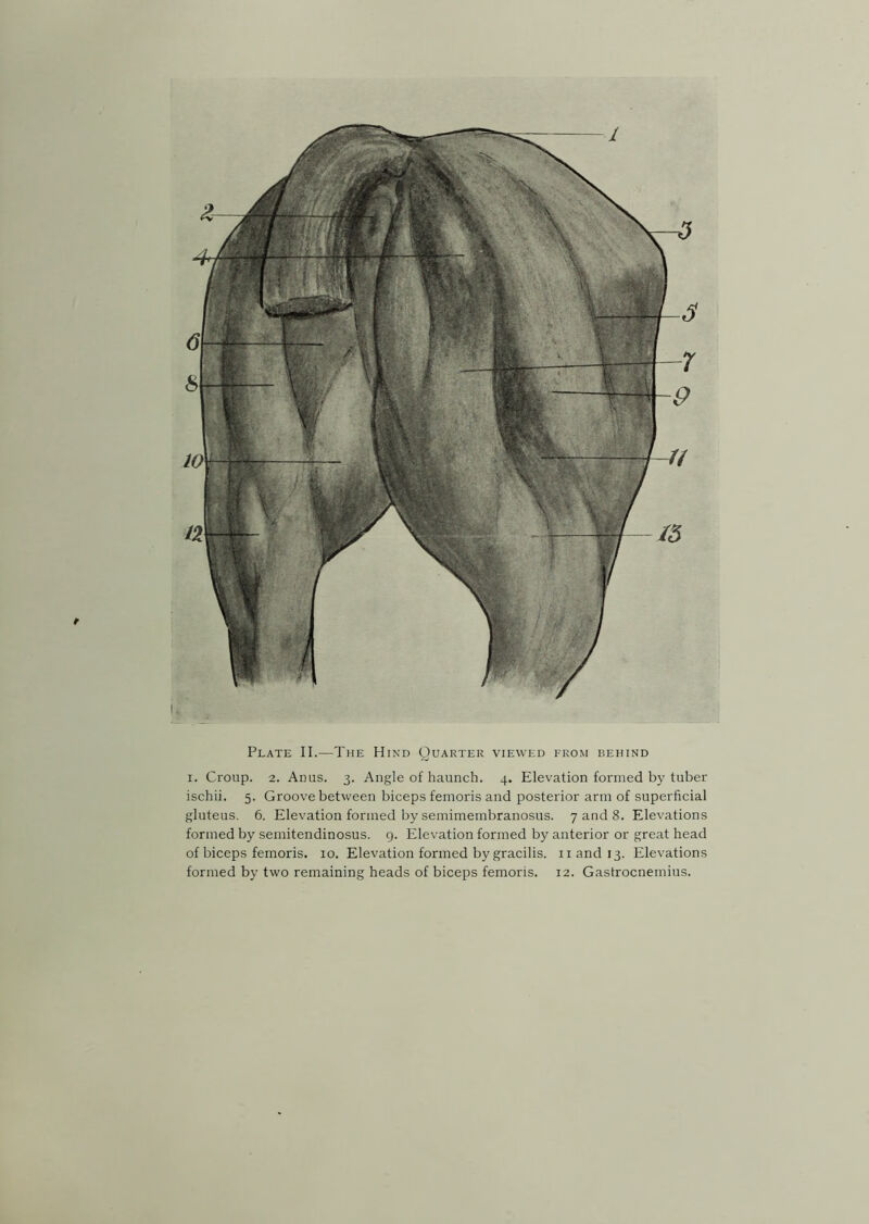 -1 Plate II.—The Hind Quarter viewed from behind i. Croup. 2. Ad us. 3. Angle of haunch. 4. Elevation formed by tuber ischii. 5. Groove between biceps femoris and posterior arm of superficial gluteus. 6. Elevation formed by semimembranosus. 7 and 8. Elevations formed by semitendinosus. g. Elevation formed by anterior or great head of biceps femoris. 10. Elevation formed by gracilis. nandi3. Elevations formed by two remaining heads of biceps femoris. 12. Gastrocnemius.