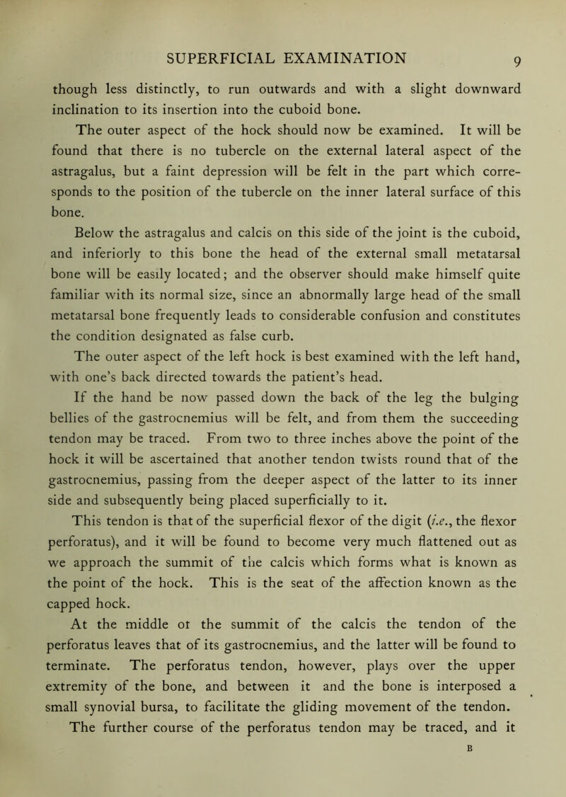 though less distinctly, to run outwards and with a slight downward inclination to its insertion into the cuboid bone. The outer aspect of the hock should now be examined. It will be found that there is no tubercle on the external lateral aspect of the astragalus, but a faint depression will be felt in the part which corre- sponds to the position of the tubercle on the inner lateral surface of this bone. Below the astragalus and calcis on this side of the joint is the cuboid, and inferiorly to this bone the head of the external small metatarsal bone will be easily located; and the observer should make himself quite familiar with its normal size, since an abnormally large head of the small metatarsal bone frequently leads to considerable confusion and constitutes the condition designated as false curb. The outer aspect of the left hock is best examined with the left hand, with one’s back directed towards the patient’s head. If the hand be now passed down the back of the leg the bulging bellies of the gastrocnemius will be felt, and from them the succeeding tendon may be traced. From two to three inches above the point of the hock it will be ascertained that another tendon twists round that of the gastrocnemius, passing from the deeper aspect of the latter to its inner side and subsequently being placed superficially to it. This tendon is that of the superficial flexor of the digit (i.e., the flexor perforatus), and it will be found to become very much flattened out as we approach the summit of the calcis which forms what is known as the point of the hock. This is the seat of the affection known as the capped hock. At the middle ot the summit of the calcis the tendon of the perforatus leaves that of its gastrocnemius, and the latter will be found to terminate. The perforatus tendon, however, plays over the upper extremity of the bone, and between it and the bone is interposed a small synovial bursa, to facilitate the gliding movement of the tendon. The further course of the perforatus tendon may be traced, and it