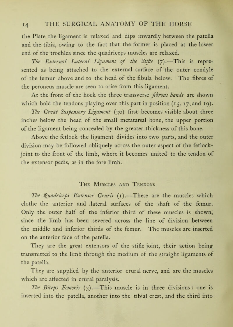 H the Plate the ligament is relaxed and dips inwardly between the patella and the tibia, owing to the fact that the former is placed at the lower end of the trochlea since the quadriceps muscles are relaxed. The External Lateral Ligament of the Stifle (7).—This is repre- sented as being attached to the external surface of the outer condyle of the femur above and to the head of the fibula below. The fibres of the peroneus muscle are seen to arise from this ligament. At the front of the hock the three transverse fibrous bands are shown which hold the tendons playing over this part in position (15, 17, and 19). The Great Suspensory Ligament (30) first becomes visible about three inches below the head of the small metatarsal bone, the upper portion of the ligament being concealed by the greater thickness of this bone. Above the fetlock the ligament divides into two parts, and the outer division may be followed obliquely across the outer aspect of the fetlock- joint to the front of the limb, where it becomes united to the tendon of the extensor pedis, as in the fore limb. The Muscles and Tendons The Quadriceps Extensor Cruris (1).—These are the muscles which clothe the anterior and lateral surfaces of the shaft of the femur. Only the outer half of the inferior third of these muscles is shown, since the limb has been severed across the line of division between the middle and inferior thirds of the femur. The muscles are inserted on the anterior face of the patella. They are the great extensors of the stifle joint, their action being transmitted to the limb through the medium of the straight ligaments of the patella. They are supplied by the anterior crural nerve, and are the muscles which are affected in crural paralysis. The Biceps Femoris (3).—This muscle is in three divisions : one is inserted into the patella, another into the tibial crest, and the third into