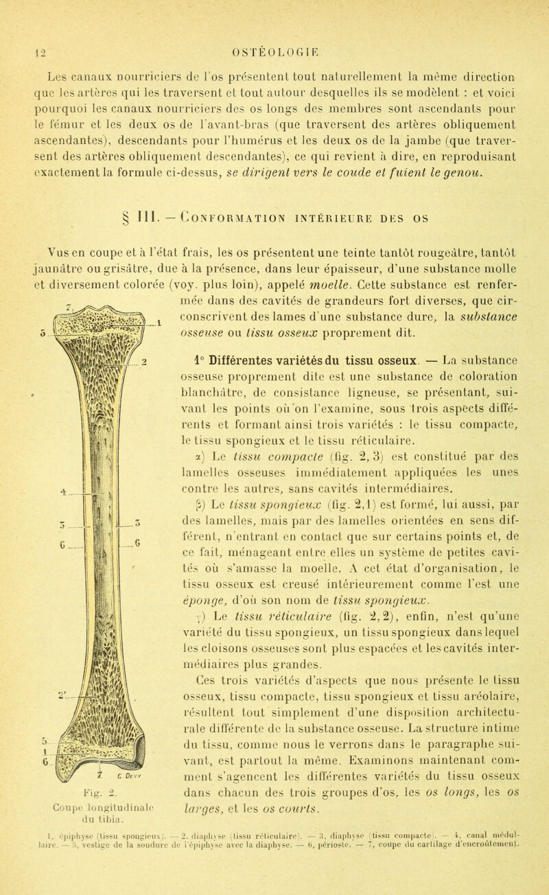 Les canaux nourriciers de l'os présentent tout naturellement la meme direction que les artères qui les traversent et tout autour desquelles ils se modèlent : et voici pourquoi les canaux nourriciers des os longs des membres sont ascendants pour le fémur et les deux os de l’avant-bras (que traversent des artères obliquement ascendantes), descendants pour rhumérus et les deux os de la jambe (que traver- sent des artères obliquement descendantes), ce qui revient à dire, en reproduisant exactement la formule ci-dessus, se dirigent uers le coude et fuient le genou. § III. — Conformation intérieure des os Vus en coupe et à l’état frais, les os présentent une teinte tantôt rougeâtre, tantôt jaunâtre ou grisâtre, due à la présence, dans leur épaisseur, d’une substance molle et diversement colorée (voy. plus loin), appelé moelle. Cette substance est renfer- mée dans des cavités de grandeurs fort diverses, que cir- conscrivent des lames d’une substance dure, la substance osseuse ou tissu osseux proprement dit. 1° Différentes variétés du tissu osseux. — La substance osseuse proprement dite est une substance de coloration blanchâtre, de consistance ligneuse, se présentant, sui- vant les points où'on l’examine, sous trois aspects diffé- rents et formant ainsi trois variétés : le tissu compacte, le tissu spongieux et le tissu réticulaire. a) Le tissic compacte (fig. 2,3) est constitué par des lamelles osseuses immédiatement appliquées les unes contre les autres, sans cavités intermédiaires. [î) Le tissu spongieux (lig. 2,1) est formé, lui aussi, par des lamelles, mais par des lamelles orientées en sens dif- férent, n’entrant en contact que sur certains points et, de ce fait, ménageant entre elles un système de petites cavi- tés où s’amasse la moelle. A cet état d’organisation, le tissu osseux est creusé intérieurement comme l’est une éponge, d’où son nom de tissu spongieux. y) Le tissu réticulaire (fig. 2,2), enfin, n’est qu’une variété du tissu spongieux, un tissu spongieux dans lequel les cloisons osseuses sont plus espacées et les cavités inter- médiaires plus grandes. Ces trois variétés d’aspects que nous présente le tissu osseux, tissu compacte, tissu spongieux et tissu aréolaire, résultent tout simplement d’une disposition architectu- rale différente de la substance osseuse. La structure intime du tissu, comme nous le verrons dans le paragraphe sui- vant, est partout la même. Examinons maintenant com- ment s’agencent les différentes variétés du tissu osseux dans chacun des trois groupes d’os, les os longs, les os larges, et les os courts. T Fig. 2. Coupe longitudinale du tibia. 1, épiphyse (lissu spongieux). — 2. diai)liyse (tissu réticulaire). — 3. diaphyse laire. — .5, vestige de la soudure de l'épiphyse avec la diaphyse. — 6, périoste. — ilissu compacte). — 4, canal médul- 7, coupe du cartilage d’encroûtement.