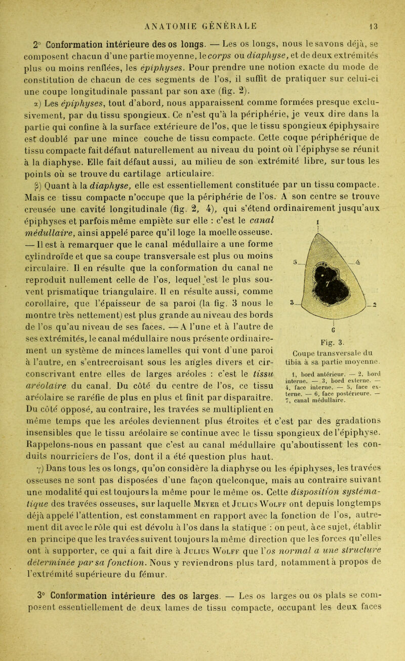 2° Conformation intérieure des os longs. — Les os longs, nous le savons déjà, se composent chacun d’une partie moyenne, \q corps ou diaphyse, et de deux extrémités plus ou moins renflées, les épiphyses. Pour prendre une notion exacte du mode de constitution de chacun de ces segments de l’os, il suffit de pratiquer sur celui-ci une coupe longitudinale passant par son axe (fîg. 2). a) Les épiphyses, tout d’abord, nous apparaissent comme formées presque exclu- sivement, par du tissu spongieux. Ce n’est qu’à la périphérie, je veux dire dans la partie qui confine à la surface extérieure de l’os, que le tissu spongieux épiphysaire est doublé par une mince couche de tissu compacte. Cette coque périphérique de tissu compacte fait défaut naturellement au niveau du point où l’épiphyse se réunit à la diaphyse. Elle fait défaut aussi, au milieu de son extrémité libre, sur tous les points où se trouve du cartilage articulaire. [3) Quant à la diaphyse, elle est essentiellement constituée par un tissu compacte. Mais ce tissu compacte n’occupe que la périphérie de l’os. A son centre se trouve creusée une cavité longitudinale (fig. 2, 4), qui s’étend ordinairement jusqu’aux épiphyses et parfois même empiète sur elle : c’est le canal médullaire, ainsi appelé parce qu’il loge la moelle osseuse. — Il est à remarquer que le canal médullaire a une forme aylindroi'de et que sa coupe transversale est plus ou moins circulaire. Il en résulte que la conformation du canal ne reproduit nullement celle de l’os, lequel ‘est le plus sou- A^ent prismatique triangulaire. Il en résulte aussi, comme corollaire, que l’épaisseur de sa paroi (la fig. 3 nous le montre très nettement) est plus grande au niveau des bords de l’os qu’au niveau de ses faces. —A l’une et à l’autre de ses extrémités, le canal médullaire nous présente ordinaire- ment un système de minces lamelles qui vont d’une paroi à l’autre, en s’entrecroisant sous les an'gles divers et cir- conscrivant entre elles de larges aréoles : c’est le tissu aréolaire du canal. Du côté du centre de l’os, ce tissu aréolaire se raréfie de plus en plus et finit par disparaître. Du côté opposé, au contraire, les travées se multiplient en même temps que les aréoles deviennent plus étroites et c’est par des gradations insensibles que le tissu aréolaire se continue avec le tissu spongieux de l’épiphyse. Rappelons-nous en passant que c’est au canal médullaire qu’aboutissent les con- duits nourriciers de l’os, dont il a été question plus haut. y) Dans tous les os longs, qu’on considère la diaphyse ou les épiphyses, les travées osseuses ne sont pas disposées d’une façon qüelconque, mais au contraire suivant une modalité qui est toujours la même pour le même os. Cette disposition systéma- tique des travées osseuses, sur laquelle Meyer et Julius Wolff ont depuis longtemps déjà appelé l’attention, est constamment en rapport avec la fonction de l’os, autre- ment dit avec le rôle qui est dévolu à l’os dans la statique : on peut, àce sujet, établir en principe que les travées suivent toujours la même direction que les forces qu’elles ont à supporter, ce qui a fait dire à Julius Wolff que l’os normal a une structure déterminée par sa fonction. Nous y reviendrons plus tard, notamment à propos de l’extrémité supérieure du fémur. 3° Conformation intérieure des os larges. — Les os larges ou os plats se com- posent essentiellement de deux lames de tissu compacte, o.ccupant les deux faces 1 Fig. 3. Coupe transversale du tibia à sa partie moyenne. 1, bord antérieur. — 2, bord interne. — 3, bord externe. — 4, face interne. — 5, face ex- tei'ne. — 6, face postérieure. — 7, canal médullaire.