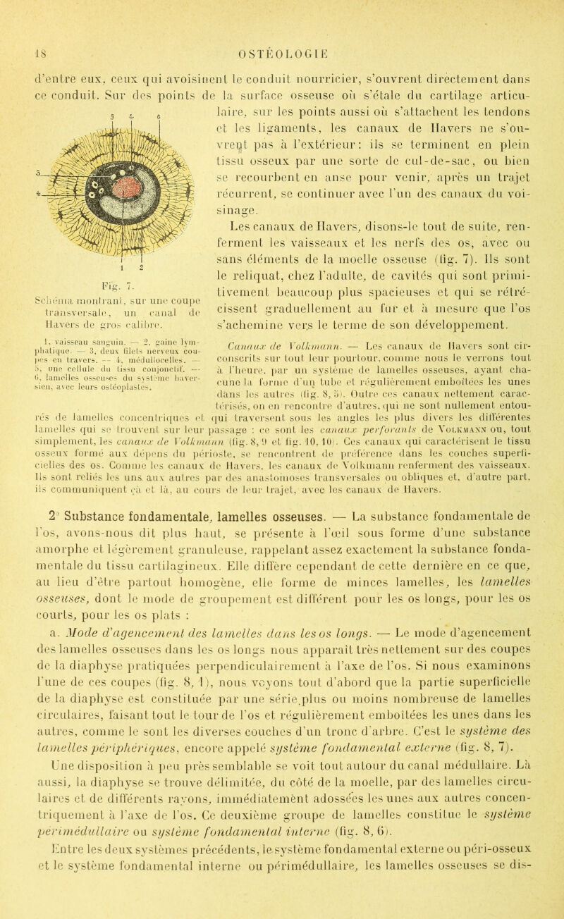 d’enlre eux, ceux qui avoisioenl le conduit nourricier, s’ouvrent directement dans ce conduit. Sur des points de la surface osseuse oii s’étale du cartilage articu- laire, sur les points aussi où s’attachent les tendons et les ligaments, les canaux de Havers ne s’ou- vrept pas à l’extérieur: ils se terminent en plein tissu osseux par une sorte de cul-de-sac, ou bien se recourbent en anse pour venir, après un trajet récurrent, se continuer avec l’un des canaux du voi- sinage. Les canaux de Havers, disons-le tout de suite, ren- ferment les vaisseaux et les nerfs des os, avec ou sans éléments de la moelle osseuse (iig. 7). Ils sont le reliquat, chez radulte, de cavités qui sont primi- tivement beaucoup plus spacieuses et qui se rétré- cissent graduellement au fur et h mesure que l’os s’achemine ver.s le terme de son développement. Fig. 7. Scliciiui moiilrant, sui' iim' coupe transvorsali', un canal de Havers de gros calibre. Canaux de ]'olkmann. — Les canauv de Havers sont cir- conscrits sur tout leur pourtour, counne nous le veri’ons tout à riieure. j)ar un système de lamelles osseuses, ayant cha- cune lii forme d'un tube et régulièrement emboîtées les unes dans les autres (Iig. 8,5). Outre ces canauv nettement carac- térisés, on en rencontre d'autres, ([ul ne sont nullement entou- qui traversent sous les angles les plus divers les différentes lamelles qui se trouvent sur leur iiassage : ce sont les canaux perforan/x de Vouv.vi.wn ou, tout simplement, les canaux de VoLkniann (lig. 8,1) et fig. 10, lUi. Ces canauv qui caractérisent le tissu osseuv formé auv dépens du périoste, se rencontrent de préférence dans les couches superli- cielles des os. Comme les canauv de Havers. les canauv de Volkmann rimferment des vaisseaux. Ils sont reliés les uns, auv autres par des anastomoses transversales ou obli(|ues et. d'autre part, ils communiquent eà et là, au cours de leur trajet, avec les canauv de Havers. 1, vaisseau sanguin. — 2. gaine lym- ])hatiquc. — 3, deux filets nerveux cou- |iés eu travers. — 4, niédullocelles. — O, une cellule du tissu conjouctiC. -— G. lamelles osseuses du ssstèmc liaver- sien, avec leurs ostéoiilastes. rés de lamelles concentricpies et 2^ Substance fondamentale, lamelles osseuses. — La substance fondamentale de l’os, avons-nous dit plus haut, se présente à l’œil sous forme d’une substance amorphe et légèrement granuleuse, rappelant assez exactement la substance fonda- mentale du tissu cartilagineux. Elle dilfère cependant de cette dernière en ce que, au lieu d’étre partout homogène, elle forme de minces lamelles, les lamelles osseuses, dont le mode de groupement est différent pour les os longs, pour les os courts, pour les os plats : a. Mode d'agencement des lamelles dans les os longs. — Le mode d’agencement des lamelles osseuses dans les os longs nous apparaît très nettement sur des coupes de la diapbyse pratiquées perpendiculairement a l’axe de l’os. Si nous examinons l’une de ces coupes (fig. 8, L), nous voyons tout d’abord que la partie superficielle de la diapbyse est constituée par une série.plus ou moins nombreuse de lamelles circulaires, faisant tout le lourde l’os et régulièrement emboîtées les unes dans les autres, comme le sont les diverses couches d’un tronc d’arbre. C’est le système des lamelles périphériques, encore appelé système fondamental externe (fig. 8, 7j. Une disposition à peu près semblable se voit tout autour du canal médullaire. La aussi, la diapbyse se trouve délimitée, du côté de la moelle, par des lamelles circu- laires et de différents rayons, immédiatemènt adossées les unes aux autres concen- triquement à l’axe de l’os. Ce deuxième groupe de lamelles constitue le système perimédullaire ou système fondamental interne (fig. 8, 6i. Entre les deux systèmes précédents, le système fondamental externe ou péri-osseux et le système fondamental interne ou périmédullaire, les lamelles osseuses se dis-