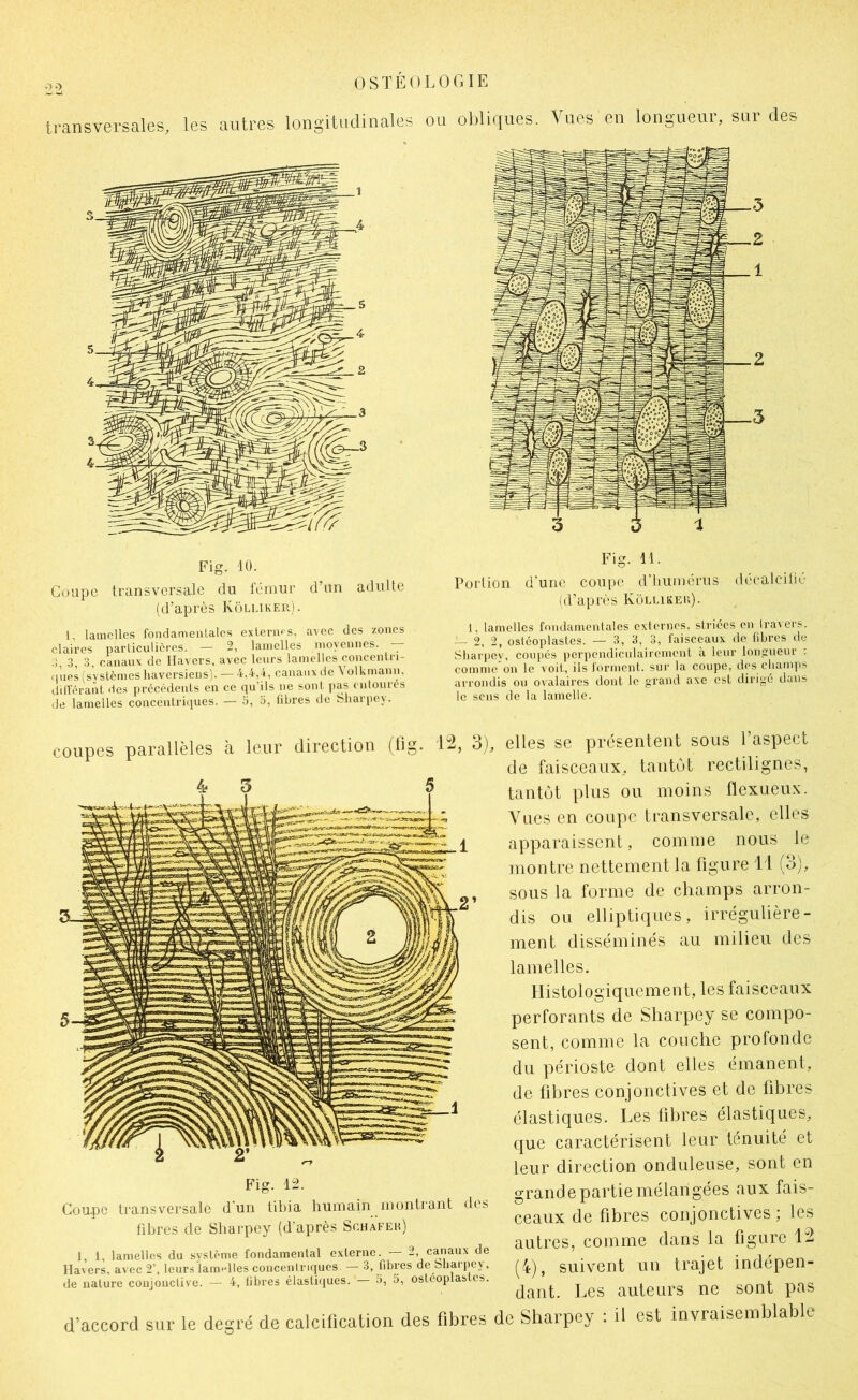 transversales. les autres longitudinales ou obliques. Vues en longueur, sur des 1, lamelles fondamenlales externes, avec des zones claires parlicuHôres. — 2, lamelles moyennes. — :l, 3, 3, canaux de Havers, avec leurs lamelles eoncentn- .j’iies (systèmes liaversiens). — 4,4,4, canaux de 4 olkmann, dillerant des précédents en ce qu’ils ne sont pas entourés de lamelles concentriques. — o, o, fibres de Sliarpey. Fig. 11. Püi'lion d'une coupe d’iiumérus (lécalciliv (d'après Küllikeu). 1, lamelles fniulamenlales externes, striées en Irai ers. — 2, 2, ostéoplastes. — 3, 3, 3, faisceaux de libres de Sliarpey, coupés jierpendiculairement à leur lonciueur : comme'on le voit, ils forment, sur la coupe, des cbamits arrondis ou ovalaires dont le grand axe est dirigé dans le sens de la lamelle. coupes parallèles à leur direction (lig. 12, 3), elles se présenlent sous l’aspect de faisceaux, tantôt rectilignes, tantôt pins ou moins flexueux. Vues en coupe transversale, elles apparaissent, comme nous le montre nettement la figure i l (o), , sous la forme de champs arron- dis ou elliptiques, irrégulière- ment disséminés au milieu des lamelles. Histologiquement, les faisceaux perforants de Sliarpey se compo- sent, comme la couche profonde du périoste dont elles émanent, de fihres conjonctives et de fibres élastiques. Les fibres élastiques, que caractérisent leur ténuité et leur direction onduleuse, sont en Fig. 12. Cou.pc transversale d un tibia humain montrant des fibres de Sliarpey (d'après Schafeh) 1, 1, lamelles du système fondamental externe. — 2 canaux de Havers, avec 2’, leurs lamelles coucenlriqucs. — 3, fibres de Sliarpey, de nature conjonctive. — 4, libres élastiques. o, 5, ostéoplastes. grande partie mélangées aux fais- ceaux de fibres conjonctives ; les autres, comme dans la figure (4), suivent un trajet indépen- dant. Les auteurs ne sont pas d’accord sur le degré de calcification des fibres do Sharpey ; il est invraisemblable