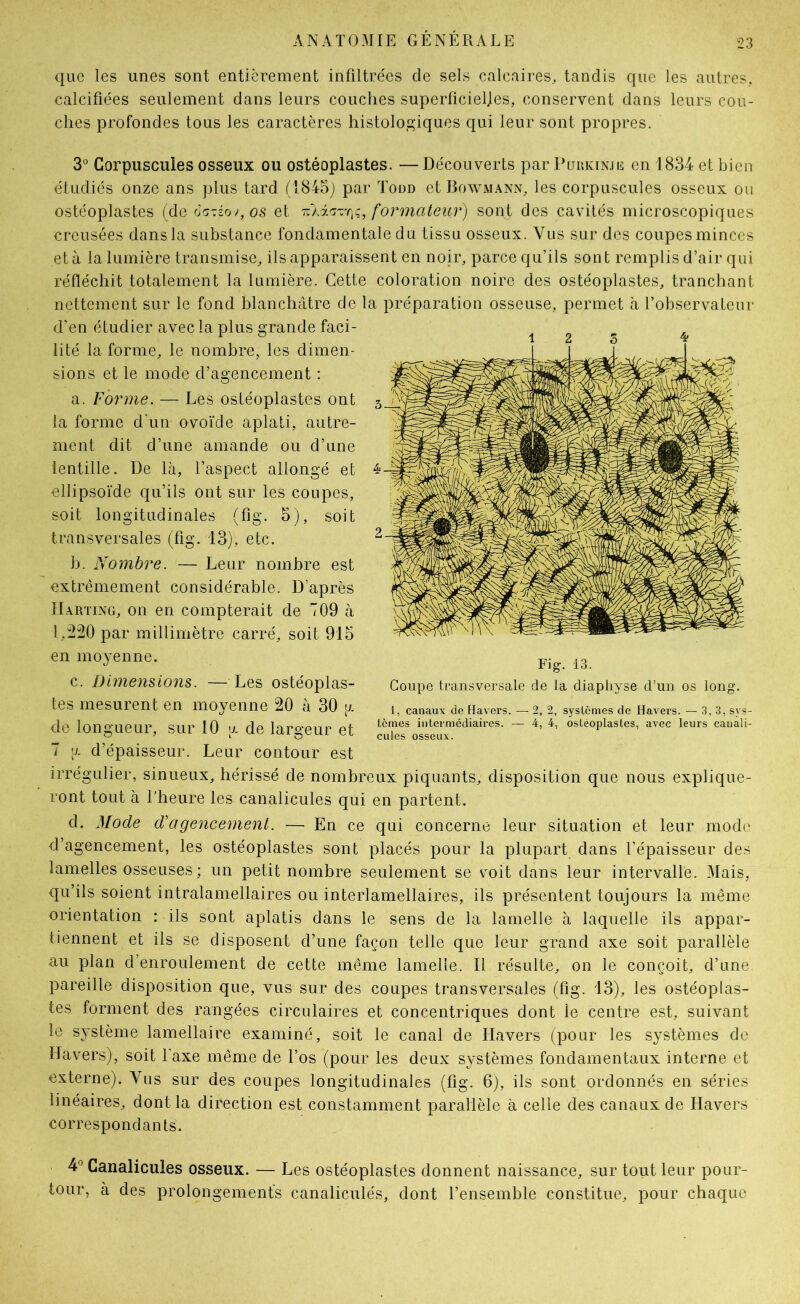 que les unes sont entièrement infiltrées de sels calcaires, tandis que les autres, calcifiées seulement dans leurs couclies superficielles, conservent dans leurs cou- ches profondes tous les caractères histologiques qui leur sont propres. 3° Corpuscules osseux ou ostéoplastes. — Découverts par PuiiKiNJii; en 1834 et bien étudiés onze ans plus tard (1845j par Todd et J3owmann, les corpuscules osseux on ostéoplastes (de et formateiü') sont des cavités microscopiques creusées dans la substance fondamentale du tissu osseux. Vus sur des coupes minces et à la lumière transmise, ils apparaissent en noir, parce qu’ils sont remplis d’air qui réfléchit totalement la lumière. Cette coloration noire des ostéoplastes, tranchant nettement sur le fond blanchâtre de la préparation osseuse, permet à l’observateur d’en étudier avec la plus grande faci- lité la forme, le nombre, les dimen- sions et le mode d’agencement ; a. Forme. — Les ostéoplastes ont la forme d'un ovoïde aplati, autre- ment dit d’une amande ou d’une lentille. De là, l’aspect allongé et ellipsoïde qu’ils ont sur les coupes, soit longitudinales (fig. 5), soit transversales (fig. 13), etc. h. Nombre. — Leur nombre est extrêmement considérable. D’après IIartixg, on en compterait de 709 à l,îi20 par millimètre carré, soit 915 en mo}'enne. c. Dimensions. —Les ostéoplas- tes mesurent en moyenne 20 à 30 a. de longueur, sur 10 a de largeur et 7 a d’épaisseur. Leur contour est irrégulier, sinueux, hérissé de nombreux piquants, disposition que nous explique- ront tout à l'heure les canalicules qui en partent. d. Mode d'agencement. — En ce qui concerne leur situation et leur mode d’agencement, les ostéoplastes sont placés pour la plupart dans l’épaisseur des lamelles osseuses ; un petit nombre seulement se voit dans leur intervalle. Mais, qu’ils soient intralamellaires ou interlamellaires, ils présentent toujours la même orientation : ils sont aplatis dans le sens de la lamelle à laquelle ils appar- tiennent et ils se disposent d’une façon telle que leur grand axe soit parallèle au plan d’enroulement de cette même lamelle. Il résulte, on le conçoit, d’une pareille disposition que, vus sur des coupes transversales (fig. 13), les ostéoplas- tes forment des rangées circulaires et concentriques dont le centre est, suivant le système lamellaire examiné, soit le canal de ITavers (pour les s3stèmes de ïlavers), soit Taxe même de l’os (pour les deux s^'stèmes fondamentaux interne et externe). Vus sur des coupes longitudinales (fig. 6), ils sont ordonnés en séries linéaires, dont la direction est constamment parallèle à celle des canaux de Havers correspondants. 4° Canalicules osseux. — Les ostéoplastes donnent naissance, sur tout leur pour- tour, à des prolongements canaliculés, dont l’ensemble constitue, pour chaque Fig. 13. Coupe transversale de la diapli^'se d’un os long. 1, canaux de tiavers. — 2, 2, systèmes de Havers. — 3,3, sys- tèmes intermédiaires. — 4, 4, ostéoplastes, avec leurs cauali- cules osseux.