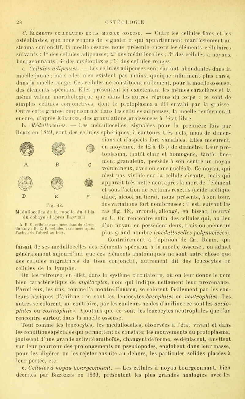 B C. Éléments cellulaires de la moelle osseuse. — Outre les cellules fixes et les ostéoblastes, que nous venons de signaler et qui appartiennent manifestement au stroma conjonctif, là moelle osseuse nous présente encore les éléments cellulaires suivants : 1° des cellules adipeuses; des médullocelles ; 3° des cellules à noyaux bourgeonnants ; ¥ des myéloplaxes ; ¥ des cellules rouges. a. Cellules adipeuses. — Les cellules adipeuses sont surtout abondantes dans la moelle jaune; mais elles n’en existent pas moins, quoique infiniment plus rares, dans la moelle rouge. Ces cellules ne constituent nullement, pour la moelle osseuse, des éléments spéciaux. Elles présentent ici exactement les mêmes caractères et la même valeur morphologique que dans les autres régions du corps : ce sont de simples cellules conjonctives, dont le protoplasma a été envahi par la graisse. Outre cette graisse emprisonnée dans les cellules adipeuses, la moelle renfermerait encore, d’après Kolliker, des granulations graisseuses à l’état libre. b. Médullocelles. — Les médullocelles, signalées pour la première fois par Robin en 1849, sont des cellules sphériques, à contours très nets, mais de dimen- sions et d’aspects fort variables. Elles mesurent, en moyenne, de 12 à 15 g de diamètre. Leur pro- toplasma, tantôt clair et homogène, tantôt fine- ment granuleux, possède à son centre un noyau volumineux, avec ou sans nucléolè. Ce noyau, qui n’est pas visible sur la cellule vivante, mais qui apparaît très nettement après la mort de l’élément et sous faction de certains réactifs (acide acétique dilué, alcool au tiers), nous présente, à son tour, des variations fort nombreuses : il est, suivant les cas (fig. 18), arrondi, allongé, en bissac, incurvé en U. On rencontre enfin des cellules qui, au lieu d’un noyau, en possèdent deux, trois ou meme un plus grand nombre {médullocelles polynucléées). Contrairement à l’opinion de Ch. Robin, qui faisait de ses médullocelles des éléments spéciaux à la moelle osseuse, on admet généralement aujourd’hui que ces éléments anatomiques ne sont autre chose que des cellules migratrices du tissu conjonctif, autrement dit des leucocytes ou cellules de la lymphe. On les retrouve, en effet, dans le système circulatoire, où on leur donne le nom bien caractéristique de myélocytes, nom qui indique nettement leur provenance. Parmi eux, les uns, comme l’a montré Ehrlich, se colorent facilement par les cou- leurs basiques d’aniline : ce sont les leucocytes basophiles ou neutrophiles. Les autres se colorent, au contraire, par les couleurs acides d’aniline : ce sont les acido- philes ou éosinophiles. Ajoutons que ce sont les leucocytes neutrophiles que l’on rencontre surtout dans la moelle osseuse. Tout comme les leucocytes, les médullocelles, observées à l’état vivant et dans les conditions spéciales qui permettent de constater les mouvements du protoplasma, jouissent d’une grande activité amiboïde, changent de forme, se déplacent, émettent sur leur pourtour des prolongements ou pseudopodes, englobent dans leur masse, pour les digérer ou les rejeter ensuite au dehors, les particules solides placées à leur portée, etc. c. Cellules à noyau bourgeonnant. — Les cellules à noyau bourgeonnant, bien décrites par Bizzozero en 1869, présentent les plus grandes analogies avec les Fig. 18. Médullocelles de la moelle du tibia du cobaye (d’après Ranvieu) A, B, C, cellules examinées dans du sérum du sang; D, E, F, cellules examinées après l’action de l’alcool au tiers.