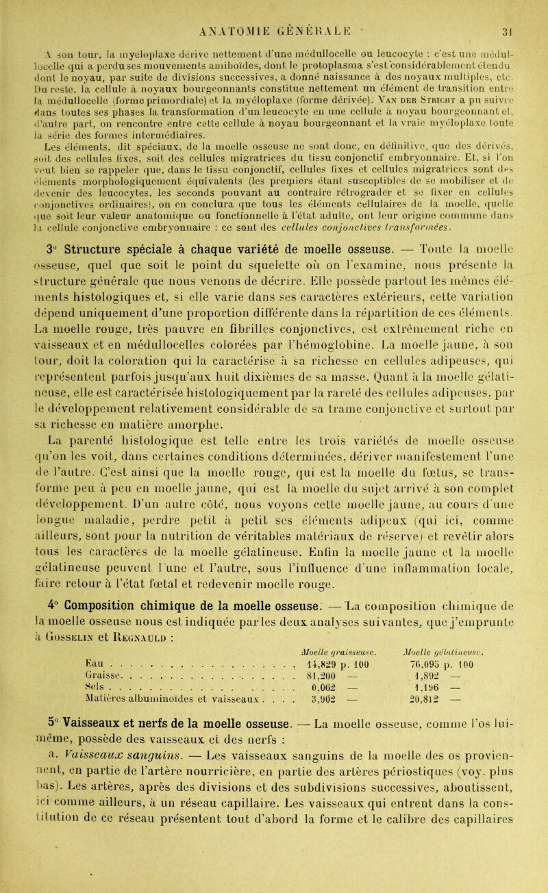 A son tour, la myelopiaxe dérive neltement d’une iiiédullocellc ou leucocyte ; c'est une nicdul- locclle qui a perdu ses mouvements amiboïdes, dont le protoplasma s’est'considérablement étendu, dont le noyau, par suite de divisions successives, a donné naissance à des noyaux multiples, etc. Du reste, la cellule à noyaux bourgeonnants constitue nettement un élément de transition entre la médullocelle (forme primordiale) et la myéloplaxe (forme dérivée). Yan der Striciit a pu suivre dans toutes ses phases la transformation d’un leucocyte en une cellule à noyau bourgeonnant et. <i’autre part, on rencontre entre cette cellule à noyau bourgeonnant et la vraie rnyélopla.xe toute la série des formes intermédiaires. Les éléments, dit spéciaux, de la moelle osseuse ne sont donc, en définitive, iiue des dérivés, soit des cellules li.xes, soit des cellules migratrices du tissu conjonctif embryonnaire. Et, si l’on vrut bien se rappeler que, dans le tissu conjonctif, cellules fixes et cellules migratrices sont (Rs éléments morphologiquement équivalents (les prerjiiers étant susceptibles de se mobiliser et de devenir des leucocytes, les seconds pouvant au contraire rétrograder et se fixer en cellules ronjonctives ordinaires), on en conclura que tous les éléments cellulaires de la moelle, quelle que soit leur valeur anatomique ou fonctionnelle à l'état adulte, ont leur origine commune dans la cellule conjonctive embryonnaire : ce sont des cellules conjonctives transformées. 3° Structure spéciale à chaque variété de moelle osseuse. — Toute la moelle osseuse, quel que soit le point du squelette où on Eexamine, nous présente la structure générale que nous venons de décrire. Elle possède partout les mêmes élé- ments histologiques et, si elle varie dans ses caractères extérieurs, cette variation dépend uniquement d’une proportion différente dans la répartition de ces éléments. La moelle rouge, très pauvre en fibrilles conjonctives, est extrêmement riche en vaisseaux et en médullocelles colorées par ITiémoglobine. La moelle jaune, à son tour, doit la coloration qui la caractérise à sa richesse en cellules adipeuses, qui représentent parfois jusqu’aux huit dixièmes de sa masse. Quant à la moelle gélati- neuse, elle est caractérisée histologiquement par la rareté des cellules adipeuses, par le développement relativement considérable de sa trame conjonctive et surtout par sa richesse en matière amorphe. La parenté histologique est telle entre les trois variétés de moelle osseuse qu’on les voit, dans certaines conditions déterminées, dériver manifestement l’une de l’autre. C’est ainsi que la moelle rouge, qui est la moelle du fœtus, se trans- forme peu à peu en moelle jaune, qui est la moelle du sujet arrivé à son complet développement. D’un autre côté, nous voyons cette moelle jaune, au cours d'une longue maladie, perdre petit à petit ses éléments adipeux (qui ici, comme ailleurs, sont pour la nutrition de véritables matériaux de réserve) et revêtir alors tous les caractères de la moelle gélatineuse. Enfin la moelle jaune et la moelle gélatineuse peuvent l'une et l’autre, sous l’influence d’une inflammation locale, faire retour à l’état fœtal et redevenir moelle rouge. 4° Composition chimique de la moelle osseuse. —La composition chimique de la moelle osseuse nous est indiquée parles deux analyses suivantes, que j’emprunte à Gosselin et Reonauld : ■Moelle graisseuse. Eau , 14,829 p. 100 Graisse 81,200 — Sels 0,062 — Matières albuminoïdes et vaisseaux .... 3,902 — Moelle fjéluliitev.se. 76.095 p. 100 1,892 — 1,196 — 20,812 — 5^ Vaisseaux et nerfs de la moelle osseuse. — La moelle osseuse, comme l’os lui- même, possède des vaisseaux et des nerfs : a. Vaisseaux sanguins. — Les vaisseaux sanguins de la moelle des os provien- nent, en partie de l’artère nourricière, en partie des artères périostiques (voy. plus bas). Les artères, après des divisions et des subdivisions successives, aboutissent, ici comme ailleurs, à un réseau capillaire. Les vaisseaux qui entrent dans la cons- lUution de ce réseau présentent tout d’abord la forme et le calibre des capillaires
