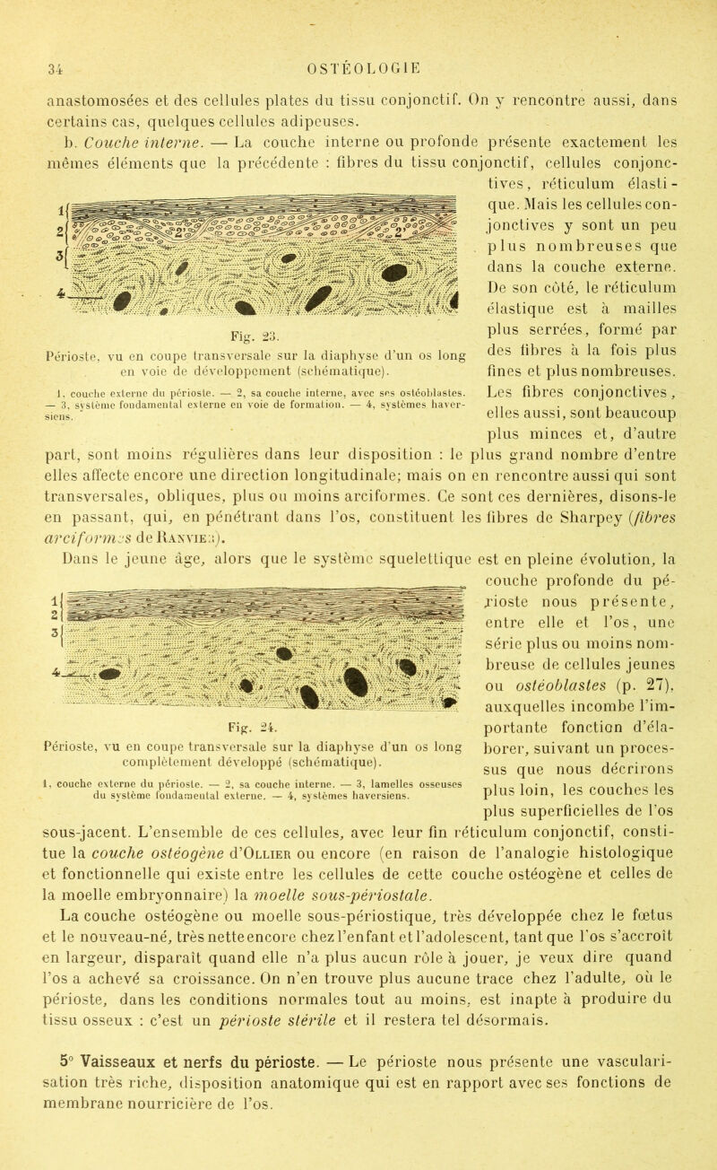 anastomosées et des cellules plates du tissu conjonctif. On y rencontre aussi, dans certains cas, quelques cellules adipeuses. b. Couche interne. — La couche interne ou profonde présente exactement les mêmes éléments que la précédente : fibres du tissu conjonctif, cellules conjonc- tives , réticulum élasti - que. Mais les cellules con- jonctives y sont un peu plus nombreuses que dans la couche externe. De son coté, le réticulum élastique est à mailles plus serrées, formé par Périoste, vu en coupe transversale sur la diaphyse d’un os long libres à la fois plus en voie de développement (schématique). fines et plus nombreuses. 1, couche e.\terne du périoste. — 2, sa couche interne, avec ses ostéoblastes. LeS flbreS COnjonctiveS , — 3, système fondamental externe en voie de formation. — 4, systèmes haver- ,, . , , siens. elles aussi, sont beaucoup plus minces et, d’autre part, sont moins régulières dans leur disposition : le plus grand nombre d’entre elles affecte encore une direction longitudinale; mais on en rencontre aussi qui sont transversales, obliques, plus ou moins arciformes. Ce sont ces dernières, disons-le en passant, qui, en pénétrant dans l’os, constituent les fibres de Sharpey arciformes de IIanvie:*.;. Dans le jeune âge, alors que le système squelettique est en pleine évolution, la couche profonde du pé- jûoste nous présente, entre elle et l’os, une série plus ou moins nom- breuse de cellules jeunes ou ostéoblastes (p. 27), auxquelles incombe l’im- portante fonction d’éla- borer, suivant un proces- sus que nous décrirons plus loin, les couches les plus superficielles de l’os sous-jacent. L’ensemble de ces cellules, avec leur fin réticulum conjonctif, consti- tue la couche ostéogène d’OcLiER ou encore (en raison de l’analogie histologique et fonctionnelle qui existe entre les cellules de cette couche ostéogène et celles de la moelle embryonnaire) la moelle sous-périostale. La couche ostéogène ou moelle sous-périostique, très développée chez le foetus et le nouveau-né, très nette encore chez l’enfant et l’adolescent, tant que Los s’accroît en largeur, disparaît quand elle n’a plus aucun rôle à jouer, je veux dire quand l’os a achevé sa croissance. On n’en trouve plus aucune trace chez l’adulte, où le périoste, dans les conditions normales tout au moins, est inapte à produire du tissu osseux : c’est un périoste stérile et il restera tel désormais. 5° Vaisseaux et nerfs du périoste. — Le périoste nous présente une vasculari- sation très riche, disposition anatomique qui est en rapport avec ses fonctions de membrane nourricière de l’os. Fig. iH. Périoste, vu en coupe transversale sur la diaphyse d’un os long complètement développé (schématique). l, couche externe du périoste. — 2, sa couche interne. — 3, lamelles osseuses du système fondamental externe. — 4, systèmes haverslens.