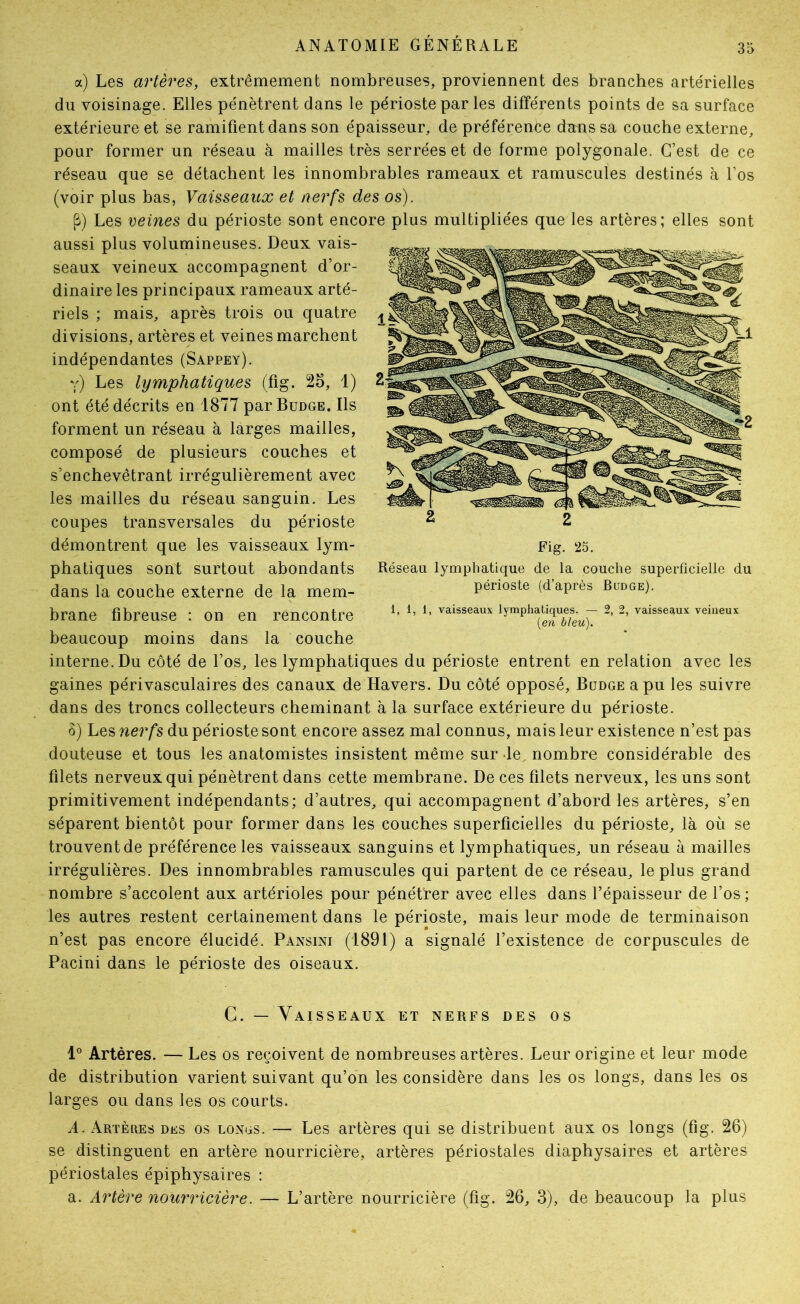 a) Les artères, extrêmement nombreuses, proviennent des branches artérielles du voisinage. Elles pénètrent dans le périoste par les différents points de sa surface extérieure et se ramifient dans son épaisseur, de préférence (Larissa couche externe, pour former un réseau à mailles très serrées et de forme polygonale. C’est de ce réseau que se détachent les innombrables rameaux et ramuscules destinés à Los (voir plus bas, Vaisseaux et nerfs des os). P) Les veines du périoste sont encore plus multipliées que les artères; elles sont aussi plus volumineuses. Deux vais- seaux veineux accompagnent d’or- dinaire les principaux rameaux arté- riels ; mais, après trois ou quatre divisions, artères et veines marchent indépendantes (Sappey). y) Les lymphatiques (fig. 25, 1) ont été décrits en 1877 par Budge. Ils forment un réseau à larges mailles, composé de plusieurs couches et s’enchevêtrant irrégulièrement avec les mailles du réseau sanguin. Les coupes transversales du périoste démontrent que les vaisseaux lym- phatiques sont surtout abondants dans la couche externe de la mem- brane fibreuse : on en rencontre beaucoup moins dans la couche interne. Du côté de l’os, les lymphatiques du périoste entrent en relation avec les gaines périvasculaires des canaux de Havers. Du côté opposé, Budge a pu les suivre dans des troncs collecteurs cheminant à la surface extérieure du périoste. ô) Les nerfs du périoste sont encore assez mal connus, mais leur existence n’est pas douteuse et tous les anatomistes insistent même sur le, nombre considérable des filets nerveux qui pénètrent dans cette membrane. De ces filets nerveux, les uns sont primitivement indépendants; d’autres, qui accompagnent d’abord les artères, s’en séparent bientôt pour former dans les couches superficielles du périoste, là où se trouvent de préférence les vaisseaux sanguins et lymphatiques, un réseau à mailles irrégulières. Des innombrables ramuscules qui partent de ce réseau, le plus grand nombre s’accolent aux artérioles pour pénétrer avec elles dans l’épaisseur de l’os ; les autres restent certainement dans le périoste, mais leur mode de terminaison n’est pas encore élucidé. Pansini (1891) a signalé l’existence de corpuscules de Pacini dans le périoste des oiseaux. C. — Vaisseaux et nerfs des os 1° Artères. — Les os reçoivent de nombreuses artères. Leur origine et leur mode de distribution varient suivant qu’on les considère dans les os longs, dans les os larges ou dans les os courts. A. Artères des os longs. — Les artères qui se distribuent aux os longs (fig. 26) se distinguent en artère nourricière, artères périostales diaphysaires et artères périostales épiphysaires : a. Artère nourricière. — L’artère nourricière (fig. 26, 3), de beaucoup la plus 2 2 Fig. 25. Réseau lymphatique de la couche superficielle du périoste (d’après Budge). 1, 1, 1, vaisseaux lymphatiques. — 2, 2, vaisseaux veineux {en bleu).