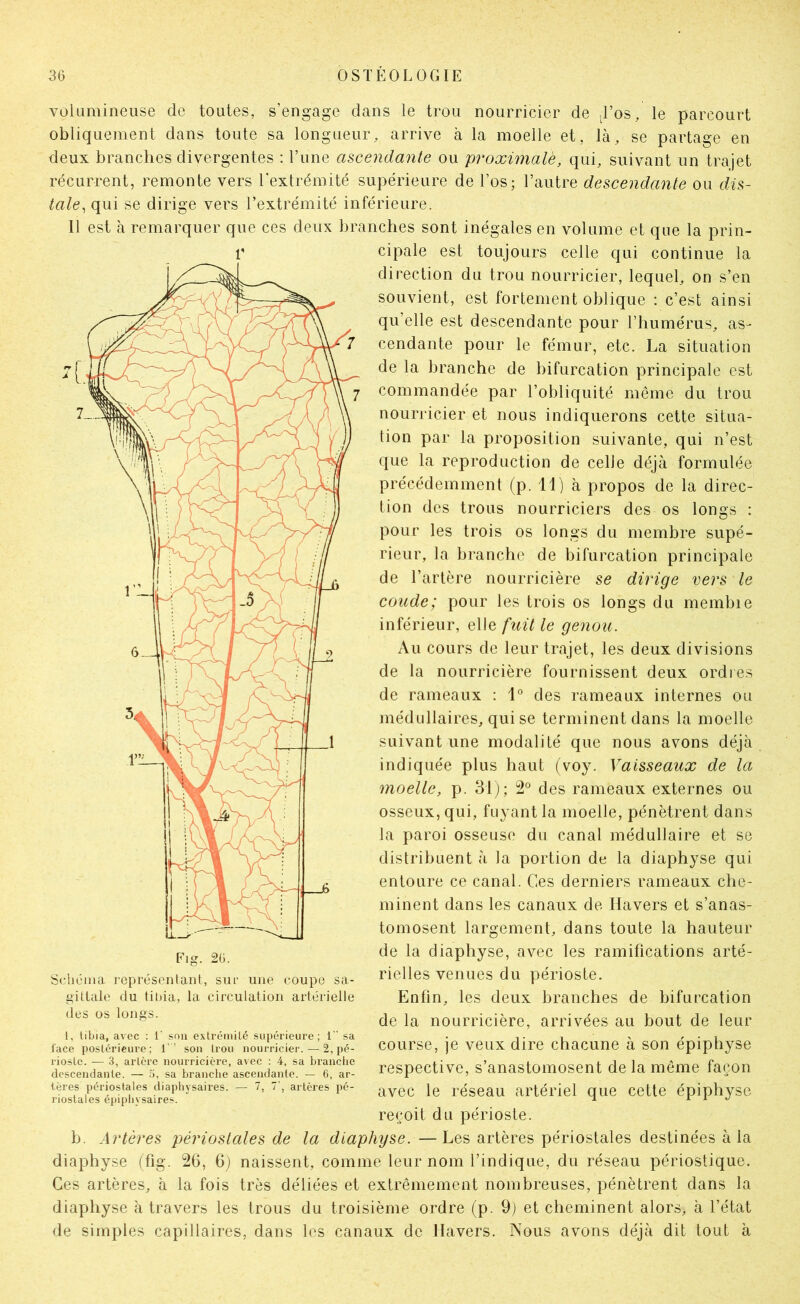 volumineuse de toutes, s’engage dans le trou nourricier de J’os, le parcourt obliquement dans toute sa longueur, arrive à la moelle et, là, se partage en deux branches divergentes : l’ime ascendante ou proximale, qui, suivant un trajet récurrent, remonte vers l'extrémité supérieure de l’os; l’autre descendante ou dis- tale, qui se dirige vers l’extrémité inférieure. 11 est à remarquer que ces deux branches sont inégales en volume et que la prin- cipale est toujours celle qui continue la direction du trou nourricier, lequel, on s’en souvient, est fortement oblique : c’est ainsi qu’elle est descendante pour l’humérus, as- cendante pour le fémur, etc. La situation de la branche de bifurcation principale est commandée par l’obliquité même du trou nourricier et nous indiquerons cette situa- tion par la proposition suivante, qui n’est que la reproduction de celle déjà formulée précédemment (p. il) à propos de la direc- tion des trous nourriciers des os longs : pour les trois os longs du membre supé- rieur, la branche de bifurcation principale de l’artère nourricière se dirige vers le coude; pour les trois os longs du membie inférieur, elle fuit le genou. Au cours de leur trajet, les deux divisions de la nourricière fournissent deux ordies de rameaux : 1° des rameaux internes ou médullaires, qui se terminent dans la moelle suivant une modalité que nous avons déjà indiquée plus haut (voy. Vaisseaux de la moelle, p. 31); 2° des rameaux externes ou osseux, qui, fuyant la moelle, pénètrent dans la paroi osseuse du canal médullaire et se distribuent à la portion de la diaphyse qui entoure ce canal. Ces derniers rameaux che- minent dans les canaux de Havers et s’anas- tomosent largement, dans toute la hauteur de la diaphyse, avec les ramifications arté- rielles venues du périoste. Enfin, les deux branches de bifurcation de la nourricière, arrivées au bout de leur course, je veux dire chacune à son épiphyse respective, s’anastomosent de la même façon avec le réseau artériel que cette épiphyse reçoit du périoste. b. Artères périoslales de la diaphyse. —Les artères périostales destinées à la diaphyse (fig. 26, naissent, comme leur nom l’indique, du réseau périostique. Ces artères, à la fois très déliées et extrêmement nombreuses, pénètrent dans la diaphyse à travers les trous du troisième ordre (p. 9j et cheminent alors, à l’état de simples capillaires, dans les canaux de Havers. Nous avons déjà dit tout à Fig. 2ü. Sdiéiiia représentant, siif une coupe sa- gittale du tibia, la circulation artérielle 1, tibia, av’ec : 1' son extrémité suiiérieure ; l” sa lace postérieure; 1’ ’ son trou nourricier. — 2, pé- rioste. — 3, artère nourricière, avec : 4, sa branche descendante. — 5, sa branche ascendante. — 6, ar- tères périostales diaphysaires. — 7, 7', artères pé- riostales épiphysaires.