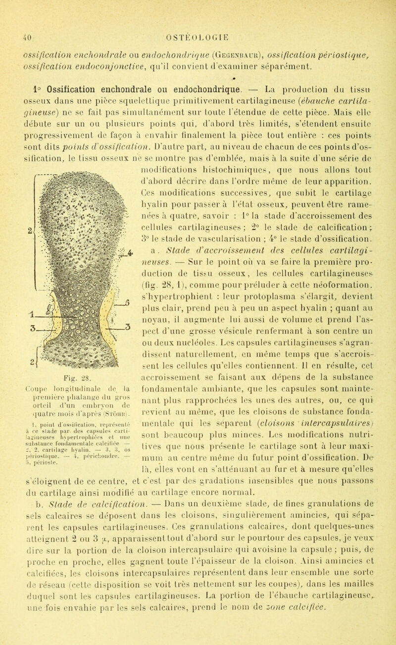 ossification enchondrale ou endochondrique (Gegenbauh), ossification périostiquCr ossification endoconjonctice, qu’il convient d’examiner séparément. 1° Ossification enchondrale ou endochondrique. — La production du tissu osseux dans une pièce squelettique primitivement cartilagineuse {ébauche cartila- gineuse) ne se fait pas simultanément sur toute l’étendue de cette pièce. Mais elle débute sur un ou plusieurs points qui, d’abord très limités, s’étendent ensuite progressivement de façon à envahir finalement la pièce tout entière : ces points sont dits points d'ossification. D’autre part, au niveau de chacun de ces points d’os- sification, le tissu osseux ne se montre pas d’emblée, mais à la suite d’une série de modifications histochimiqucs, que nous allons tout d’abord décrire dans l’ordre même de leur apparition. Ces modifications successives, que subit le cartilage hyalin pour passer à l’état osseux, peuvent être rame- nées à quatre, savoir : D la stade d’accroissement des cellules cartilagineuses ; le stade de calcification ; 3° le stade de vascularisation ; 4° le stade d’ossification. a. Stade d'accroissement des cellules cartilagi- neuses. — Sur le point où va se faire la première pro- duction de tissu osseux, les cellules cartilagineuses' (tig. :28, I ), comme pour préluder à cette néoformation, s’hypei'trophient : leur protoplasma s’élargit, devient plus clair, prend peu à peu un aspect hyalin ; quant au noyau, il augmente lui aussi de volume et prend l’as- pect d’une grosse vésicule renfermant à son centre un ou deux nucléoles. Les capsules cartilagineuses s’agran- dissent naturellement, en même temps que s’accrois- sent les cellules qu’elles contiennent. Il en résulte, cet accroissement se faisant aux dépens de la substance fondamentale ambiante, que les capsules sont mainte- nant plus rapprochées les unes des autres, ou, ce qui revient au même, que les cloisons de substance fonda- mentale qui les séparent {cloisons intercapsulaires) sont beaucoup plus minces. Les modifications nutri- tives que nous présente le cartilage sont à leur maxi- mum au centre même du futur point d’ossification. Do là, elles vont en s’atténuant au fur et à mesure qu’elles s’éloignent de ce centre, et c’est par des gradations insensibles que nous passons du cartilage ainsi modifié au cartilage encore normal. b. Stade de calcification. — Dans un deuxième stade, de fines granulations de sels calcaires se déposent dans les cloisons, singulièrement amincies, qui sépa- rent les capsules cartilagineuses. Ces granulations calcaires, dont quelques-unes atteignent 2 ou 3 g, apparaissenttout d’abord sur le pourtour des capsules, je veux dire sur la portion de la cloison intercapsulaire qui avoisine la capsule; puis, de proche en proche, elles gagnent toute l’épaisseur de la cloison. Ainsi amincies et calcifiées, les cloisons intercapsulaires représentent dans leur ensemble une sorte de réseau (cette disposition se voit très nettement sur les coupes), dans les mailles duquel sont les capsules cartilagineuses. La portion de l’ébaucbe cartilagineuse,, une fois envahie par les sels calcaires, prend le nom de zone calcifiée. Fig. 28. Coupe longiludinale de la première phalange du gros orteil d’un embryon de quatre mois d'après (Stoiiu). 1, point d'osïification, représenté à ce stade par des capsules carli- iaîineuses li\pertropliiées et une siibslaiice fondamentale calcitice — i', 2. cartilage liyalin. — 3, 3, os périostique. — 4, périchondre. — O, périoste.