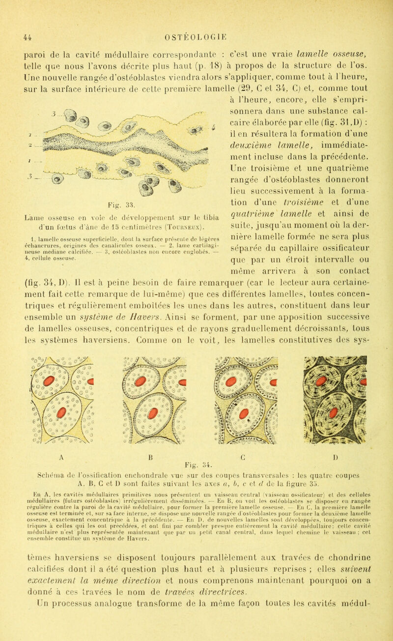 paroi de la cavité médullaire correspondante : c’est une vraie lamelle osseuse, telle que nous l’avons décrite plus haut (p. 18) à propos de la structure de l’os. Une nouvelle rangée d’ostéoblastes viendra alors s’appliquer, comme tout à l’heure, sur la surface intérieure de cette première lamelle (29, G et 34, G) et, comme tout à l’heure, encore, elle s’empri- sonnera dans une substance cal- caire élaborée par elle (fig. 31,D) : il en résultera la formation d’une deuxième lamelle, immédiate- ment incluse dans la précédente. Une troisième et une quatrième rangée d’ostéoblastes donneront lieu successivement à la forma- tion d’une troisième et d’une quatrième lamelle et ainsi de suite, jusqu’au moment où la der- nière lamelle formée ne sera plus séparée du capillaire ossificateur que par un étroit intervalle ou même arrivera à son contact (fig. 34, D). Il est à peine besoin de faire remarquer (car le lecteur aura certaine- ment fait cetle remarque de lui-même) que ces différentes lamelles, toutes concen- triques et régulièrement emboîtées les unes dans les autres, constituent dans leur ensemble un système de Havers. Ainsi se forment, par une apposition successive de lamelles osseuses, concentriques et de rayons graduellement décroissants, tous les systèmes haversiens. Gomme on le voit, les lamelles constitutives des sys- Lame osseuse en voie de développement sur le tibia d’un fœtus d’àiie de 15 centimètres (Tourneux). 1. lamelle osseuse superficielle, dont la surface présente de légères échancrures, origines des canalicules osseux. — 2, lame cartilagi- neuse médiane calcifiée. — 3, ostéoblastes non encore englobés. — 4, cellule osseuse. Schéma fie rossifîcation enchondrale vue sur des coupes transversales : les quatre coupes A. B, G et D sont faites suivant les axes a, h, c et d de la figure 35. En A, les cavités médullaires primitives nous présentent un A'aisseau central (vaisseau ossificateur) et des cellules médullaires (futurs ostéoblastes) irrégulièrement disséminées. — En B, on voit les ostéoblastes se disposer en rangée régulière contre la paroi de la cavité médullaire, pour former la première lamelle osseuse. — En C. la première lamelle osseuse est terminée et, sur sa face interne, se dispose une ïiouvelle rangée d'ostéoblastes pour former la deuxième lamelle osseuse, exactement concentrique à la précédente. — En D, de nouvelles lamelles sont développées, toujours concen- triques à celles qui les ont précédées, et ont fini par combler presque entièrement la cavité médullaire; cette cavité médullaire n’est plus représentée maintenant que par un petit canal central, dans lequel chemine le vaisseau ; cet ensemble constitue un système de Havers. tèmes haversiens se disposent toujours parallèlement aux travées de chondrine calcifiées dont il a été question plus haut et à plusieurs reprises ; elles suivent exactement la même direction et nous comprenons maintenant pourquoi on a donné à ces travées le nom de travées directiHces. Un processus analogue transforme de la même façon toutes les cavités médul-