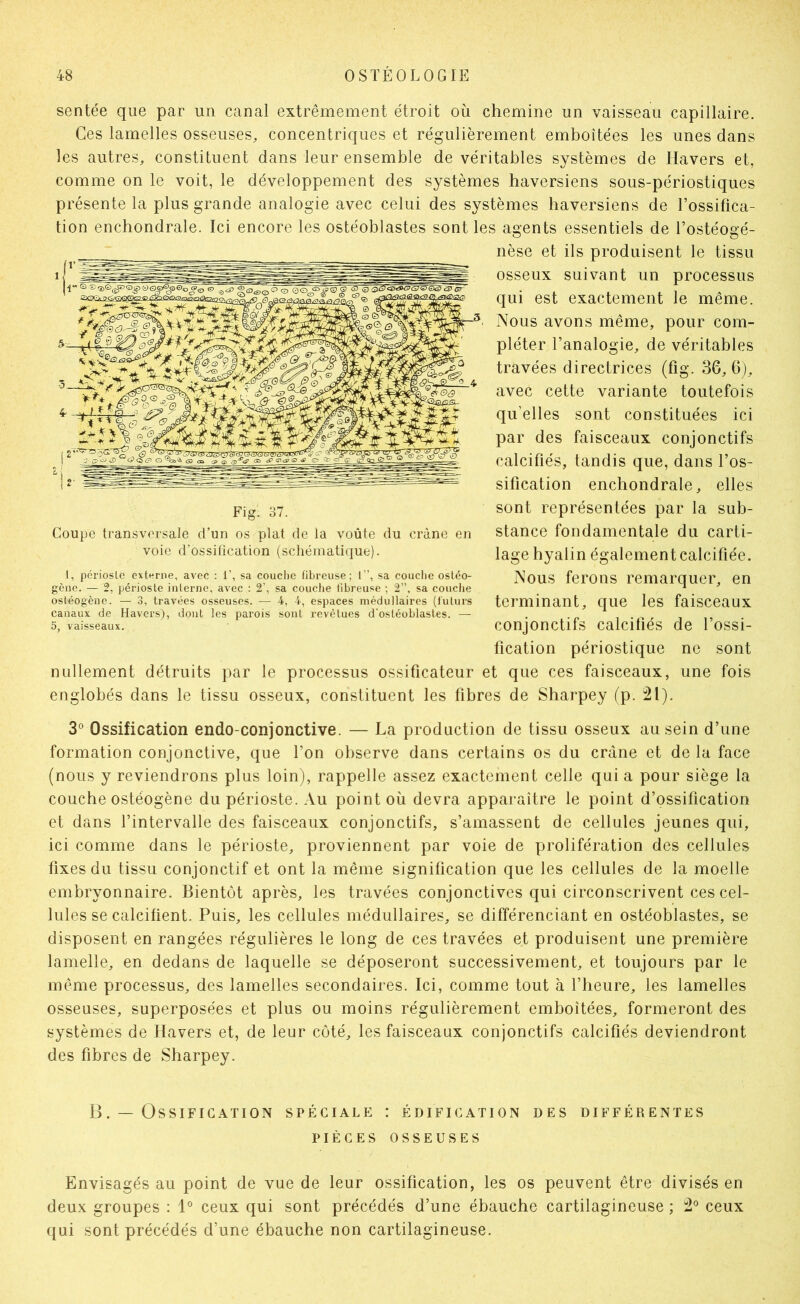 sentée que par un canal extrêmement étroit où chemine un vaisseau capillaire. Ces lamelles osseuses, concentriques et régulièrement emboîtées les unes dans les autres, constituent dans leur ensemble de véritables systèmes de llavers et, comme on le voit, le développement des systèmes haversiens sous-périostiques présente la plus grande analogie avec celui des systèmes haversiens de l’ossifica- tion enchondrale. Ici encore les ostéoblastes sont les agents essentiels de l’ostéogé- nèse et ils produisent le tissu osseux suivant un processus qui est exactement le même. Nous avons même, pour com- pléter l’analogie, de véritables travées directrices (fig. 36, 6j, avec cette variante toutefois qu’elles sont constituées ici par des faisceaux conjonctifs calcifiés, tandis que, dans l’os- sification enchondrale, elles sont représentées par la sub- stance fondamentale du carti- lage hyalin également calcifiée. Nous ferons remarquer, en terminant, que les faisceaux conjonctifs calcifiés de l’ossi- fication périostique ne sont nullement détruits par le processus ossificateur et que ces faisceaux, une fois englobés dans le tissu osseux, constituent les fibres de Sharpey (p. i2l). Fig. 37. Coupe transversale d’un os plat de la voûte du crâne en voie d’ossification (schématique). i, pcriosle externe, avec : 1’, sa couche fibreuse; 1”, sa couclie osléo- gcne. — 2, périoste inlernc, avec : 2’, sa couche fibreuse ; 2”, sa couclie ostéogène. — 3, travées osseuses. — 4, 4, espaces médullaires (futurs canaux de Havers), dont les parois sont revêtues d'ostéoblastes. — 5, vaisseaux. 3° Ossification endo-conjonctive. — La production de tissu osseux au sein d’une formation conjonctive, que l’on observe dans certains os du crâne et de la face (nous y reviendrons plus loin), rappelle assez exactement celle qui a pour siège la couche ostéogène du périoste. Au point où devra apparaître le point d’ossification et dans l’intervalle des faisceaux conjonctifs, s’amassent de cellules jeunes qui, ici comme dans le périoste, proviennent par voie de prolifération des cellules fixes du tissu conjonctif et ont la même signification que les cellules de la moelle embryonnaire. Bientôt après, les travées conjonctives qui circonscrivent ces cel- lules se calcifient. Puis, les cellules médullaires, se différenciant en ostéoblastes, se disposent en rangées régulières le long de ces travées et produisent une première lamelle, en dedans de laquelle se déposeront successivement, et toujours par le même processus, des lamelles secondaires. Ici, comme tout à l’heure, les lamelles osseuses, superposées et plus ou moins régulièrement emboîtées, formeront des systèmes de Havers et, de leur côté, les faisceaux conjonctifs calcifiés deviendront des fibres de Sharpey. B. — Ossification spéciale : édification des différentes PIÈCES osseuses Envisagés au point de vue de leur ossification, les os peuvent être divisés en deux groupes : 1° ceux qui sont précédés d’une ébauche cartilagineuse ; ceux qui sont précédés d’une ébauche non cartilagineuse.