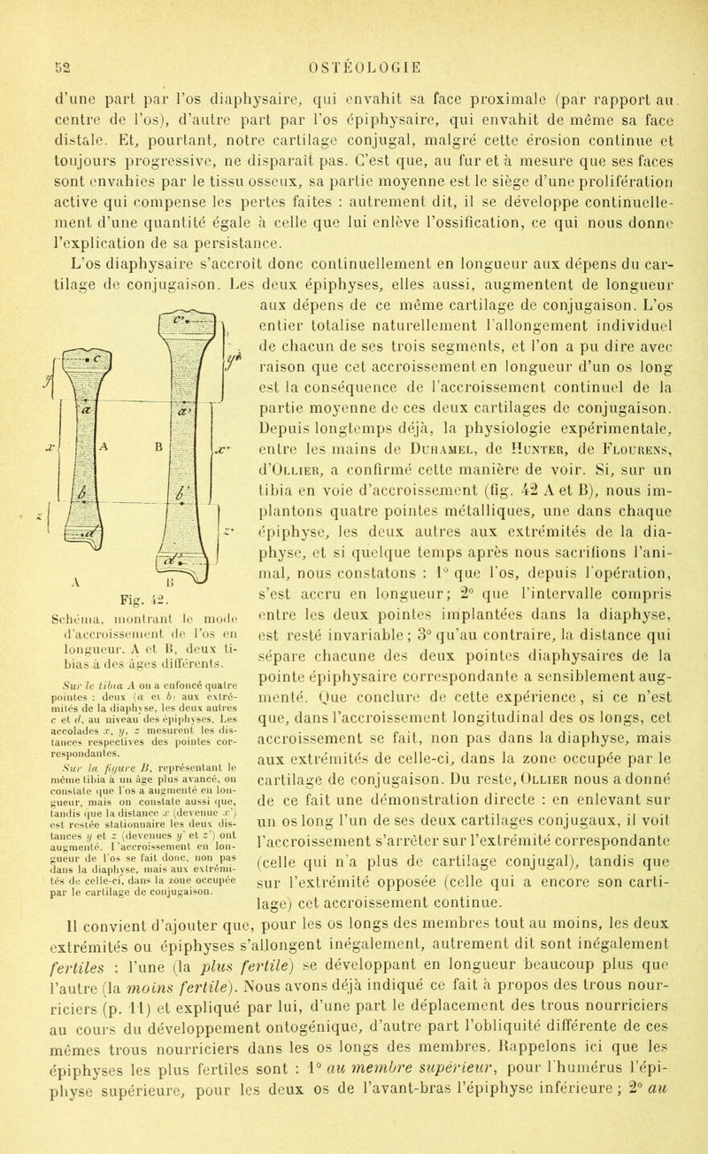 d’une part par l’os cliaphysaire, qui envahit sa face proximale (par rapport au centre de l’os), d’autre part par l’os épiphysaire, qui envahit de même sa face distale. Et, pourtant, notre cartilage conjugal, malgré cette érosion continue et toujours progressive, ne disparaît pas. C’est que, au fur et à mesure que ses faces sont envahies par le tissu osseux, sa partie moyenne est le siège d’une prolifération active qui compense les pertes faites : autrement dit, il se développe continuelle- ment d’une quantité égale à celle que lui enlève l’ossification, ce qui nous donne l’explication de sa persistance. L’os diaphysaire s’accroît donc continuellement en longueur aux dépens du car- tilage de conjugaison. Les deux épiphyses, elles aussi, augmentent de longueur aux dépens de ce même cartilage de conjugaison. L’os entier totalise naturellement l’allongement individuel de chacun de ses trois segments, et l’on a pu dire avec raison que cet accroissement en longueur d’un os long- est la conséquence de l’accroissement continuel de la partie moyenne de ces deux cartilages de conjugaison. Depuis longtemps déjà, la physiologie expérimentale, entre les mains de Duhamel, de Hunier, de Flourens, d’ÜLLiER, a confirmé cette manière de voir. Si, sur un tibia en voie d’accroissement (fig. 42 A et B), nous im- plantons quatre pointes métalliques, une dans chaque épiphyse, les deux autres aux extrémités de la dia- physe, et si quelque temps après nous sacrifions l’ani- mal, nous constatons : H que l’os, depuis l’opération, s’est accru en longueur; 2° que l’intervalle compris entre les deux pointes implantées dans la diaphyse, est resté invariable; 3® qu’au contraire, la distance qui sépare chacune des deux pointes diaphysaires de la pointe épiphysaire correspondante a sensiblement aug- menté. Que conclure de cette expérience, si ce n’est que, dans l’accroissement longitudinal des os longs, cet accroissement se fait, non pas dans la diaphyse, mais aux extrémités de celle-ci, dans la zone occupée par le cartilage de conjugaison. Du reste, Ollier nous adonné de ce fait une démonstration directe : en enlevant sur un os long l’un de ses deux cartilages conjugaux, il voit l’accroissement s’arrêter sur l’extrémité correspondante (celle qui n’a plus de cartilage conjugal), tandis que sur l’extrémité opposée (celle qui a encore son carti- lage) cet accroissement continue. D convient d’ajouter que, pour les os longs des membres tout au moins, les deux extrémités ou épiphyses s’allongent inégalement, autrement dit sont inégalement fertiles : l’une (la plus fertile) se développant en longueur beaucoup plus que l’autre (la moins fertile). Nous avons déjà indiqué ce fait à propos des trous nour- riciers (p. I l) et expliqué par lui, d’une part le déplacement des trous nourriciers au cours du développement ontogénique, d’autre part l’obliquité différente de ces mêmes trous nourriciers dans les os longs des membres. Rappelons ici que les épiphyses les plus fertiles sont : i° au membre supérieur, pour l’humérus l’épi- physe supérieure, pour les deux os de l’avant-bras l’épiphyse inférieure ; 2^ au Fig. 42. Schéma, montrant le mode d’accroissement de l’os en longueur. A et B, deu.x ti- bias à des âges différents. Sur le tibia A ou a enfoncé quaire pointes : deux (a ei b) aux exlré- milés de la diaphyse, les deux autres c et d, au niveau des épiphyses. Les accolades x, y, z mesurent les dis- tances respectives des pointes cor- respondantes. Sur la fujure B, représentant le même tibia à un âge plus avancé, on constate que l’os a augmenté en lon- gueur, mais on constate aussi que, tandis que la distance x (devenue .X'’) est restée stationnaire les deux dis- tances y et Z (devenues xf et x’) ont augmenté, l’accroissement en lon- gueur de l'os se fait donc, non pas dans la diaphyse, mais aux extrémi- tés de celle-ci, dans la zone occupée par le cartilage de conjugaison.