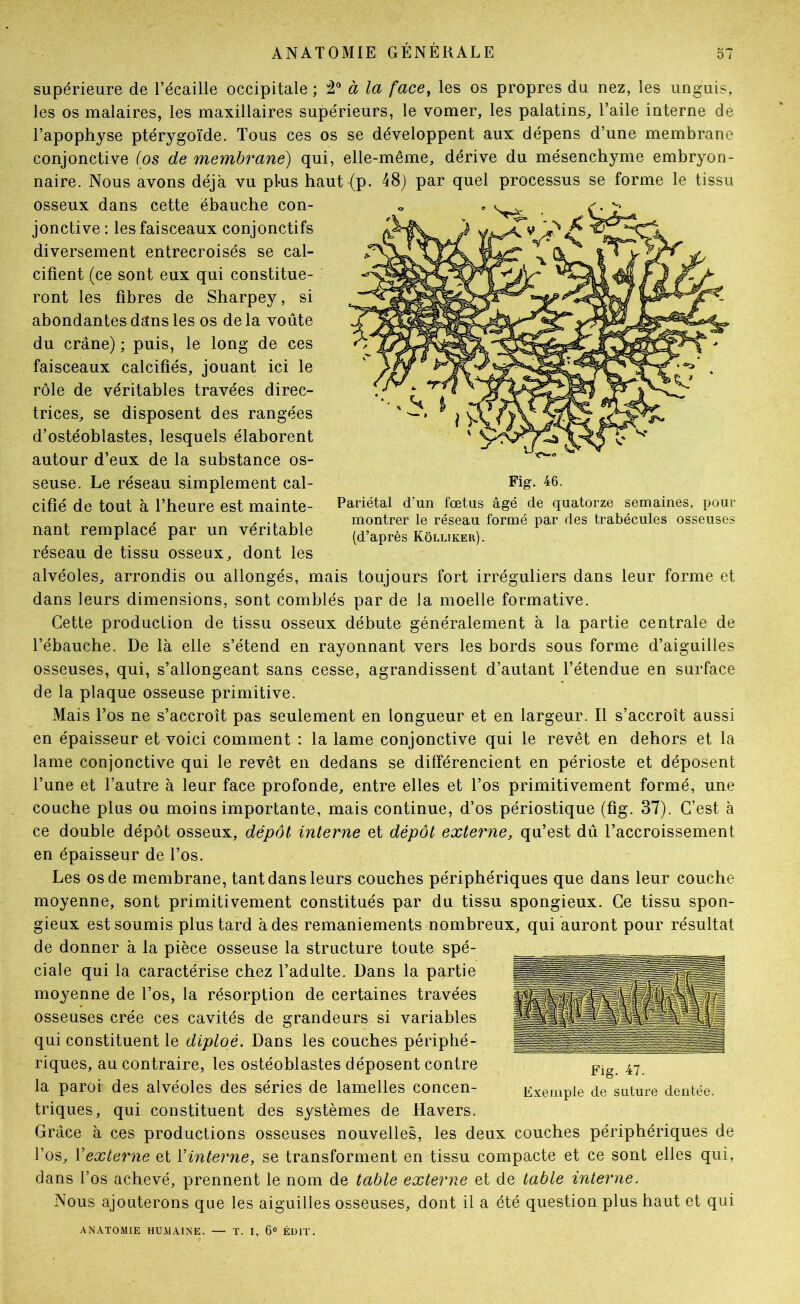 Fig. 46. Pariétal d'un fœtus âgé de quatorze semaines, pour montrer le réseau formé par des trabécules osseuses (d’après Kôlliker). supérieure de l’écaille occipitale ; à la face, les os propres du nez, les unguis, les os malaires, les maxillaires supérieurs, le vomer, les palatins, l’aile interne de l’apophyse ptérygoïde. Tous ces os se développent aux dépens d’une membrane conjonctive (os de membrane) qui, elle-même, dérive du mésenchyme embryon- naire. Nous avons déjà vu pl-us haut (p. 48} par quel processus se forme le tissu osseux dans cette ébauche con- jonctive : les faisceaux conjonctifs diversement entrecroisés se cal- cifient (ce sont eux qui constitue- ront les fibres de Sharpey, si abondantes dans les os de la voûte du crâne) ; puis, le long de ces faisceaux calcifiés, jouant ici le rôle de véritables travées direc- trices, se disposent des rangées d’ostéoblastes, lesquels élaborent autour d’eux de la substance os- seuse. Le réseau simplement cal- cifié de tout à l’heure est mainte- nant remplacé par un véritable réseau de tissu osseux, dont les alvéoles, arrondis ou allongés, mais toujours fort irréguliers dans leur forme et dans leurs dimensions, sont comblés par de la moelle formative. Cette production de tissu osseux débute généralement à la partie centrale de l’ébauche. De là elle s’étend en rayonnant vers les bords sous forme d’aiguilles osseuses, qui, s’allongeant sans cesse, agrandissent d’autant l’étendue en surface de la plaque osseuse primitive. Mais l’os ne s’accroît pas seulement en longueur et en largeur. Il s’accroît aussi en épaisseur et voici comment : la lame conjonctive qui le revêt en dehors et la lame conjonctive qui le revêt en dedans se différencient en périoste et déposent l’une et l’autre à leur face profonde, entre elles et l’os primitivement formé, une couche plus ou moins importante, mais continue, d’os périostique (fig. 37). C’est à ce double dépôt osseux, dépôt interne et dépôt externe, qu’est dû l’accroissement en épaisseur de l’os. Les os de membrane, tant dans leurs couches périphériques que dans leur couche moyenne, sont primitivement constitués par du tissu spongieux. Ce tissu spon- gieux est soumis plus tard à des remaniements nombreux, qui auront pour résultat de donner à la pièce osseuse la structure toute spé- ciale qui la caractérise chez l’adulte. Dans la partie moyenne de l’os, la résorption de certaines travées osseuses crée ces cavités de grandeurs si variables qui constituent le diploé. Dans les couches périphé- riques, au contraire, les ostéoblastes déposent contre la paroi des alvéoles des séries de lamelles concen- triques, qui constituent des systèmes de Havers. Grâce à ces productions osseuses nouvelles, les deux couches périphériques de l’os, Vexterne et Vinterne, se transforment en tissu compacte et ce sont elles qui, dans l’os achevé, prennent le nom de table externe et de table interne. Nous ajouterons que les aiguilles osseuses, dont il a été question plus haut et qui ANATOMIE HÜ.MA1NE. — T. I, 6® ÉDIT. Fig. 47. Exemple de suture dentée.