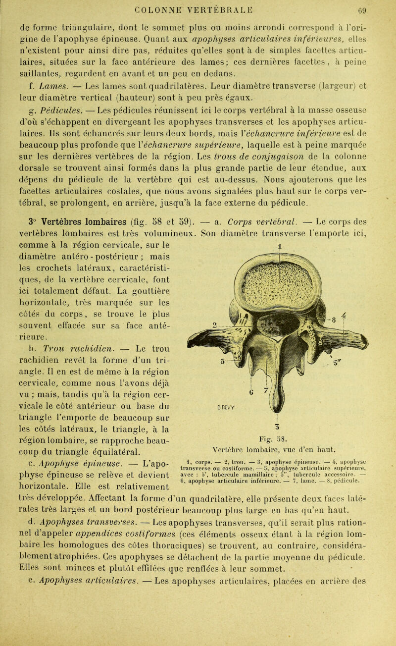 de forme triangulaire, dont le sommet plus ou moins arrondi correspond à l’ori- gine de l’apophyse épineuse. Quant aux apophyses articulaires inférieures, elles n’existent pour ainsi dire pas, réduites qu’elles sont à de simples facettes articu- laires, situées sur la face antérieure des lames ; ces dernières facettes, à peine saillantes, regardent en avant et un peu en dedans. f. Lames. — Les lames sont quadrilatères. Leur diamètre transverse (largeur) et leur diamètre vertical (hauteur) sont à peu près égaux. g. Pédicules. —Les pédicules réunissent ici le corps vertébral à la masse osseuse d’où s’échappent en divergeant les apophyses transverses et les apophyses articu- laires. Ils sont échancrés sur leurs deux bords, mais Véchancrure inférieure est de beaucoup plus profonde que Véchancrure supérieure, laquelle est à peine marquée sur les dernières vertèbres de la région. Les trous de conjugaison de la colonne dorsale se trouvent ainsi formés dans la plus grande partie de leur étendue, aux dépens du pédicule de la vertèbre qui est au-dessus. Nous ajouterons que les facettes articulaires costales, que nous avons signalées plus haut sur le corps ver- tébral, se prolongent, en arrière, jusqu’à la face externe du pédicule. 3° Vertèbres lombaires (fig. 58 et 59). — a. Co7ys vertébral. — Le corps des vertèbres lombaires est très volumineux. Son diamètre transverse l’emporte ici, comme à la région cervicale, sur le diamètre antéro - postérieur ; mais les crochets latéraux, caractéristi- ques, de la vertèbre cervicale, font ici totalement défaut. La gouttière horizontale, très marquée sur les côtés du corps, se trouve le plus souvent effacée sur sa face anté- rieure. b. Trou rachidien. — Le trou rachidien revêt la forme d’un tri- angle. Il en est de même à la région cervicale, comme nous l’avons déjà vu ; mais, tandis qu’à la région cer- vicale le côté antérieur ou base du triangle l’emporte de beaucoup sur les côtés latéraux, le triangle, à la région lombaire, se rapproche beau- coup du triangle équilatéral. c. Apophyse épineuse. — L’apo- physe épineuse se relève et devient horizontale. Elle est relativement très développée. Affectant la forme d’un quadrilatère, elle présente deux faces laté- rales très larges et un bord postérieur beaucoup plus large en bas qu’en haut. d. Apophyses transverses. — Les apophyses transverses, qu’il serait plus ration- nel d’appeler appendices costiformes (ces éléments osseux étant à la région lom- baire les homologues des côtes thoraciques) se trouvent, au contraire, considéra- blement atrophiées. Ces apophyses se détachent de la partie moyenne du pédicule. Elles sont minces et plutôt effilées que renflées à leur sommet. e. Apophyses articulaires. —Les apophyses articulaires, placées en arrière des Fig. 58. Vertèbre lombaire, vue d’en haut. 1, corps. — 2, trou. — 3, apophyse épineuse. — 4, apophyse transverse ou cosliforme. — 5, apophyse articulaire supérieure, avec : 5’, tubercule mamillaire ; 5”, tubercule accessoire. — 6, apophyse articulaire inlerieure. — 7, lame. — 8, pédicule.