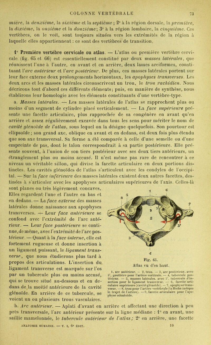 mière, la deuxième, la sixième et la septième ; 2° à la région dorsale, la première, la dixième, la onzième et la douzième', 3*^ à la région lombaire, la cinquième. Ces vertèbres, on le voit, sont toujours situées vers les extrémités de la région à laquelle elles appartiennent : ce sont des vertèbres de transition. 1° Première vertèbre cervicale ou atlas. — L’atlas ou première vertèbre cervi- cale. (fig. 65 et 66) est essentiellement constitué par deux masses latérales, que réunissent l’une à l’autre, en avant et en arrière, deux lames arciformes, consti- tuant Varc antérieur et Varc postérieur. De plus, ces masses latérales portent sur leur face externe deux prolongements horizontaux, les apophyses transverses. Les deux arcs et les masses latérales circonscrivent un trou, le trou rachidien. Nous décrirons tout d’abord ces différents éléments; puis, en manière de synthèse, nous établirons leur homologie avec les éléments constituants d’une vertèbre-type. a. Masses latérales. — Les masses latérales de l’atlas se rapprochent plus ou moins d’un segment de cylindre placé verticalement. — La face supérieure pré- sente une facette articulaire, plus rapprochée de sa congénère en avant qu’en arrière et assez régulièrement excavée dans tous les sens pour mériter le nom de cavité glénoïde de l’atlas, sous lequel on la désigne quelquefois. Son pourtour est ellipsoïde ; son grand axe, oblique en avant et en dedans, est deux fois plus étendu que son axe transversal. Sa forme a, été comparée à celle d’une semelle ou d’une empreinte de pas, dont le talon correspondrait à sa partie postérieure. Elle pré- sente souvent, à l’union de son tiers postérieur avec ses deux tiers antérieurs, un étranglement plus ou moins accusé. Il n’est même pas rare de rencontrer à ce niveau un véritable sillon, qui divise la facette articulaire en deux portions dis- tinctes. Les cavités glénoïdes de l’atlas s’articulent avec les condyles de l’occipi- tal. — Sur la face inférieure des masses latérales existent deux autres facettes, des- tinées à s’articuler avec les apophyses articulaires supérieures de l’axis. Celles-là sont planes ou très légèrement concaves. Elles regardent l’une et l’autre en bas et en dedans.— La/*ace externe des masses latérales donne naissance aux apophyses transverses. — Leur face antérieure se confond avec l’extrémité de l’arc anté- rieur. — Leur face postérieure se conti- nue, de même, avec l’extrémité de l’arc pos- térieur. — Quant à la face interne, elle est fortement rugueuse et donne insertion à un ligament puissant, le ligament trans- verse, que nous étudierons plus tard à propos des articulations. L’insertion du. ligament transverse est marquée sur l’os par un tubercule plus ou moins accusé, qui se trouve situé au-dessous et en de- dans de la moitié antérieure de la cavité glénoïde. En arrière de ce tubercule, se voient un ou plusieurs trous vasculaires. b. Arc antérieur. — Aplati d’avant en arrière et affectant une direction à peu près transversale, l’arc antérieur présente sur la ligne médiane : 1° en avant, une saillie mamelonnée, le tubercule antérieur de Vatlas; en arrière, une facette — T. I, 6e ÉDIT. 1 6 4 Fi^. 65. Atlas vu d’en haut. 1, arc antérieur. — 2, trou. — 3, arc postérieur, avec 3’, gouttière pour l’artère vertcrale. — 4, tubercule pos- térieur. — 5, masses latérales, avec 5’. tubercule d’in- sertion pour le ligament transverse. — 6, facette arti- culaire supérieure (cavité glénoïde). — 7, apophyse trans- verse. — 8, trou pour l’artère vertébrale (la flèche indique le trajet de l’artère). —9, facette articulaire pour l’apo- physe odontoïde. ANATOMIE HUMAINE. 10