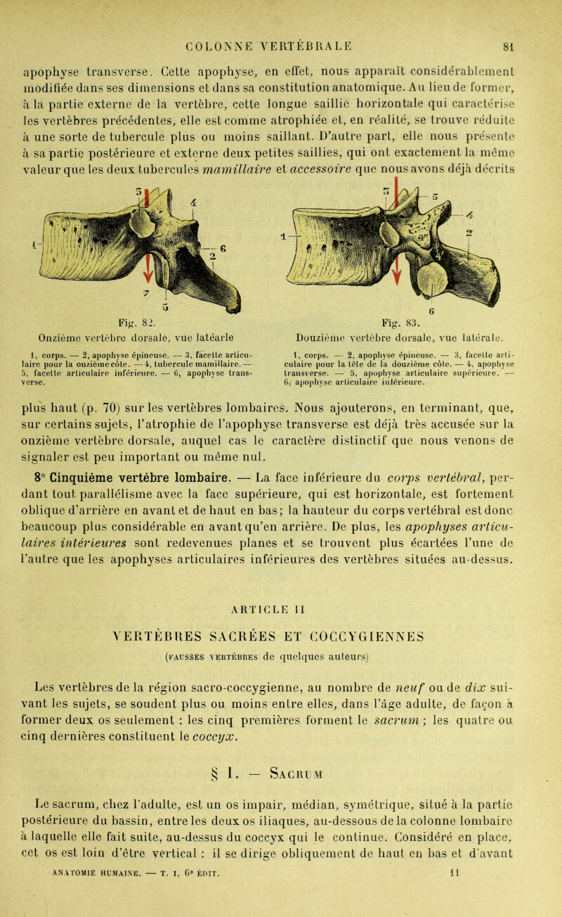 apophyse transverse. Cette apophyse, en efiet, nous apparaît considérablement modifiée dans ses dimensions et dans sa constitution anatomique. Au lieu de former, à la partie externe de la vertèbre, cette longue saillie horizontale qui caractérise les vertèbres précédentes, elle est comme atrophiée et, en réalité, se trouve réduite à une sorte de tubercule plus ou moins saillant. D’autre part, elle nous présente à sa partie postérieure et externe deux petites saillies, qui ont exactement la même valeur que les deux tubercules mamillair 82. Onzième vertèbre dorsale, vue latéarle 1, corps. — 2, apophyse épineuse. — 3, fâceüe arlicu- laire pour la onzième côte. —4, tubercule mamillaire.— 5, facette articulaire inférieure. — G, apophyse trans- verse. et accessoire que nous avons déjà décrits 6 Fig. 83. Douzième vertèbre dorsale, vue latérale. 1, corps. — 2, apopliyse épineuse. — 3, facette arti- culaire pour la tête de la douzième côte. — 4, apophyse transverse. — 5, apophyse articulaire supérieure. — G, apopliyse articulaire intérieure. plus haut (p. 70) sur les vertèbres lombaires. Nous ajouterons, en terminant, que, sur certains sujets, l’atrophie de l’apophyse transverse est déjà très accusée sur la onzième vertèbre dorsale, auquel cas le caractère distinctif que nous venons de signaler est peu important ou même nul. 8 Cinquième vertèbre lombaire. — La face inférieure du corps vertébral, per- dant tout parallélisme avec la face supérieure, qui est horizontale, est fortement oblique d’arrière en avant et de haut en bas; la hauteur du corps vertébral est donc beaucoup plus considérable en avant qu’en arrière. De plus, les apophyses articu- laires intérieures sont redevenues planes et se trouvent plus écartées l’une de l’autre que les apophyses articulaires inférieures des vertèbres situées au-dessus. ARTICLE II VERTÈBRES SACRÉES ET GOCCYGIENNES (fausses vertèbres de quelques auteurs) Les vertèbres de la région sacro-coccygienne, au nombre de neuf ou de dix sui- vant les sujets, se soudent plus ou moins entre elles, dans l’âge adulte, de façon à former deux os seulement : les cinq premières forment le sacrum ; les quatre ou cinq dernières constituent le coccyx. § 1. — Sacrlm Le sacrum, chez l’adulte, est un os impair, médian, s}'métrique, situé à la partie postérieure du bassin, entre les deux os iliaques, au-dessous de la colonne lombaire à laquelle elle fait suite, au-dessus du coccyx qui le continue. Considéré en place, cet os est loin d’être vertical : il se dirige obliquement de haut en bas et d’avant ANATOMIE humaine. — T. I, 6® ÉDIT. li