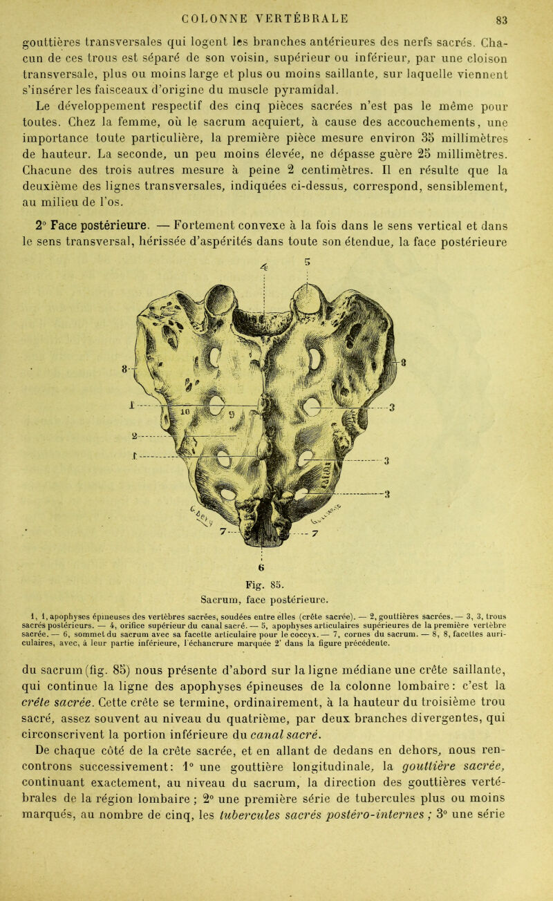 gouttières transversales qui logent les branches antérieures des nerfs sacrés. Cha- cun de ces trous est séparé de son voisin, supérieur ou inférieur, par une cloison transversale, plus ou moins large et plus ou moins saillante, sur laquelle viennent s’insérer les faisceaux d’origine du muscle pyramidal. Le développement respectif des cinq pièces sacrées n’est pas le même pour toutes. Chez la femme, où le sacrum acquiert, à cause des accouchements, une importance toute particulière, la première pièce mesure environ 35 millimètres de hauteur. La seconde, un peu moins élevée, ne dépasse guère 25 millimètres. Chacune des trois autres mesure à peine 2 centimètres. Il en résulte que la deuxième des lignes transversales, indiquées ci-dessus, correspond, sensiblement, au milieu de Los. 2° Face postérieure. — Fortement convexe à la fois dans le sens vertical et dans le sens transversal, hérissée d’aspérités dans toute son étendue, la face postérieure 6 Fig. 85. Sacrum, face postérieure. 1, 1, apophyses épineuses des verlèbres sacrées, soudées entre elles (crête sacrée). — 2, gouttières sacrées. — 3, 3, trous sacrés postérieurs. — 4, orifice supérieur du canal sacré.— 5, apophyses articulaires supérieures de la première vertèbre sacrée.— 6, sommet du sacrum avec sa facette articulaire pour le coccyx.— 7, cornes du sacrum. — 8, 8, facettes auri- culaires, avec, à leur partie inférieure, l'échancrure marquée 2’ dans la figure précédente. du sacrum (fig. 85) nous présente d’abord sur la ligne médiane une crête saillante, qui continue la ligne des apophyses épineuses de la colonne lombaire : c’est la crête sacrée. Cette crête se termine, ordinairement, à la hauteur du troisième trou sacré, assez souvent au niveau du quatrième, par deux branches divergentes, qui circonscrivent la portion inférieure du canal sacré. De chaque côté de la crête sacrée, et en allant de dedans en dehors, nous ren- controns successivement: une gouttière longitudinale, la gouttière sacrée, continuant exactement, au niveau du sacrum, la direction des gouttières verté- brales de la région lombaire ; 2 une première série de tubercules plus ou moins marqués, au nombre de cinq, les tubercules sacrés postéro-internes ; 3 une série