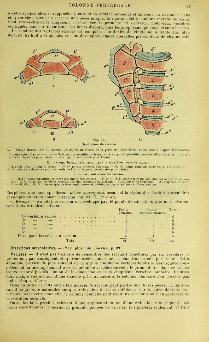 cette époque, elles se rapproclient, entrent en contact immédiat et finissent par se souder ; aux cinq vertèbres sacrées a succédé une pièce unique, le sacrum. Cette soudure marche de bas en haut, c’est-à-dire de la cinquième vertèbre vers la première, et s’effectue, pour deux vertèbres contiguës, dans l’ordre suivant : les lames d’abord, puis les apophyses épineuses et enfin le corps. La soudure des vertèbres sacrées est complète d’ordinaire de vingt-cinq à trente ans. Mais déjà, de dix-huit à vingt ans, se sont développés quatre nouvelles pièces, deux de chaque côté. A. — Coupe liorizoalale du sacrum pratiquée au niveau de la première pièce de cet os (eu partie d’après Gegenbacr). I, point primitif pour le corps. — U, U, points primitifs latéraux. — c‘, ci, points primitifs pour les pièces costales. — ai, a', points épiphysaires pour l’auricule. — ei, point secondaire pour l’épine. B. — Coupe horizontale passant par la troisième pièce du sacrum. III, point primitif pour le corps. — points primitifs latéraux. — e^, c’*, points pi’imitifs pour les pièces costales. — a3, a^, points épiphysaires pour les bords de l’os. — e^, point secondaire pour l’épine. C. — Face antérieure du sacrum. I, II, III, IV, points primitifs du corps des cinq pièces sacrées. — Zi, Z2, Z^, Zs, points latéraux des cinq segments du sacrum. — cl, c2, c*, c-i, ci>, points des pièces costales des cinq segments du sacrum. — a\ épiphyse de l’auricule. — a-, épiphyse du bord droit. — d*, cZ',... ds, cZ*, plaques épiphysaires supérieures et inférieures des corps des vertèbres sacrées. Ces pièces, que nous appellerons pièces marginales, occupent la région des facettes auriculaires et complètent latéralement le sacrum (fig. 83, G., a* et c. Résumé. —Au total, le sacrum se développe par 40 points d’ossification, que nous résume- rons daiîs le tableau suivant ; Re vertèbre sacrée 2“ — — 4« — Plus, pour les côtés du sacrum Total Points Points Total primitifs. complémentaires. 5 3 8 5 3 8 - 5 3 8 3 3 6 3 3 6 » 4 4 ~ir 19 40 Insertions musculaires. — (Voy. plus loin. Coccyx, p. 89.) Variétés. — Il n’est pas très rare de rencontrer des sacrums constitués par six vertèbres et présentant, par conséquent, cinq trous sacrés antérieurs et cinq trous sacrés postérieurs. Cette anomalie provient le plus souvent de ce que la cinquième vertèbre lombaire s’est soudée com- plètement ou incomplètement avec la première vertèbre sacrée ; le promontoire, dans ce cas, se trouve reporté jusqu’à l’union de la quatrième et de la cinquième vertèbre lombaire. D’autres fois, malgré l’adjonction d’une sixième pièce au sacrum, la colonne lombaire n’en possède pas moins cinq vertèbres. Dans un ordre de faits tout à fait inverse, le sacrum peut perdre une de ses pièces, et, dans ce cas, il ne présente naturellement que trois paires de trous antérieurs et trois paires de trous pos- térieurs. Avec cotte anomalie, la colonne lombaire peut avoir six vertèbres ou bien conserver sa constitution normale. Outré les faits précités, relevant d’une augmentation ou d’une réduction numérique de ses pièces constituantes, le sacrum ne présente que peu de variétés. Je signalerai seulement ; 1° l’ab-